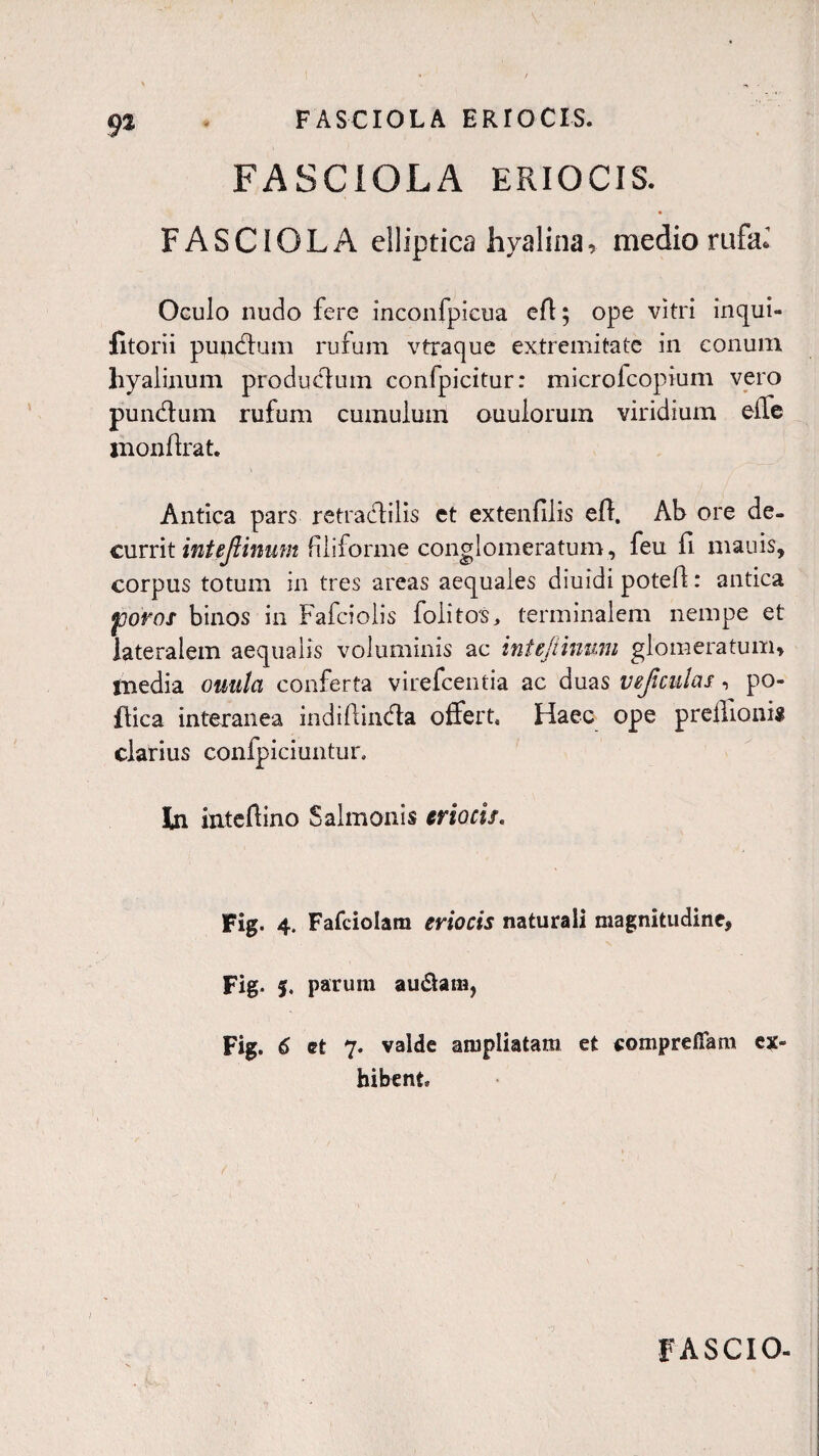 9a FASCIOLA ERIOCIS. FASCIOLA elliptica hyalina, medio rufa.’ Oculo nudo fere inconfpicua eft; ope vitri inqui- fitorii pundum rufum vtraque extremitate in conum hyalinum produdum confpicitur: microfcopium vero pundum rufum cumulum ouulorum viridium eife inonlfrat. Antica pars retradilis et extenfilis eff. Ab ore de¬ currit inUfiinum filiforme conglomeratum, feu fi niauis, corpus totum in tres areas aequales diuidi potell: antica jjoroi binos in Fafciolis folitos, terminalem nempe et lateralem aequalis voluminis ac inUfiinum glomeratum» media ouulci conferta virefcentia ac duas vefculas, po- ftica interanea indiftinda offert. Haec ope preflloni* clarius confpiciuntur. In inteftino Salmonis eriocis. Fig. 4. Fafciolam eriocis naturali magnitudine* Fig. f. parum au&arn, Fig. 6 et 7. valde ampliatam et «ompreffam ex¬ hibent /