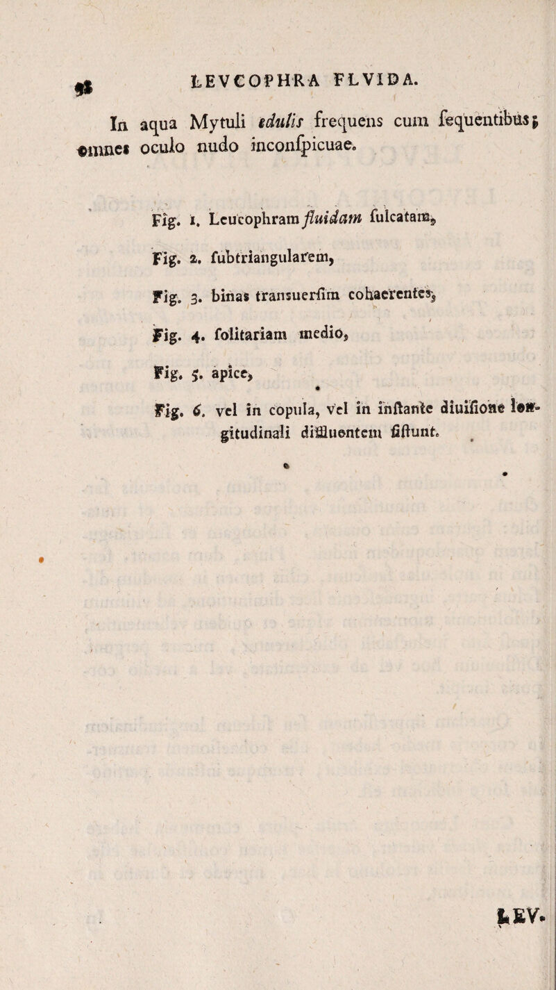 ** In «umet LEVGOPHRA FLVIBA. aqua Mytuli edulis frequens cum fequ entibus £ oculo nudo inconfpicuae. Fig. i. Lcucophram fluidam fulcatam* Fig. a. fubtriangularem, Fig. 3. binas transuedim cohaerentes^ Fig. 4. folitariam medio* Fig, apice* Fig. 6. vel in copula, vel in inflante diuifioste 1@#- gitudinali diffluentem flftunh