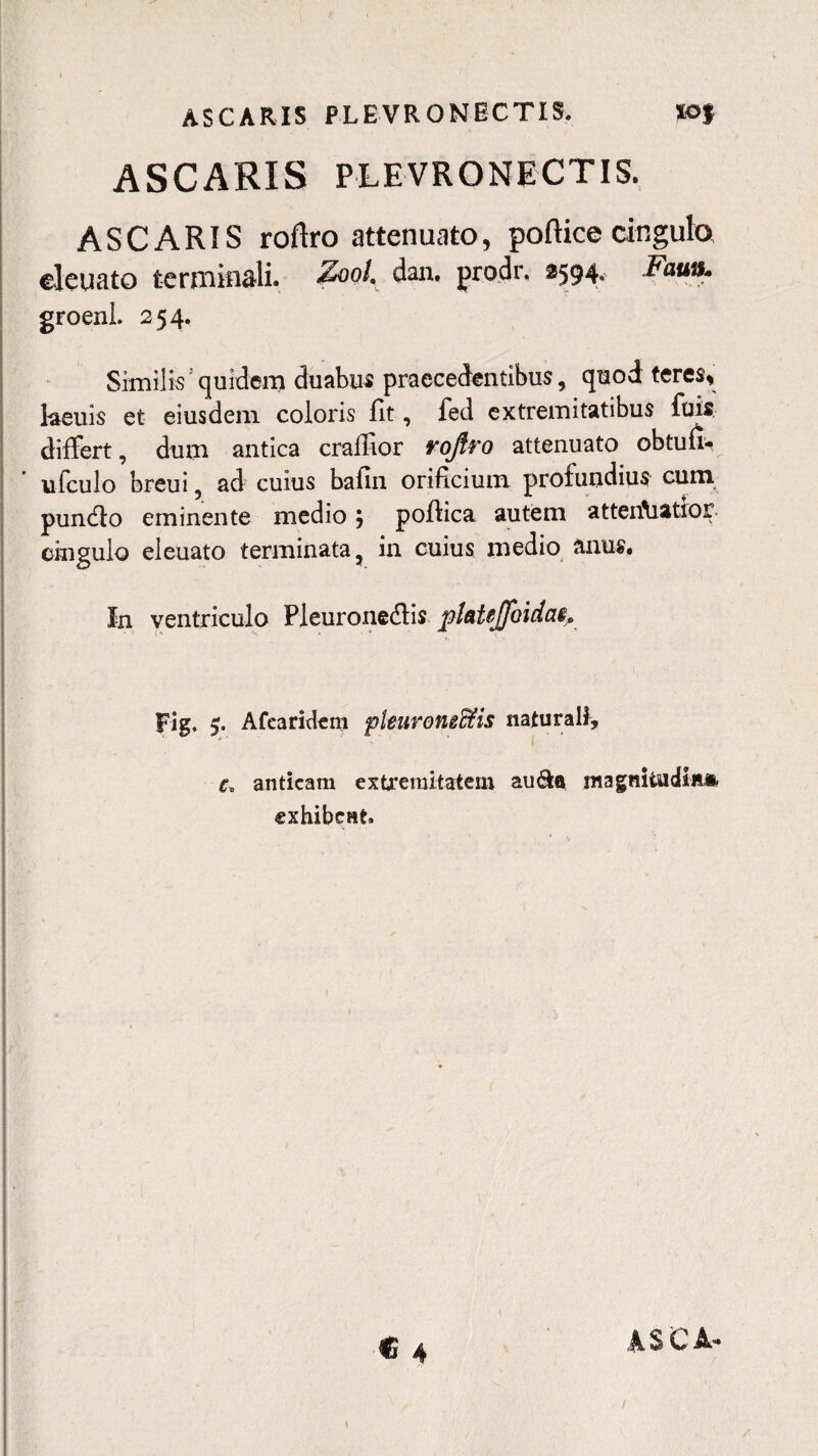 ASCARIS PLE VR ONECTIS. XO| ASCARIS PLEVRONECTIS. ASCARIS roftro attenuato, poftice cingulo, eleuato terminali. Zoot. dan. prodr. 2594. Faun. groenl 254, Similis5 quidem duabus praecedentibus, quod teres* laeuis et eiusdem coloris fit, fed extremitatibus fuis differt, dum antica crafiior rojlro attenuato obtufi- ufculo breui, ad cuius bafin orificium profundius cum pundto eminente medio 5 pofiica autem atten\iatior cingulo eleuato terminata, in cuius medio anus. In ventriculo Pleuronedis platejffoidai» h Fig, 5. Afearidem pleuroneffiis naturali, e, anticam extremitatem au&a magnitudine exhibent.