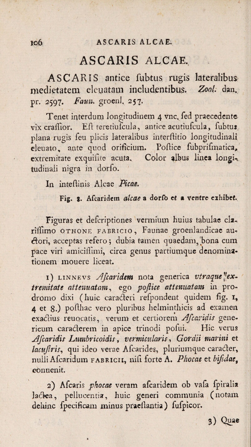 ASCARIS ALCAE, ASCARIS antice fubtus rugis lateralibus medietatem eleqatatn includentibus. Z00L dan. pr. 2597. Fami, groenl. 257; Tenet interdum longitudinem 4 vnc, fed praecedente vix craffior. Ed teretiufcula, antice aeutiufcula, fubtuj plana rugis feu plicis lateralibus interditio longitudinali eleuato, ante quod orificium. Podice fubprifmatica, extremitate exquinte acuta. Color albus linea longis tudinali nigra in dorfo. In intedinis Alcae Picas. Fig. 8. Afcaridem alcae a ciorfb et a ventre cshibet. Figuras et deferiptiones vermium huius tabulae cla- riffimo othone faericio, Faunae groenlandicae aut dori, acceptas refero; dubia tamen quaedam^hona cum pace viri amiciflimi, circa genus partiumque denomina¬ tionem mouere liceat. 1) linnevs Afcaridem nota generica vtraque^ex¬ tremitate attenuatam, ego poJHce attenuatam in pro¬ dromo dixi (huic caraderi refpondent quidem fig. 1, 4 et 8.) podhac vero pluribus heiminthicis ad examen exaclius reuocatis, verum et certiorem Af caridis gene- rieum caraderem in apice trinodi poiui. Hic verus Afcavidis Lnmbricoidis, vermicularis, Gordii marini et heufiris, qui ideo verae Afcarides, pluriumque carader, nulli Afcaridum fabricii, nifi forte A. Phocae et bifidae, ebnuenit. 2) Afcaris phocae veram afearidem ob vafa fpiralia ladea, pellucentia, huic generi communia (notam dehinc fpecificam minus praedantia) fufpicor. 3) Qu.ae