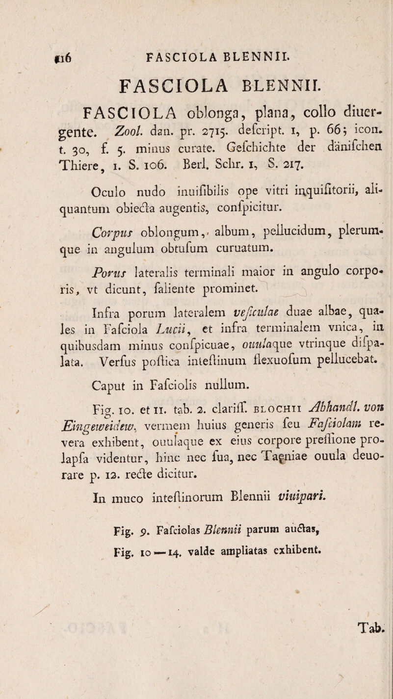 FASCIOLA BLENNII. fi6 FASCIOLA BLENNII. FASCIOLA oblonga, plana, collo diuer- gente. Zool dan. pr. 2715. defcript. 1, p. 66; icon, t. 30, f. 5. minus curate. Geichichte der danifchen Thiere, 1. S. 106. Berl. Schr. 1, S. 217. Oculo nudo inuifibilis ope vitri ii\quifitorii, ali¬ quantum obiecla augentis, confpicitur. Corpus oblongum,* album, pellucidum, plerum¬ que in anguium obtufum curuatum. Porus lateralis terminali maior in angulo corpo¬ ris, vt dicunt, fallente prominet. Infra porum lateralem vejicutae duae albae, qua¬ les in Fafciola Lucii, et infra terminalem vnica, in quibusdam minus confpicuae, ouuIac^uQ vtrinque difpa- lata. Verfus poftica inteftinuin flexuofum pellucebat. Caput in Fafciolis nullum. Fig. 10. et 11. tab. 2. clariff. blochii AbhandL von Eingeweidew. vermem huius generis feu Fafciolcmi re¬ vera exhibent, ouulaque ex eius corpore preflione pro» lapfa videntur, hinc nec iua, nec Fanniae ouula deuo- rare p. 12. rede dicitur. In muco inteAinorum Biennii viuipari. « Fig. 9. Fafciolas Biennii parum au&as, Fig» 10 — 14. valde ampliatas exhibent. Tab.