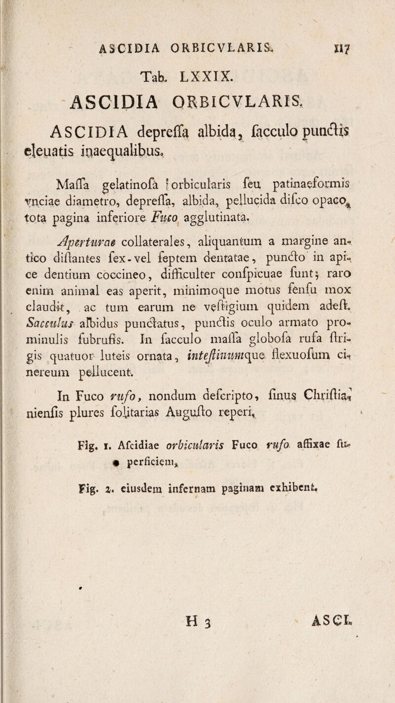 ASCIDIA ORBICVLARIS. «7 Tab, LXXIX. ASC1DIA ORBICVLARIS, A SCI DI A depreffa albida , facculo pundtis ejenatis inaequalibus, MalTa gelatinofa ? orbicularis feu patinaeformis vnciae diametro, depreffa, albida, pellucida dilco opaco4 totei pagina inferiore Fuco agglutinata. Aperturas collaterales, aliquantum a margine am tico diflantes fex-vel feptem dentatae, pundlo in api- ce dentium coccineo, difficulter confpicuae funt; raro enim animal eas aperit, minimoque motus fenfu mox claudit, ac tum earum ne veftigium. quidem adeffi Sacculus albidus punctatus, pundlis oculo armato pro¬ minulis fubrufis. In facculo maila globofa rufa lin¬ gis quatuor luteis ornata, intejIinimc\UQ llexuofiim cn nereum pellucent. In Fuco rufo, nondum aeferipto, finus Cliriffi<ta nienfis plures folitarias Augufto reperi, Fig. 1. Afcidiae orbicularis Fuco rufo, affixae fu* • perficiem* Fig. %> eiusdem infernam paginam exhibent