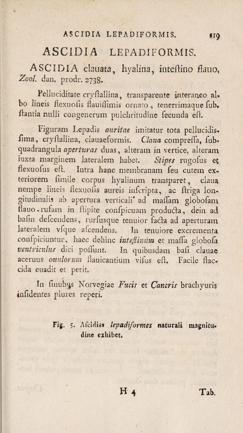 #19 ASCIDIA LEPADIFORMIS. ASCIDIA LEPADIFORMIS. ASCIDIA clauata, hyalina, inteffino flano, Zool. dan. prodr. 2738. Pelluciditate cryflallina, transparente interaneo ah bo lineis fiexuoiis fl.au iffimis ornato , tenerrimaque fub* flantia nulli congenerqm pulchritudine fecunda eff. Figuram Lepadis auritae imitatur tota pellucidis-» Urna, cryAaliina, clauaeformis. Ciana comprefla, fub- quadrangula aperturas' duas, alteram in vertice, alteram iuxta marginem lateralem habet. Stipes rugofus e£ flexuofus efl. Intra hanc membranam feu cutem ex¬ teriorem fimile corpus hyalinum transparet, claua nempe lineis fiexuoiis aureis infcripta, ac flriga lon¬ gitudinalis ab apertura verticali' ad maifam globofam tiauo - rufam in flipite confpicuam producla, dein ad bafin defcendens, rurfusque tenuior fadta ad aperturam lateralem vfque alcendens. In tenuiore excrementa confpiciuntur, haec dehinc intefiimim et raafla globofa ventriculus dici poliunt In quibusdam bafi clauae •aceruus ouulorum fiauicantium vifus efl. Facile flac¬ cida euadit et perit % In fmub^s Norvegiae Fucis et Cancris brachyuris infidentes plures reperi. Fig, 5. Afcidia* lepadiformes naturali magnitu¬ dine exhibet.