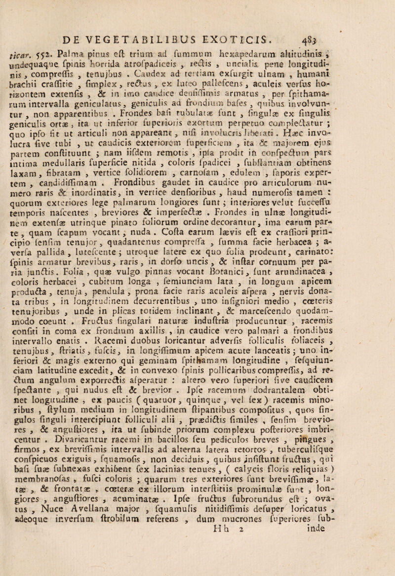 tlcar. 552. Palma pinus efl trium ad funimum hexapedarum altitudinis a undequaque fpmis horrida Utrofpadieeis , redis , uncialia pene longitudi¬ nis , compreBB , tenujbus , Caudex ad tertiam exfurgit ulnam , humani brachii craBitie , Empiex , redus, ex luteo pallefcens , aculeis verfus ho- rizontem extenEs , dc in imo caudice denfiBimis armatus , per fpkhama- rum intervalla geniculatus, geniculis ad frondium bafes , quibus involvun¬ tur , non apparentibus . Frondes bafi tubulatae fune , lingulae ex fmgulis geniculis ortae, ita ut inferior fuperions exortum perpetuo complodatur ; quo ipfo fit ut articuli non appareant, nifi involucris liberati. Haec invo¬ lucra Eve tubi , ut caudicis exteriorem fuperficiem , ita dc majorem ejus partem conftituunt ; nam iifdem remotis , ipla prodit in eonfpedum pars intima medullaris fuperficie nitida , coloris Ipadicei , fubftamiatn obtinens laxam, fbratam , vertice folidiorem , carnofani , edulem , faporis exper¬ tem , candidiflimam . Frondibus gaudet in caudice pro articulorum nu¬ mero raris dc inordinatis, in vertice denfioribus , haud numerofis tamen : quorum exteriores lege palmarum longiores funt; interiores velut fuceeBu temporis nafcetites , breviores & imperfedae . Frondes in ulnae longitudi¬ nem extenfae utrinque pinato foliorum ordine decorantur, ima earum par¬ te , quam fcapum vocant, nuda . Cofta earum laevis eft ex craffiori prin¬ cipio (enfim cenujor , quadantenus compreBa , fumma facie herbacea ; a- verfa pallida, lutefcente ; utroque latere ex quo folia prodeunt, carinato: fpinis armatur brevibus, raris, in dorfo uncis, dc inftar cornuum per pa¬ ria jundis. Folia , quas vulgo pinnas vocant Botanici, funt arundinacea , coloris herbacei , cubitum longa , femiunciam lata , in longum apicem produda , tenuja, pendula , prona facie raris aculeis afpera , nervis dona¬ ta tribus , in longitudinem decurrentibus , uno infigniori medio , cceteris tenujoribus , unde in plicas totidem inclinant , 8c marcefcendo quodam¬ modo coeunt . Frudus lingulari naturae induftria producuntur , racemis confiti in coma ex frondium axillis , in caudice vero palmari a frondibus intervallo enatis . Racemi duobus loricantur adverfis folliculis foliaceis , tenujbus, ftriatis, fufeis, in IongiBimum apicem acute lanceatis ; uno ioy feriori dc magis externo qui geminam fpithamam longitudine , fefquiun- ciam latitudine excedit, dc in convexo fpinis pollicaribus compreBis, ad re- dum angulum exporredis afperatur : altero vero fuperiori fi ve caudicem fpedante , qui nudus efl dc brevior . ipfe racemum dodrantalem obti¬ net longitudine , ex paucis (quaruor, quinque, vel fex) racemis mino¬ ribus , flylum medium in longitudinem Bipantibus compofitus , quos fin- gulos Enguii intercipiunt folliculi alii , praedidis Emiles , fenfim brevio¬ res , dc anguftiores , ita ut fubinde priorum complexu poEeriores imbri¬ centur . Divaricantur racemi in bacillos feu pediculos breves , pingues , Ermos, ex brevi Bimis iutervallis ad alterna latera retortos , tuberculifque confpicuos exiguis, fquamoEs, non deciduis, quibus jnfifhmt frudus, qui bafi fuae fubnexas exhibent fex lacinias tenues , ( calycis floris reliquias) membranofas , fufei coloris ; quarum tres exteriores funt breviBImae* la¬ tae , dc frontatae , craterae ex illorum interftitiis prominulae funt , lon¬ giores , angufliores , acuminatae . Ipfe frudus fubrotundus eft ; ova¬ tus , Nuce Avellana major , fquatnulis nitidiBImis defuper loricatus , adeoque inverfum ftrobilum referens , dum mucrones fuperiores fub- H h 2 inde