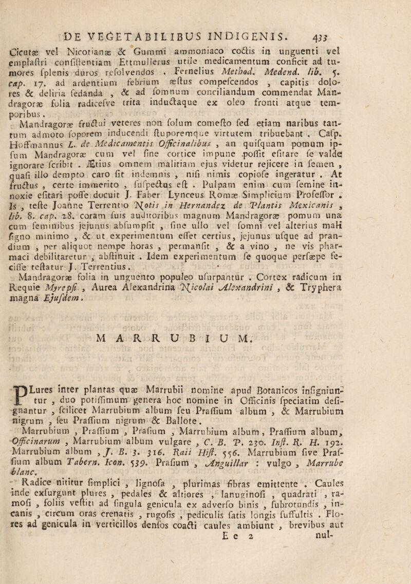 Cicutge vel Nicotianae Sc Gummi ammoniaco codlis ia unguenti vel emplaftri confidentiam Ettmullerus utile medicamentum conficit ad tu¬ mores fplenis duros rcfolvendos . Eernelius Metbod, Medend. lib. 5° cap. 17! ad ardentium febrium seflus compefcendos 3 capitis dolo¬ res & deliria fedanda , Sc ad fomnum conciliandum commendat Man¬ dragorae folia radicefve trita indudaque ex oleo fronti atque tem¬ poribus. ' Mandragorae frudui veteres non fofum comeflo fed etiam naribus tan¬ tum admoto foporem inducendi (luporemque virtutem tribuebant , Cafp. Hoffimannus L. de Medicamentis Officinalibus 3 an quifquam pomum ip- fum Mandragora cum vel fine cortice impune .pofiit efitare fe valdq ignorare fcribit . jfitius omnem malitiam ejus videtur rejicere in femen , quafi ilio dempto caro fit indemnis , mfi nimis copiofe ingeratur . At frudus , certe immerito , fufpedus eft . Pulpam enim cum femine in¬ noxie efitari poffie docuit J. Faber Lynceus Romae Simplicium Profelfor • Is 3 tefte Joanne Terrentio T^otis in Hernandez de Viantis M&xicanis , lib. 8. cap. 28. coram fu is auditoribus magnum Mandragorae pomum una cum feminibus jejunus abfumpfit , fine ullo vel fomni vel alterius maH figno minimo 3 Sc ut experimentum effiet certius, jejunus ufque ad pran¬ dium 5 per aliq uot nempe horas , permanfit 3 Sc a vino 3 ne vis phar¬ maci debilitaretur ; abfiinuit . Idem experimentum fe quoque perfsepe fe¬ ci fi e teftatur J._ Terrentius , Mandragorae folia in unguento populeo uTurpantur . Cortex radicum in Requie Myrepfi , Aurea Alexandrina MJcolai Mlsxandrini 5 Sc Tryphera magna Ejufdem. MARRUBIUM. PLures inter plantas quae Marrubii nomine apud Botanicos infigniutl- tur 3 duo potifiimum genera hoc nomine in Officinis fpeciatim defi- gnantur 3 fcilicet Marrubium album feu Prafiium album , & Marrubium nigrum , feu Praffmm nigrum Sc Ballote. Marrubium , Prafiium , Prafium , Marrubium album, Prafiium album. Officinarum , Marrubium album vulgare , C. B. T. 230. Infl. R. H. 192. Marrubium album , J. B. 3. 316. Raii Hifi. 556. Marrubium five Praf- fium album Tabem. Icon. 555?. Prafium 3 Mnguillar : vulgo 3 Marrube blanc. Radice nititur fimplici 3 lignofa 3 plurimas fibras emittente . Caules inde exfurgunt plures 5 pedales Sc altiores , lanuginofi , quadrati s ra- mofi 3 foliis vefiiti ad lingula genicula ex adverfo binis , fubrotundis , in¬ canis , circum oras crepatis 3 rugofis , pediculis fatis longis fuffiultis . Flo¬ res ad genicula in verticillos denfos coafti caules ambiunt , brevibus aut £ e 2 nui-