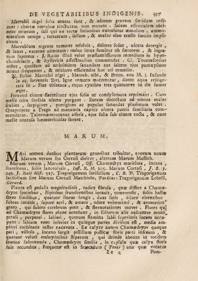 HkrmWi nigri folia amara fu-nt , Sc odorem gravem foetidum refc- jtmt : chartae coeruleas tindfuram non mutant . Salem effentialem obtl** nent mixtum , fali qui ex terrae lotionibus extrahitur aemulum- , ammo- niacalem nempe , tartaream > lalfum ySc multo-oleo Craffo fostido impli^ citum . Marrubium nigrum tumores refolvit , dolores fedat , ulcera detergit ,, & fanat , externe admotum; rarius intus fumitur ob foetorem , Sc ingra- mw faporem - J Rajus illud velut prsftantUimurri remedium in hypo¬ chondriacis , & -hyftericis affe&ionibus commendat . Gl. Tournefortius refert, quofdam ad arthritidem fanandam aut falcem ejus paroxyfmos minus5frequentes , Sc mitiores efficiendos hoc uti remedio. ^C. Folior- Marrubii nigri , Marrub* albi > Sc Beton. ana M. j. Infunde m aq. ferventis jbvj. Igne remoto macerentur, donec aqua refrige¬ rata fit r- Fiak colatura , cujus cyathos tres quacuorve in die fumat seger. , ... • . Ferventi cinere flaccefcunt ejus foiia ur condylomata reprimant . Cum meile trita fordida ulcera purgant . Eorum deco&um ad omnes malas fcabies , ferpigines , porrigines ac papulas fanandas plurimum valet . Quapropter a Trago ad manantia capitis ulcera pueris familiaria com~~ jnendatur. Tabernae montanus a fleri t, ejus folia feb- cinere co&a 5 Sc cuoi5 meile contufa hsemorrhoidas fanare. m A K V Mv MAri nomen duobus plantarum generibus tribuitur, quorum unum Marum verum feu Cortufi dicitur , alterum Marum Maflich. Marum verum , Marum Cortufi , Ojf, Cbamasdtys maritima , incana fratefcens, foliis lanceolacis , Inflo R. H. 205. Marum Cortufi , J. B. 04-2. J. Raii Hift. 527* Tragoriganum latifolium , C. B. V\ Tragoriganum latifolium fi ve Marum Cortufi Matthiolo, Tarkins: Tragoriganum£.obeli?3 Gerard, Planta eH pedalis magnitudinis 3 radice fibrofa , qua; differt a Chamse- dryos fpeciebus , ffipitibus frutefcentibus incanis, toraentofis, foliis haflae ferro fimilibus, qua tuor’ lineas longis , duas latis , dilute virentibus fubtus incanis, fapore acri, Sc amaro , odore vehementi , Sc aromatico* grato , qui fubito cerebrum petit , Sc flernutationes movet . Flores quj ad Chamaedryos flores plane accedunt, in foliorum alis tiafctmtur mono^ petali , purpurei , Iabiati , quorum flamina labii fuperioris locum occu¬ pant : labium veto inferius in quinque partes di vi fu m eft , media am¬ pliori cochlearis inffar excavata . Ex calyce autem Chamsedryos quoque pari , villofo ^ incano furgit pifllllura poftteas floris parti infixum , Sc quatuor veluti embryonibus ffipatum , qui deinde abeunt iii totidem femina fubrotunda , CHamsedryos fimilia , in capfula quse calyx floris fuit recondita. Frequens* eft in Stsecadum ( Teres) una quae .vocatur E e 4 ' Pom*