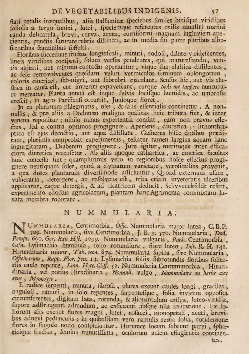 flati petalis inaequalibus, aliis Balfatnin* fpeciebus fimiles binifque viridibus foliolis a tergo innixi, lutei , fpeciemque referentes exilis monftri marini cauda delicatula, brevi, curva, acuta, comiformi magnam ingluviem ape¬ rientis, pundis faturate rubris diftindi, ac in media fui parte pluribus albe- fcentibus flaminibus fuffulti. Floribus fuccedunt frudus longiufculi, minuti, nodofi, dilute -viridefcentes, lineis viridibus confperii, folum verfus pendentes, qui maturefcendo, ven¬ tis agitati „ aut minimo contadu aperiuntur, vique fu a elaftica diffilentes , ac fefe retro volventes quofdam veluti vermiculos feminum oblongorum 3 coloris cinericei, fub-nigti, aut fiibrubri ejaculant. Senfiis hic, aut vis ela¬ ftica in caula eft, cur imperiti expavefcant, curque Noli me tangere nuncupa¬ ri mereatur. Planta annua efl inque fylvis lociique humidis $ ac umbrofis cvefcit, in agro Parifienfi occurrit, Junioque floret. I11 ea plurimum phlegmatis, olei , & falis eflentialis continetur , A non¬ nullis , & pxx aliis a Dodonseo maligna qualitas huic tributa fuit, & inter venena reponitur ; nihilo minus experientia conflat, eam non pravos effe¬ ctus , fed e contra optimos progignere . Aperiens , diuretica , lithonthrN ptica eft ejus decodio , aut aqua diftillata . Gefnems hifce dotibus prodi¬ tam , plurimis comprobat experimentis , teftatur tamen largius aquam hanc ingurgitatam , Diabetem progignere . Jure igitur; meritoque inter effica- ciora diuretica recenfetur . Ab aliis quoque cathartica , ac emetica facultas huic conceffa fuit : quamplurimis vero in regionibus hofce effedus progi¬ gnere neutiquam folet, quod a clymatum varieta.te , verofimilius provenit, a qua dotes plantarum diyerfimode afficiuntur 5 Quoad externum ufum , vulneraria , detergens , ac refblvens efl , trita etiam inveteratis ulceribus applicatur, eaque detergit, & ad cicatricem deducit. Sclwvenckfeldt refert, experimento eaodus agricolarum, plantam hanc Agrimonia commixtam lu¬ xata membra roborare . nummularia; NUmmularia, Centimorbia, Offic. Nummularia major lutea, GB.PL 3°9- Nummularia, fi ve Centimorbia , J. B. 3. 37 o. Nummularia , Dod. PempL 600. Ger. Raii Hift. 1099. Nummularia vulgaris , Park. Centimorbia 3 Gefn. Lyfimachia humifufa, folia rotundiore , flore luteo, Infl. R. H. ifl. Hirundinaria minor, ftab. icon. 874. Nummularia lupina , fi ve Nummularia , Officinarum , Rupp. Flor. J en. 14. Lyfimachia foliis fubrotundis floribus (blita- riis caule repente, Lim. Hort.Cliff. 52. Nummularia Centummorbia , Hirun¬ dinaria , vel potius Hirudinaria , Nomull. vulgo , Nummulaire oh berbe arn £cus , Monnojer # E radice ferpeiiti, minuta, fibrofa , plores exeunt caules longi , graciles » angulofi , ramofi , in folo repentes , ferpentefque , folia invicem oppofita circumferentes, digitum lata, rotunda, & aliquantulum crifpa, luteo-viridia^ fapore adflnngenti admodumac exficcanti abique ulla irritatione . Ex fo¬ liorum alis exeunt flores magni , lutei , tofacei, monopetali , acuti, brevi¬ bus adnexi pedunculis , in quibufdam vero ramulis terna folia, totideniquc flores In fingulo nodo confpiciuntur* Horumce locum fubeunt parvi 9 fphse- ficique frudus 2 femina minutiiEma, ©culorum aciem effugientia coatinen-