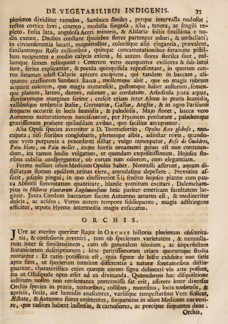 plurimos dividitur ramulos, Sambuco fimiles, perque intervalla nodofbs , te&os cortice lovi, cinereo, medulla fungofa , alba , tenera, ac fragili re¬ pleto. Folia lata, angulofaAceri minoris, & Alifaria? foliis fimiliima e no¬ dis exeunt. Duobus conflant fpeciebus flora parumper odori, & umbellatij in circumferentia locati, magnitudine, colorifque albi elegantia, praevalent, fimilanturque Rofis exilioribus , quinque concamerationibus foramine piftil- lum recipientes e medio calycis exiens, hi autem flores fteriles funt , nul¬ lumque femen relinquunt: Centrum vero occupantes exiliores & fub-lutei funt, ferius explicantur, & pocula quinquifida reprofentant, in quorum cen¬ tro foramen adeft Calycis apicem excipiens, qui tandem in baccam , ali¬ quanto craffiorem Sambuci Bacca , mollemque abit, quo eo magis rubrum acquirit colorem, quo magis maturefcit, guftumque habet aufterum,femen¬ que planum, latum, durum, rubrum, ac cordatum. Arbufcula juxta aquas, Buviorumque margines feritur ; crefcit etiam inter Alnos in pratis humidis, vallibufque umbroiis Italio, Germania?, Gallia?, Anglio, & in agro Parifienfi frequens occurrit in locis humidis , 8c paludofis, Majo floret , bacca? vero Autumno maturationem nancifcuntur, per Hyemem perdurant, pabulumque gratiffimum pra?bent quibufdam avibus, quo facilius aucupantur. Alia Opuli fpecies invenitur a D. Tournefortio , Opulus flore ghbofo , nun¬ cupata ; nifi floribus conglobatis, plerumque albis, adinftar ni vis, quando¬ que vero purpureis a procedenti diftat; vulgo nuncupatur, Rofle de Gueldres, Pain blanc, ou Pain moliet, inque hortis ornamenti genus efl: non contenen- dum, ita tamen hodie vulgatum, ut quondam exquifitiflimum. Hujufce flo¬ ribus cubilia confperguntur, ob eorum tum odorem, cum elegantiam. Ferme nullum ufum Medicum Opulus habet. Nonnulli afferunt, aquam di- ftillatam florum ejufdem urinas ciere, arenulafque depellere . Prevotius a£ ferit, jufculo pingui, in quo ebulliverint 3 ij. fru&us hujufce planto cum pau¬ ca Abfintii fummitatum quantitate, blande vomitum excitari. Dalemcham- pius in Hifloria plantarum Lugdunenflum huic pariter emeticam facultatem lar¬ gitur. Juxta Cordum baccarum fuccus Autumno amarus efl:, & mediocriter dulcis , ac acidus ; Verno autem tempore fiiblequente , magis adftringens efficitur, utpote Hyeme intermedia magis exfiecatus. ORCHIS. JUre ac merito queritur Rajus in O r c h i s hifloria plurimum obfcurita- tis, & confufionis inveniri, tum ob fpecierum varietatem , & nonnulla¬ rum inter fe fimilitudinem , tum ob generalem nimium , ac imperfediam Botanicorum defcriptionem ; hinc perinfirmorum etiam quorumque ftudia morantur : Et ratio potiflima efl, quia figuro de hifce exhibito non fatis apto funt, ut fpecieruin omnium differentio a naturo fcrutatoribus diftin- guantur, charateriftica enim quoque earum figna delineari vix arte poffunt, ita ut OEdipode opus eflet ad ea divinanda. Quamobrem hac difquifitione inftituto noftro non confentanea protermifla fat erit, aflerere inter diverfas Orchis fpecies in pratis, nemoribus, collibus , montibus, locis umbrofis, apricis, ficcis, aut humidis enafcentes, variifque tempeflatibus Vere fcilicct, ALftate, & Autumno flores emittentes, frequentius in ufum Medicum eas veni¬ re, quo radices habent bulbofas, & carnaliores, ac procipue fequentes duas • Orchis,,