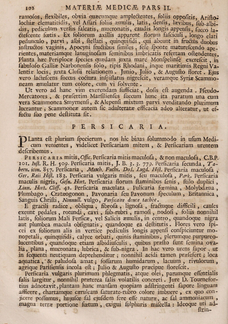 ramofos, flexibiles, obvia quaeeumque ample&entes, foliis oppofitis, Arifto- lochiae:■ clematitidis, vel Affari foliis aemulis, latis, denfis, laevibus, fub-albi- dis, pediculum verfus falcatis, mucronatis, caudis longis appenfis, Cacco la- «ftefcente foetis . Ex foliorum axillis apparent florum fafciculi , longo elati pedunculo , parvi , albi, ftellati , quinquifidi, o]ui abeunt in fru<ftus duobus inftru&os vaginis, Apocyni frudibus fimiles , fefe fponte maturefcendo ape¬ rientes, materiamque lanuginofam feminibus imbricatis refertam oftendentes. Planta haec Periplocae fpecies quaedam juxta mare Monipelinfe excrefcit , in fabulofo Gallia? Narbonenfis lolo, ripis Rhodam, mque maritimis Regni Va¬ lentia? locis, juxta Clufii relationem . Junio, Julio , & Augufto floret. Ejus vero la&efcens fuccus codura infpifiatus nigrefcit, veramque Syriae Scammo¬ neam aemulatur tum colore, cum vi folvente . Ut vero ad hanc vim exerendam fufliciat, dofis efl augenda . Pfeudo- Mercatores , & praefertim Marfllienfes fuccum hunc ita paratum una cum vera Scammonea Smyrnenfi, & Alepenfi mixtum parvi venditando plurimum lucrantur; Scammoneas autem fic adulteratae efficacia adeo alteratur, ut ef- fudu fuo pene deflituta fit. PERSICARIA. PLanta eft plurium fpecierum , nos hic binas folummodo in ufiim Medi¬ cum venientes , videlicet Perficariam mitem , 3c Perficariam urentem defcribemus . Persicaria mitis, Cffic. Perficaria mitis maculofa, & non m a culo fa, CB.P* ioi. inft. R. H* 509. Perficaria mitis, J. B. 3. 3. 779. Perficaria fecunda, Ta¬ bem. icon. S57. Perficaria , Mauh. Fuchs. Dod. Lugd. Hift. Perficaria maculofa , Ger. Raii Hift. 183. Perficaria vulgaris mitis , feu maculofa ^ Pari. Perficaria maculis nigris, Gefn. Hort. Perficaria florum flaminibus fenis , ftilo duplici , Linn. Hort. Cliff. 42. Perficaria maculata , Pulicaria femina , Molybdaena , plumbago , Crataeogonon , Pavonaria feu Pavonum fpeculum , Britannica , Sanguis Chrifli, Nonnull vulgo, Perficaire douce tachee. E gracili radice , obliqua , fibrofa , lignofa , fraduque difficili , caules exeunt pedales , rotundi, cavi, fub-rubri , ramofi , nodofi , foliis nonnihil latis, foliorum Mali Perficae, vel Salicis aemulis, in centro, quandoque nigra aut plumbea macula obfignatis , quandoque ea deftitutis . Flores vero fpi- cei ex foliorum alis in vertice pediculis longis appenfi confpiciuntur mo¬ lio petali, quinquifidi, calyce orbati, quinis flaminibus, plerumque purpureo- lucentibus, quandoque etiam albidiufculis , quibus praefto funt femina ova¬ lia, plana, mucronata, lubrica, & fub-nigra . In hac vero urens fapor , ut in fequenti neutiquam deprehenditur ; nonnihil acidi tamen prafefert; loca aquatica, & paludofa amat; foflarum humidarum , lacuum , rivulorum, agrique Parifienfis incola efl; Julio & Augufto praecipue florefcit. Perficaria vulgaris plurimum phlegmatis, atque olei, parumque effentialis falis largitur, nonnihil praeterea falis volatilis concreti. Jure D. Tournefor- tius adnotavit, plantam hanc manfam quopiam adftringenti fapore linguam afficere, chartamque caeruleam faturate-rubro colore imbuere , ex quo con¬ jicere poftumus, hujufce fal ejufdem fere elfe naturae, ac fal ammoniacum , magna terrae portione foetum , exigui fulphuris mifcella ; Ideoque uti ad- ftrin-