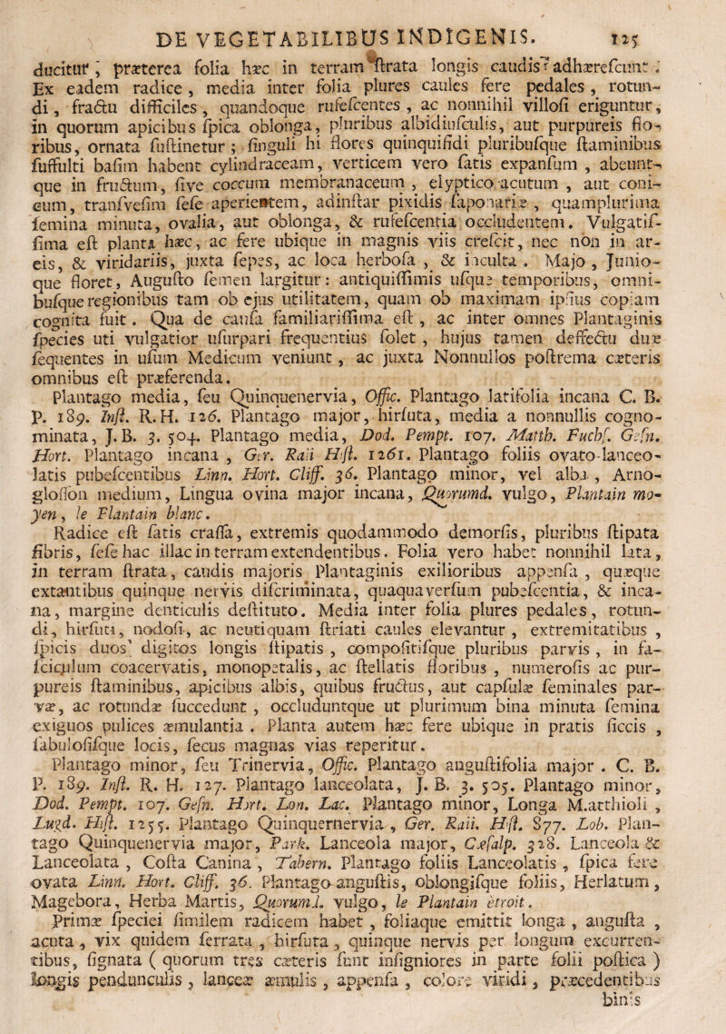 ducitut4 i prxterea folia hxc in terram (Irata longis caudis*? adharefcunt Ex eadem radice , media inter folia plures caules fere pedales rotun¬ di , frabtu difficiles, quandoque rnfefoentes , ac nonnihil villofl eriguntur. In quorum apicibus fpica oblonga, pluribus albidiuictilss, aut purpureis fio~? ribus, ornata fu (linetur ; ftnguii hi flores quinquifldi pluribufque flaminibus fuffulti bafim habent cylindraceam, verticem vero fatis expanfum , abeunti que in frudum, five coccum membranaceum, eiypt ico -acutum , aut coni- eum, tranfveflni fefe aperientem, adindar pixidis faponatix , qua mpluri ma femina minuta, ovalia, aut oblonga, Sc mfefcentia occludentem. Vulgatif- iima eft pianti hxcy ac fere ubique in magnis viis credit, nec non in ar¬ eis, & viridariis, juxta fepes, ac loca herbofa , & inculta . Majo, Junio- que floret3 Augufto femen largitur: antiquiffimis ufque temporibus, omni- bufqueregionibus tam ob ejus utilitatem, quam ob maximam ipflus copiam cognita fuit. Qua de caofa familiariffima eft , ac inter omnes Plantaginis fpecies uti vulgatior ufurpari frequentius folet , hujus tamen deffedu dux fequentes in ufiim Medicum veniunt, ac juxta Nonnullos poftrerna exteris omnibus eft prxferenda. Plantago media, feu Quinquenervia, Offic. Plantago latifolia incana C. B. P. 189. Inft. R. H. 12(5. Plantago major, hirfuta, media a nonnullis cogno¬ minata, J.B. 3. 504. Plantago media, Dod. Pempt. 107. Matth. Fuchf. G?fn. Hort. Plantago incana , Gtr. Rali Hft. 1261. Plantago foliis ovato-lanceo- latis pubefeentibus Lmn. Hort. Clijf. 36. Plantago minor, vel alba , Arno- gloflbn medium, Lingua ovina major incana, QmrwmdL. vulgo, Planta in mo- yen, le Plantain blanc. Radice eft fatis crafla, extremis quodammodo demorfls, pluribus ftipata fibris, fele hac illae in terram extendentibus. Folia vero habet nonnihil lata, I11 terram ftrata, caudis majoris Plantaginis exilioribus appenfa , quxque extautibus quinque nervis diferimmata, quaquaverfiim pubefeentia, & inca¬ na, margine denticulis deftituto. Media inter folia plures pedales, rotun¬ di, hirfiiti, nodoft, ac neutiquam ftriati caules elevantur, extremitatibus , ipicis duos' digitos longis ftipatis , compofltifque pluribus parvis , in fa- fciqftum coacervatis, monopetalis, ac ftellatis floribus , nutnerofts ac pur¬ pureis flaminibus, apicibus albis, quibus fru&us, aut capfulx feminales par- vx, ac rotunda? fuccedunt , occluduntque ut plurimum bina minuta femina exiguos pulices xmulantia . Planta autem hxz fere ubique in pratis ficcis , fabulofifque locis, fecus magnas vias repentur. Plantago minor, feu Trinervia, Offic. Plantago anguftifolia major . C. B. P. 189. Inft. R. H, 127. Plantago lanecolata, J. B. 3. 505. Plantago minor, Dod. Pempt. 107. Gefn. Hort. Lon. Lacr Plantago minor. Longa M.atthioli , Lugd. Hift. 1255. plantago Quinquemervia , Ger. Rati. Hft. 877. Lob. Plan¬ tago Quinquenervia major, Park. Lanceola major, Cxfalp. 528. Lanceola & Lanceolata , Cofta Canina , Tabem. Plantago foliis Lanceolatis , fpica fere ovata Lmn. Hort, Cliff. 36. Plantago anguftis, oblongifque foliis, Herlatu.ro, Magebora, Herba Martis, QuorumL vulgo, le Plantain etroit. Primte fpeciei fimilem radicem habet , foliaque emittit longa , angufta , acuta, vix quidem ferrata , hirfuta, quinque nervis per longum excurren¬ tibus, Agnata ( quorum tres exteris funt inflgniores in parte folii poftica ) longis pendunculis 5 lancea? amulis, appenfa , colore viridi, procedentibus blnts