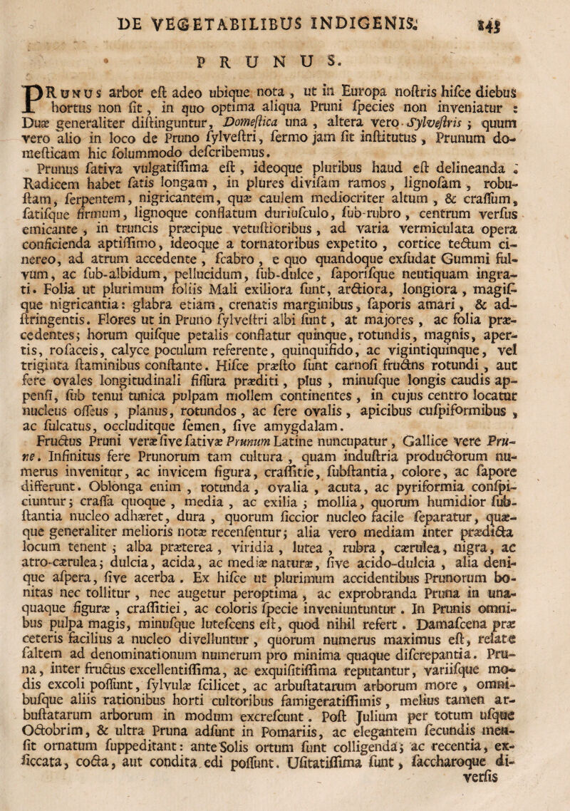 PRUNUS. PR 0 n u s arbor eft adeo ubique nota , ut in Europa noftris hifce diebus hortus non fit, in quo optima aliqua Pruni fpecies non inveniatur z Duo generaliter diftinguntur, Domefiica una , altera vero Sylvefiris; quum vero alio in loco de Pruno fylveftri, fermo jam fit inftitutus , Prunum do- nxefticam hic folummodo defcribemus. Prunus fativa vulgatiflima eft, ideoque pluribus haud eft delineanda ; Radicem habet fatis longam , in plures divifam ramos, lignofam , robu- ftam, ferpentem, nigricantem, quo caulem mediocriter altum , Sc cralTum, fatifque firmum, lignoque conflatum duriufculo, fub-rubro , centrum verfus emicante , in truncis praecipue vetuftioribus , ad varia vermiculata opera conficienda aptiftimo, ideoque a tornatoribus expetito , cortice tedum ci¬ nereo, ad atrum accedente , fcabro , e quo quandoque exfudat Gummi ful¬ vum, ac fu b-albidum, pellucidum, fub-dulce, faporifque neutiquam Ingra¬ ti. Folia ut plurimum foliis Mali exiliora funt, ardiora, longiora, magifc que nigricantia: glabra etiam, crenatis marginibus, faporis amari, & ad- ftringentis. Flores ut in Pruno fylveftri albi fiint, at majores , ac folia pro¬ cedentes; horum quifque petalis conflatur quinque, rotundis, magnis, aper¬ tis, rofaceis, calyce poculum referente, quinquifido, ac vigintiquinque, ve! triginta flaminibus conflante. Hifce proflo funt carnofi frudns rotundi, aut fere ovales longitudinali fifliira proditi, plus , minufque longis caudis ap- penfi, fub tenui tunica pulpam mollem continentes , in cujus centro locatur nucleus offeus , planus, rotundos , ac fere ovalis, apicibus eufpiformibus , ac fulcatus, occluditque femen, five amygdalam. Frudus Pruni vero five fativo Prunum Latine nuncupatur, Gallice Vere Prw~ ne. Infinitus fere Prunorum tam cultura , quam induftria produdorum nu¬ merus invenitur, ac invicem figura, craffitie, fubftantia, colore, ac fapore differunt. Oblonga enim , rotunda, ovalia , acuta, ac pyriformia confpi- duntur; craffa quoque , media , ac exilia ; mollia, quorum humidior fub¬ ftantia nucleo adhoret, dura , quorum ficcior nucleo facile feparatur, quo¬ que generaliter melioris noto recenfentur; alia vero mediam inter prodtda locum tenent; alba proterea , viridia , lutea , rubra , corulea, nigra, ac atro-corulea; dulcia, acida, ac medio naturo, five acido-dulcia , alia deni¬ que afpera, five acerba . Ex hifce ut plurimum accidentibus Prunorum bo¬ nitas nec tollitur , nec augetur peroptima, ac exprobranda Pruna in una¬ quaque figuro , craffitiei, ac coloris fpecie inveniuntuntur . In Prunis omni¬ bus pulpa magis, minufque lu-tefcens eft, quod nihil refert. Damafcena pro ceteris facilius a nucleo divelluntur, quorum numerus maximus eft, relate faltem ad denominationum numerum pro minima quaque diferepantia. Pru¬ na, inter frudus excellentiflima, ac exquifitiffima reputantur, variifque mo¬ dis excoli poflunt, fylvulo fcilicet, ac arbuftatarum arborum more , orani- bufque aliis rationibus horti cultoribus famigeratiffimis, melius tanien ar¬ buftatarum arborum in modum excrefcunt. Poft Julium per totum ufque Odobrim, & ultra Pruna adfunt in Pomariis, ac elegantem fecundis mea- fit ornatum fuppeditant: ante Solis ortum funt colligenda; ac recentia, ex- ficcata, coda, aut condita edi poffunt* Ufitatiffima funt, faccharoque di- verfis
