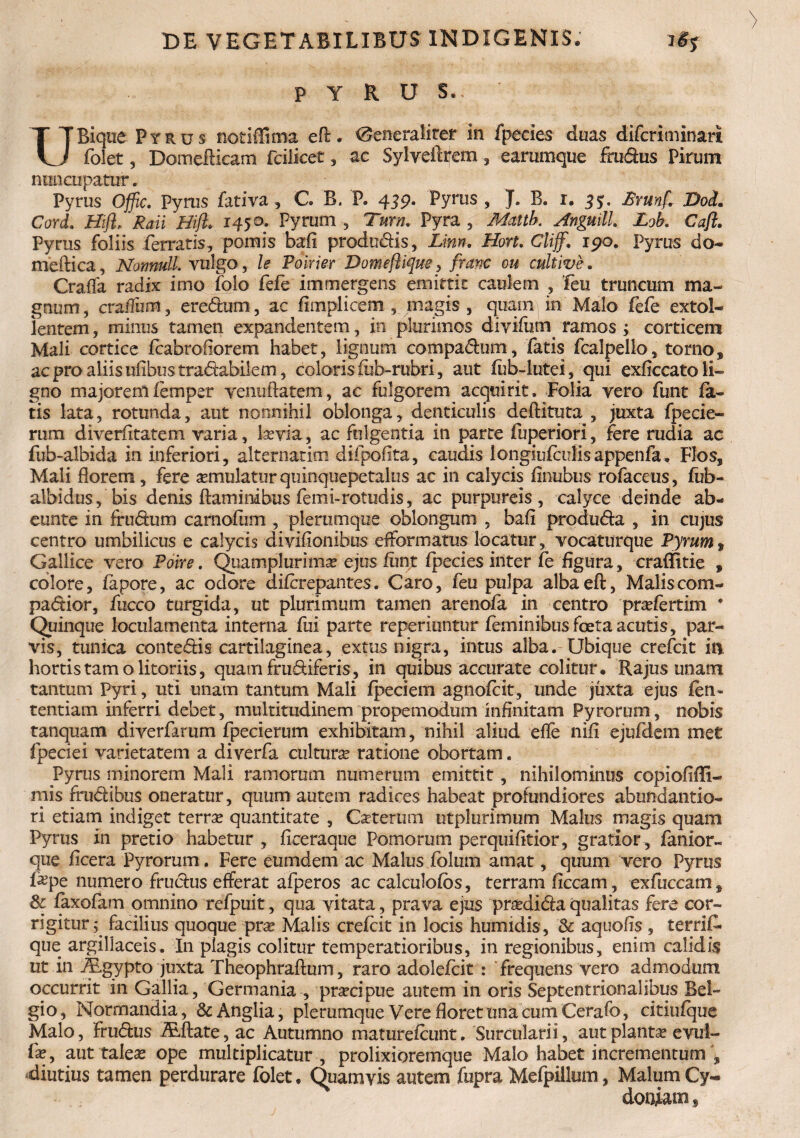 P Y R U S. UBique P y r u s notiffima eft . Generaliter in Ipecies duas difcriminari folet, Domefticam fciiicet, ac Sylveftrem, earumque frudus Pirum nuncupatur. Pyrus Offic. Pyrus fativa , C. B. P. 439. Pyrus , J. B. r. 35;. Isrunfc Dod. Cord. Hifl, Raii Hiflc 1450. Pyrum , Turn. Pyra , Mattb. AnguilL Lob. Caft. Pyrus foliis ferratis, pomis bafi produdis, Linn. Hort. Clijf. 190. Pyrus do- medica, Normull. vulgo, le Poirier Domeflique? franc ou cultive. CrafTa radix imo io lo fefe immergens emittit caulem , feu truncum ma¬ gnum, cvadurn, eredtum, ac fimplicem , magis , quam in Malo fefe extol¬ lentem , minus tamen expandentem, in plurimos divifiim ramos ; corticem Mali cortice fcabroiiorem habet, lignum compadum, fatis fcalpello, torno, ac pro aliis ufibus tradabilem, coloris fcb-rubri, aut fub-lutei, qui exficcato li¬ gno majore ni femper venuftatem, ac fulgorem acquirit, Folia vero funt la¬ tis lata, rotunda, aut nonnihil oblonga, denticulis deftituta , juxta fpecie- rum diverfitatem varia, laevia, ac fulgentia in parte fuperiori, fere rudia ac fub-albida in inferiori, alternarim difpofita, caudis iongiufciilisappenfa* Flos, Mali florem, fere aemulatur quinquepetalus ac in calycis finubus rofaceus, fub- albidus, bis denis flaminibus femi-rotudis, ac purpureis, calyce deinde ab- eunte in frudum carnofum , plerumque oblongum , bafi produda , in cujus centro umbilicus e calycis divifionibus efformatus locatur, vocaturque Pyrum , Gallice vero Poire. Qiiamplurimse ejus fiint fpecies inter fe figura, craflitie , colore, fapore, ac odore difcrepantes. Caro, feu pulpa albaeft, Maliscom- padior, fucco turgida, ut plurimum tamen arenofa in centro prafertim * Quinque loculamenta interna fui parte reperiuntur feminibus foeta acutis, par¬ vis, tunica contedis cartilaginea, extus nigra, intus alba. Ubique crefcit in hortis tam olitoriis, quam frudiferis, in quibus accurate colitur* Rajus unam tantum Pyri, uti unam tantum Mali fpeciem agnofcit, unde juxta ejus fen- tentiam inferri debet, multitudinem propemodum infinitam Pyrorum, nobis tanquam diverfarum fpecierum exhibitam, nihil aliud effe nifi ejufdem met fpeciei varietatem a diverfa cultura ratione obortam. Pyrus minorem Mali ramorum numerum emittit, nihilominus copiofiffi- mis frudibus oneratur, quum autem radices habeat profundiores abundantio- ri etiam indiget terrae quantitate , Caeterum utplurimum Malus magis quam Pyrus in pretio habetur , ficeraque Pomorum perquifitior, gratior , fanior- que ficera Pyrorum. Fere eumdem ac Malus folum amat, quum vero Pyrus f^pe numero frudus efferat afperos ac calculofbs, terram ficcam, exfuccam, & faxofam omnino refpuit, qua vitata, prava ejus pradidaqualitas fere cor¬ rigitur; facilius quoque prae Malis crefcit in locis humidis, & aquofls , terrif- que argillaceis. In plagis colitur temperatioribus, in regionibus, enim calidis ut in Agypto juxta Theophraftum, raro adolefcit : frequens vero admodum occurrit in Gallia, Germania , praeipue autem in oris Septentrionalibus Bel¬ gio, Normandia, &Anglia, plerumque Vere floret una cum Cerafo, citiufque Malo, Frudus ALftate, ac Autumno maturefeunt. Surcularii, aut plantae evul- fe, aut taleae ope multiplicatur, prolixioremque Malo habet incrementum j diutius tamen perdurare folet* Quamvis autem fupra Mefpillum, Malum Cy¬ doniam ,