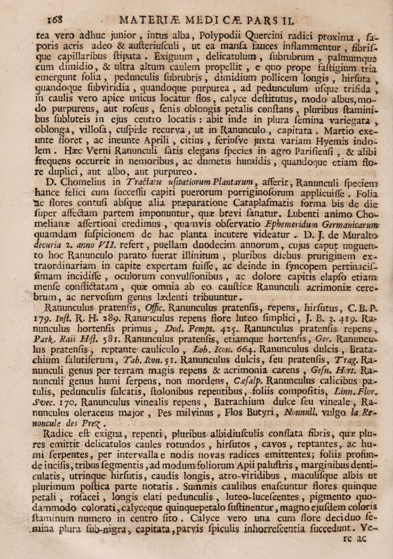 £ea vero adhuc junior, intus alba, Polypodii Quercini radici proxima , fa« poris acris adeo & aufteriufculi , ut ea manfa fauces inflammentur , fibrif* que capillaribus ftipata . Exiguum , delicatulum , fubrubrum 7 paimumque cum dimidio, 3c ultra altum caulem propellit, e quo prope faftigium tria emergunt folia, pedunculis fubrubris, dimidium pollicem longis , hirfuta 5 quandoque fubviridia , quandoque purpurea , ad pedunculum ufque trifida , m caulis vero apice unicus locatur flos , calyce deftitutus, modo albus,mo¬ do purpureus, aut rofeus, fenis oblongis petalis conflans, pluribus flamini¬ bus fubluteis in ejus centro locatis : abit inde in plura femina variegata „ oblonga, villofa, cufpide recurva, ut in Ranunculo, capitata . Martio exe- unte floret , ac ineunte Aprili, citius , feriufye juxta variam Byemis indo¬ lem . Hcec Verni Ranunculi fatis elegatis fpecies in agro Farifienfi , & alibi frequens occurrit in nemoribus, ac dumetis humidis, quandoque etiam flo* re duplici, aut albo, aut purpureo. D. Chomelius in 'Tr affatu ufipatiorum Plantarum, aflerit, Ranunculi fpeciem hance felici cum fucceflii capiti puerorum porriginoforum applicuifle . Folia flores conmfl abfque alia praeparatione Cataplafmatis forma bis de die fuper affe&am partem imponunturquse brevi fanatur. Lubenti animo Cho- melianse aflertioni credimus , quamvis obfervatio Ephemeridum Germanicarum quamdam fufpicionem de hac planta incutere videatur .. D. J, de Muralto decuria 2. anno Vll. refert, puellam duodecim annorum,. cujus caput unguem- to hoc Ranunculo parato fuerat illinitum , pluribus diebus, pruriginem ex¬ traordinariam in capite expertam fuifle, ae deinde in fyncopem pertinacif- fimam incidifle , oculorum convulflonibus, ac dolore capitis elapfo etiam. menfe cpniiidatam , quas omnia ab eo cauflic^e Ranunculi acrimonia cere* brum, ac nervofum genus lasdenti tribuuntur. ^Ranunculus pratenfls, Offic, Ranunculus pratenfis, repens,, hirfiztus, CB. R 179. Inft. R, H» 289. Ranunculus repens flore luteo fimplici, J. B. y. 419. Ra* nunculus hortenfls primus r Dod, Pempt. 425., Ranunculus pratenfis repens, Park. Raii H>(i. 581. Ranunculus pratenfis, etiamque hortenfls, Ger. Ranuneu^ Ius pratenfiss reptante cauliculo , Lob. Icon. 664. Ranunculus dulcis , Brata- chium falutiferum, Tab. Teon. 51. Ranunculus dulcis, feu pratenfis, Tnzg. Ra¬ nunculi genus per terram magis repens & acrimonia carens , Gefn. Hcn. Ra¬ nunculi genus humi ferpens, non mordens, Cjfalp. Ranunculus calicibus pa¬ tulis, pedunculis fulcatis, ftolonibus repentibus, foliis compofitis, Lmn.Flor Svec. 170^ Ranunculus vinealis repens , Batrachium dulce feu vineale, Ra¬ nunculus oleraceus major , Pes milvinus , Flos Butyri , Nmnull. vulga. Ia Re* noncule des Pre%. Radice eft exigua, repenti, pluribus albidiufluHs conflata fibris, qua* plu- res emittit delicatulos caules rotundos , hirfutos , cavos s. reptantesac hu¬ mi ferpentes, per intervalla e nodis novas radices emittentes; foliis profun»- deincifis, tribus fegmentis ,ad modum foliorum Apii paluftris, marginibus denti¬ culatis, utrinque hirfutis, caudis longis, atro-viridibus , maculifque albis ut plurimum poftica parte notatis . Summis caulibus enafeuntur flores quinque petali , rofacei , longis elati pedunculis , luteo-lueefeentes , pigmento quo¬ dammodo colorati, calyceque quinquepetalo fuftinentur, magno ejufdem coloris flaminum numero in centro flto . Calyce vero una cum flore deciduo fe- .mina plura fub-nigra3, capitata, par vis fpiculis inhorrefeentia fuccedunt. Ve-. re ac