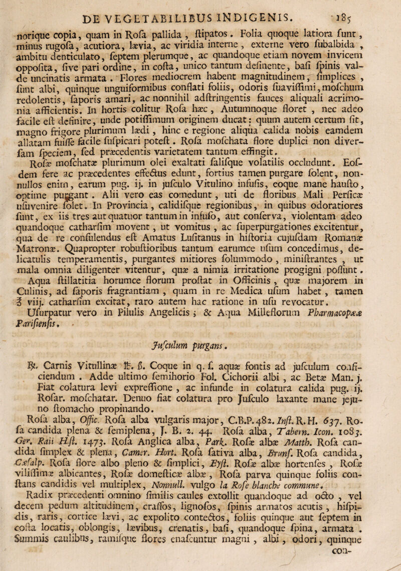 norique copia, quam in Rofa pallida , ftipatos. Folia quoque latiora funt, minus ragofa, acutiora, lovia, ac viridia interne , externe vero fubalbida , ambitu denticulato, feptem plerumque, ac quandoque etiam novem invicem oppofita, five pari ordine, in cofta, unico tantum delinente, bali fpinis val¬ de uncinatis armata. Flores mediocrem habent magnitudinemfimplices , funt albi, quinque ungiiiformibus conflati foliis, odoris fiiaviflimi, mofchum redolentis, faporis amari, ac nonnihil adftringentis fauces aliquali acrimo¬ nia afficientis. In hortis colitur Rofa haee , Autumnoque floret , nec adeo facile eft definire, unde potiflimum originem ducat : quum autem certum fits magno frigore plurimum Iodi, hinc e regione aliqua calida nobis eamdem allatam fhifle facile fufpicari potefl:. Rofa mofchata flore duplici non diver- fam fpeciem, fed procedentis varietatem tantum effingit. Rofo mofchato plurimum olei exaltati falifque volatilis occludunt. Eof- dem fere ac procedentes effedus edunt, fortius tamen purgare fblent, non¬ nullos enirn, earum pug. ij. in jufculo Vitulino infulis, eoque mane hauflo, optime puggant . Alii vero eas comedunt, uti de floribus Mali Perficae ufuvenire folet. In Provincia, calidifque regionibus, in quibus odoratiores funt, ex iis tres aut quatuor tantum in infuib, aut conferva , violentam adeo quandoque catharflm movent, ut vomitus , ac fuperpurgationes excitentur, qua de re confidendus efl Amatus Lufitanus in hifloria cujufciam Romano ■Matronae. Quapropter robuftioribus tantum earumce ufurn concedimus, de- licatulis temperamentis, purgantes mitiores foiumtnodo, miniflrantes , ut mala omnia diligenter vitentur , quo a nimia irritatione progigni poflimt. Aqua ftiliatitia horum ce florum proflat in Officinis , quo majorem in Culinis, ad faporis fragrantiam , quam in re Medica ufum habet , tamen 3 viij. catharflm excitat, raro autem hac ratione in ufu revocatur. Ufurpatur vero in Pilulis Angelicis j <k Aqua Millefloram PharmaCQp$& Parifienfu» Jufculm purgans» Carnis Vitullino It. f. Coque in q. f. aquo fontis ad jufcuhim confi¬ ciendum . Adde ultimo femihorio Fol. Cichorii albi , ac Beto Man. j0 Fiat colatura levi expreffione , ac infunde in colatura calida pug. ij. Rofar. mofchatar. Dentio fiat colatura pro Jufculo laxante mane jeju¬ no ftomacho propinando. Rofa alba, Offic, Rofa alba vulgaris major, C.B.P. 482. Inft< R. FI. 637. Ro- fa candida plena & femiplena, J. B. 2. 44. Rofa alba, Tabem» Icon. 108j. Gey. JRaii Tlft. 1473. Rofa Anglica alba, Pari. Rofo albae Skfattb. Rofa can¬ dida flmplex & plena, Cama. Hort. Rofa fativa alba, firrnf. Rofa candida, -Cffalp. Rofa flore albo pleno & fimplici, Eyjl. Rofo albo hortenfes , Rofo viliflimo albicantes, Rofo domeftico albo, Rofa parva quinque foliis con¬ flans candidis vei multiplex, Nonnull. vulgo la Rofe blancbe commune* Radix procedenti omnino flmilis caules extollit quandoque ad ocio , vel decem pedum altitudinem, craffos, lignofbs, fpinis armatos acutis , bifpi- dis, raris, cortice laevi, ac expolito contedos, foliis quinque aut feptem in cofta locatis, oblongis, laevibus, crenatis, bafi, quandoque fpina, armata . Summis caulibns, ramifquc flores enafeuntur rnagni, albi, odori, quinque coa~