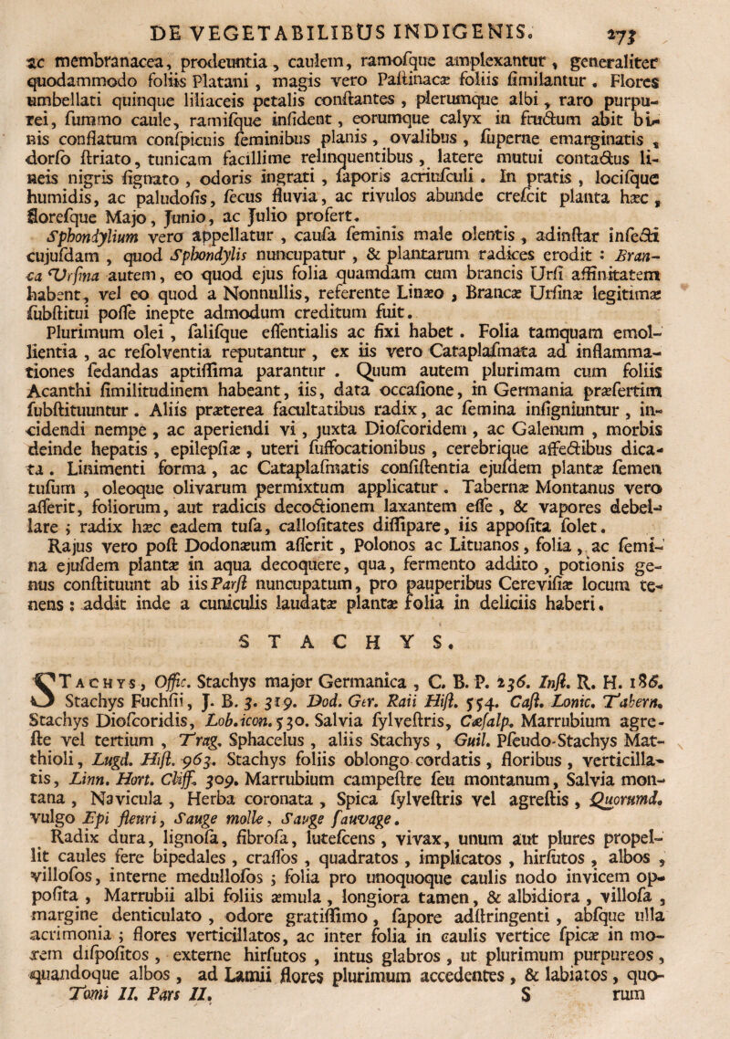 ac membranacea, prodeuntia, caulem, ramofque amplexantur, generaliter quodammodo foliis Platani , magis vero Pafiinaca? foliis fimilantur, Flores umbellati quinque liliaceis petalis conflantes , plerumque albi, raro purpu¬ rei, fummo caule, ramifque infidcnt, eorumque calyx in frudum abit bi¬ nis conflatum confpicuis feminibus planis, ovalibus , fiiperae emarginatis t dorfo ftriato, tunicam facillime relinquentibus , latere mutui contadus li¬ neis nigris Agnato , odoris ingrati , faporis acritifculi . In pratis , locifque humidis, ac paludofls, Aecus fluvia, ac rivulos abunde crefcit planta hxc, Sorefque Majo, Junio, ac Julio profert. Sfbondylium vero appellatur , eaufa feminis male olentis , adindar infedi cujufdam , quod Spbondylis nuncupatur , & plantarum radices erodit «* Bron¬ ta cVrfma autem, eo quod ejus folia quamdam cum brancis Urfl affinitatem habent, vel eo quod a Nonnullis, referente Lina?o , Bratic^ Urflnse legitima; fubftitui pofle inepte admodum creditum fuit. Plurimum olei, falifque eflentialis ac fixi habet. Folia tamquam emol¬ lientia , ac refolventia reputantur , ex iis vero Cataplafmata ad inflamma¬ tiones fedandas aptiflima parantur . Quum autem plurimam cum foliis Acanthi fimilitudinem habeant, iis, data occafione, in Germania prsefertim fubflituuntur. Aliis prrterea facultatibus radix, ac femina infigniuntur, in¬ cidendi nempe , ac aperiendi vi, juxta Diofcoridem, ac Galenum , morbis deinde hepatis , epilepfias, uteri fuffocationibus , cerebrique affedibus dica¬ ta . Linimenti forma, ac Cataplafinatis confidentia ejuiciem piant# femen tufurn , oleoque olivarum permixtum applicatur. Taberna? Montanus vero aflerit, foliorum, aut radicis decodionem laxantem ede , & vapores debel-* lare ; radix ha?c eadem tufa, callofitates dififipare, iis appofita folet. Rajus vero pod Dodon«eum aflerit, Polonos ac Lituanos, folia, ac femi¬ na ejufdem planta? in aqua decoquere, qua, fermento addito , potionis ge¬ nus condituunt ab iisParft nuncupatum, pro pauperibus Cerevifia? locum te-9 nens: addit inde a cuniculis laudata? planta? folia in deliciis haberi. STACHYS Tachys, Offic. Stachys major Germanica , C B. P. 236. Inft. R. H. r8& O Stachys Fuchfii, J. B. 3. 319. Dod. Gtr. Raii Hift. 554. Caji, Lonic. 'Tabem. Stachys Diofcoridis, Lob.icon. 530. Salvia fylvedris, C&falp. Marrubium agre- fte vel tertium , Trag. Sphacelus , aliis Stachys , Guil. Pfeudo-Stachys Mat- thioli, Lugd. Hift. 963, Stachys foliis oblongo cordatis, floribus, verticilla- tis, Linn. Hort. CUff* 509. Marrubium campedre feu montanum, Salvia mon¬ tana , Navicula , Herba coronata , Spica fylvedris vel agredis , jQuorumd* vulgo JEpi fleuri, Sange molle, Sange f auvage. Radix dura, lignofa, fibrofa, lutefcens , vivax, unum aut plures propel¬ lit caules fere bipedales , craflos , quadratos , implicatos , hiriutos , albos , villofos, interne medullofos ; folia pro unoquoque caulis nodo invicem op- pofita , Marrubii albi foliis a?mula, longiora tamen, & albidiora , villofa , margine denticulato , odore gratiffimo, fapore addringenti, abfque ulla acrimonia ; flores verticillatos, ac inter folia in caulis vertice fpic# in mo- xem di/pofitos , externe hirfutos , intus glabros , ut plurimum purpureos, quandoque albos, ad Lamii flores plurimum accedentes , & labiatos, quo- Tmi 11 Pars II. S ruin