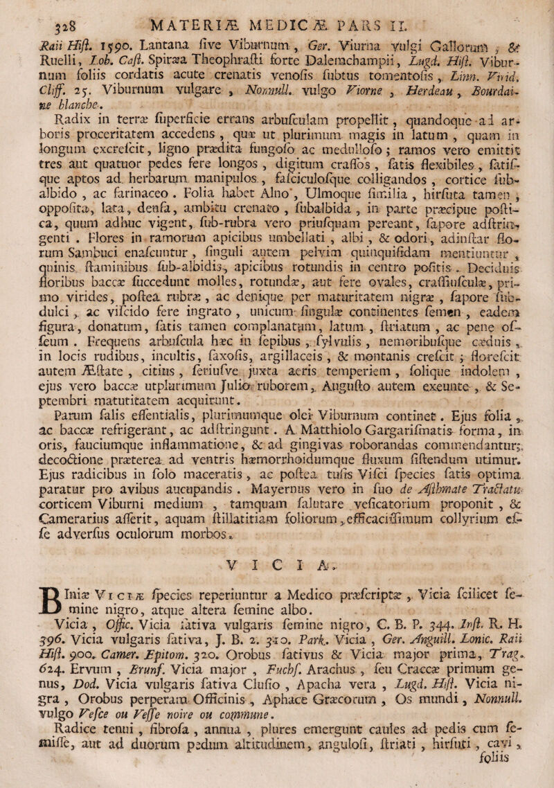 Raii Hifl, 1590. Lantana live Viburnum, Gsr, Viurha Vulgi Callorum , &? Ruelli» Lob. Caft. Spir^a Theophrafti forte Dalenachampii, Lugd, Hifl. vibur¬ num foliis cordatis acute creaatis venofis fubtus tomentofis , Linn. VmL Chff. 25. Viburnum vulgare NomuLL vulgo Fiorne , Herd&au , Bourdau ne blancbe. Radix in terra? fiiperficie errans arbufculam propellit, quandoque ai ar¬ boris proceritatem accedens , qua? ut plurimum magis in latum , quam in longum excrelcit, ligno praedita fimgolb ac medullofo; ramos vero emittit tres aut quatuor pedes fere longos , digitum eradas , fatis flexibiles., fatif- que aptos ad. herbarum manipulos , fafciculofque colligandos , cortice fub- albido , ac farinaceo . Folia habet Alno , Ulmoqtie limi lia , hirfuta tamen , oppofita, lata, deofa, ambitu crenato , fubalbida , in parte pracipue pofti- ca, quum adhuc vigent, fub-rubra vero priufquam pereant, fapore adftria- genti . Flores in ramorum apicibus timbellati , albi, & odori, adinftar Eo¬ rum Sambuci enafcimtur, Enguii autem pelvim quinquifidam mentiuntur , quinis flaminibus, fu b-albidis, apicibus rotundis, in centro pedtis .. Deciduis floribus bacese fuccedunt molles, rotunda, aut fere ovales, craffiuiculae, pri¬ mo virides, poflea rubras, ac denique per maturitatem nigra? , fapore Ihb- dulciac vifeido fere ingrato, unicum: lingulas continentes leni en , eadem figura, donatum, latis tamen complanatam, latum , fldatum , ac pene of~ feutn . Frequens arhufcula ha?c in iepibus fyl volis , nemoribufque caeduis * in locis rudibus, incultis, faxofis, argillaceis, & montanis crefcit ; flocefcit autem iEftate , citius , feriufve juxta aeris temperiem , folique indolem , ejus vero baccae utplanmum Julio ruborem,. Augufto autem exeunte , & Se¬ ptembri maturitatem acquirunt. Parum falis effentialis, plurimumque olei* Viburnum continet. Ejus folia ,, ac baccae refrigerant, ac adflringunt. A Matthiolo Gargarifmatis forma, in oris, fauciumque inflammatione, & ad gingivas roborandas commendantur;, deco&ione praeterea ad ventris haemorrhoidumque fluxum Ii flendum utimur. Ejus radicibus in folo maceratis , ac poftea tufis Vifci fpedes fatis optima paratur pro avibus aucupandis . Mayernus vero in fuo de Aflbmate Tradam corticem Viburni medium , tamquam falutare veficatorium proponit , & Camerarius aflerit, aquam ftiilatitiam foliorum ^fficacixfiraum collyrium e£ fe adverfus oculorum V I C I A. Bimae Vi ctae fpecks repetiuntur a Medico praefcriptse , Vicia feilicet fe¬ mine nigro, atque altera femine albo. Vicia , ojflc, Vicia iativa vulgaris femine nigro , C. B. P. 344. Zvft. R. H. 5*9<5. Vicia vulgaris lativa, J. B. 2. 31 o. Pari* Vicia , Ger, Anguill, Lonic. Raii Hifl, 900^ Camer, Epitom, 320. Orobus larivus & Vicia majo-r prima, Frag,. <524. Ervum , Brunf. Vicia major , Fuchf, Aradius , feu Craccas primum ge¬ nus, Dod. Vicia vulgaris fativa Clufio , Apacha vera , Lugd, Hifl, Vicia ni¬ gra , Orobus perperam Officinis , Aphace Graecorum , Os mundi, Nonnulh vulgo Fefce ou Feffe noire ou commune. Radice tenui , fibrofa , annua , plures emergunt caules ad pedis cum fe- Hiifle, aut ad duorum pedum altitudinem, anguloft, ftriati , hirfuri, cavi,, foliis