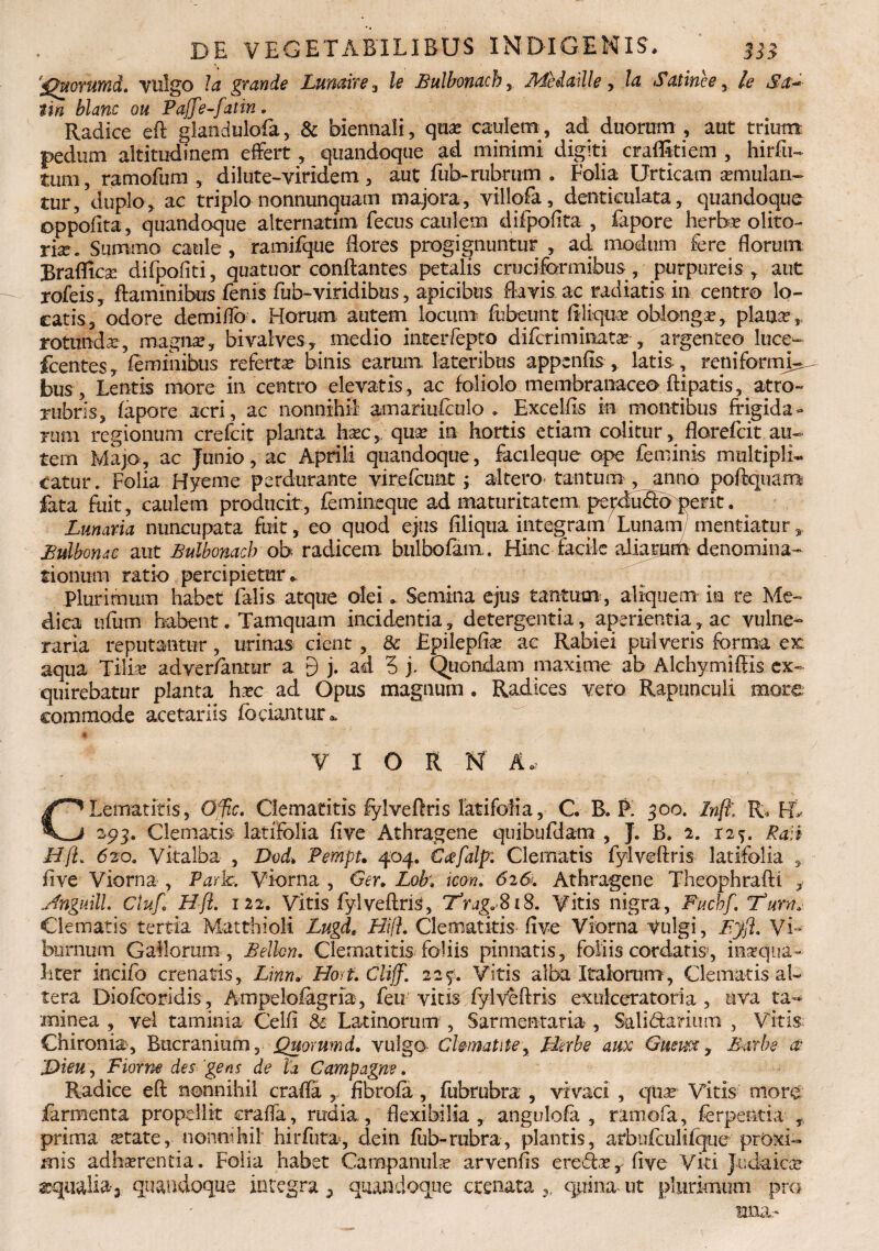 'guorttmd, vulgo Ia grande Lumire 3 le Bulbonach, Medallle y la Satine e, A iin blanc ou Pajfe-fatin. Radice efl glandulofa, & biennali, qua? caulem, ad duorum , aut trium pedum altitudinem effert , quandoque ad minimi digiti craflkiem , hirfu- tum, ramofum , dilute-viridem, aut fub-rubrum . Folia Urticam a?mulan~ tur, duplo, ac triplo nonnunquam majora, villofa, denticulata, quandoque oppofita, quandoque alternarim fecus caulem difpofita , fapore herbee olito- riee. Summo caule, ramifque ffores progignuntur , ad modum fere florum Eraflica? difpofiti, quatuor conflantes petalis cruciformibus , purpureis , aut rofeis, flaminibus fenis fub-viridibus, apicibus flavis ac radiatis in centro lo¬ catis, odore demiffo. Horum autem locum fubeunt Aliqua? oblonga?, plause r rotunda?, magna?, bivalves, medio inteiTepto difcriminata? , argenteo luce- fcentes, feminibus referta binis earum lateribus appenfis , latis , reniformi- bus, Lentis more in centro elevatis, ac foliolo membranaceo ftipatis, atro- rubris, fapore acri, ac nonnihil' amariufeulo . Excelfls in montibus frigida¬ rum regionum crefcit planta ha?c, qua? in hortis etiam colitur, florefcit au¬ tem Majo, ac Junio, ac Aprili quandoque, facileque ope feminis multipli¬ catur . Folia Hyeme perdurante virefenntj altero- tantum , anna poftquam fata fuit, caulem producit, femineque ad maturitatem pepdudo perit. Lunaria nuncupata fuit, eo quod ejus filiqua integram Lunam/ mentiatur, Bulbonac aut Bulbonach ob radicem biilbofam. Hinc facile aliarum denomina¬ tionum ratio percipietur ^ Plurimum habet falis atque olei. Semina ejus tantum , aliquem in re Me¬ dica ufum habent. Tamquam incidentia, detergentia, aperientia, ac vulne¬ raria reputantur , urinas cient , & Epilepfta? ac Rabiei pulveris forma er. aqua Tilia? advertantur a f) j. ad 5 j. Quondam maxime ab Alchymiffis ex¬ quirebatur planta ha?c ad Opus magnum . Radices vero Rapunculi more commode acetariis fodantur * V I O R N A- CLematitis, Ofic. Clematitis fylveftris latifolia, G B. P. 300. Injl R, FL 293. Clematis latifolia five Athragene quibufdam , J. B. 2. 125. Ralt ILfL 620. Vitalba , Dod, Pempu 404. Ccefalp. Clematis fylveftris latifolia , five Viorna , Park. Viorna , Ger. Lob\ icon. 6i&. Athragene Theophrafti , JnguilL Ctuf. Hfl. 122. Vitis fylveftris, 'Trag.SiS. Vitis nigra, Fuchf. Turn. Clematis tertia MatthioM Lugd» Hift. Clematitis five Viorna Vulgi, Byjl. Vi¬ burnum Gallorum, Belhn, Clematitis foliis pinnatis, foliis cordatis, inaequa - liter incifo crenatis, Linn* HoL. Cliff. 229. Vitis alba Italorum, Clematis al¬ tera Diofeoridis, Ampeloiagria, feu vitis fylVeftris exulceratoria , uva ta- minea , vel taminia Celfi &■ Latinorum , Sarmentaria , Salictarium , Vitis; Chiroma, Bucranium, jQuorum d, vulgo ChmaUte, Herbe aux Gusm, Barbe ac '&ieuy Fiorne des-'gens de Id Campagne. Radice eft nonnihil crafla , fibrofa, fubrubra , vivaci , qua? Vitis more fermenta propellit craffa, rudia, flexibilia, angulofe , ramofa, ferpentia , prima setate, nonnihil hir fu ta, dein fub- rubra, plantis, arbufculifque proxi¬ mis adhserentia. Folia habet Campanula? arvenfis ereda?, five Viti Judaica? aqualia-3 quandoque integra ^ quandoque crenata ,, quina ut plurimum pro mna-