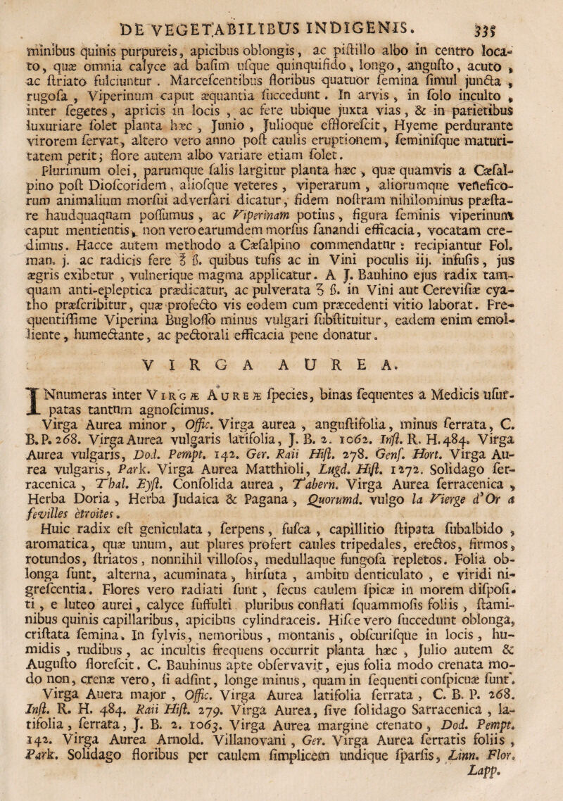 mlnibus quinis purpureis , apicibus oblongis, ac piftillo albo in centro loca¬ to, quas omnia calyce ad bafim ufque quinqtiifido, longo, angufto, acuto * ac ftriato fulciuntur . Marcefcentibus floribus quatuor femina fimul junda , rugofa , Viperinum caput oquantia fuccedunt. In arvis , in iblo inculto * inter fegetes, apricis in locis , ac fere ubique juxta vias, & in parietibus luxuriare folet planta hoc , Junio , Julioque efflorefcit, Hyeme perdurante virorem fervat, altero vero anno poft caulis eruptionem, feminifque maturi¬ tatem perit; flore autem albo variare etiam folet. plurimum olei, parumque falis largitur planta hoc , quo quamvis a Cofal- pino poft Diofcoridem, aliofque veteres , viperarum , alioramque veftefico- rum animalium morfui adverfari dicatur, fidem noftrani nihilominus profta- re haudquaqnam pofliimus , ac Fiperinam potius, figura feminis viperinum caput mentientis^ non veroearumdem morfus fanandi efficacia, vocatam cre¬ dimus. Hacce autem methodo a Cofalpino commendatur ; recipiantur Fol. raan, j. ac radicis fere § fi. quibus tufis ac in Vini poculis iij. infufis, jus ogris exibetur , vulnerique magma applicatur. A J. Bauhino ejus radix tam¬ quam anti-epleptica prodicatur, ac pulverata 5 fi. in Vini aut Cerevifio cya¬ tho profcribitur ? quo profedo vis eodem cum procedenti vitio laborat. Pre- quentiflime Viperina Bugloflb minus vulgari fiibftituitur, eadem enim emol¬ liente , humedante, ac pedorali efficacia pene donatur. VIRGA AUREA, INnumeras inter Virgae Au res fpecies, binas fequentes a Medicis tifuf- patas tantum agnofcimus. Virga Aurea minor, Offic. Virga aurea , anguftifolia, minus ferrata, C. B»P. 268. Virga Aurea vulgans latifolia, J. B. 2* 1062. irifi. R* H. 484* Virga Aurea vulgaris, DoL Pempt♦ 142. Ger. Raii Hifi. 278. Genf. Hort. Virga Au¬ rea vulgaris, Park. Virga Aurea Matthioli, Lugd. Hfl. 1272. Solidago fer- racenica , Thal. Byfi. Confolida aurea, Tabem. Virga Aurea ferraeenica Herba Doria , Herba Judaica <k Pagana , Quorumd. vulgo la Fierge dyOr fevilles etroites. Huic radix eft geniculata , ferpens, fulca , capillitio ftipata fubalbido , aromatica, quo unum, aut plures profert caules tripedales, eredos, firmos * rotundos, ftriatos, nonnihil villofos, medullaque fungofa repletos. Folia ob¬ longa funt, alterna, acuminata , hirfuta , ambitu denticulato , e viridi ni- grefcentia. Flores vero radiati funt, fecus caulem fpico in morem difpofi- ti, e luteo aurei, calyce fuffulti pluribus conflati fquammofis foliis, flami¬ nibus quinis capillaribus, apicibus cylindfaceis. HifteVero fuccedunt oblonga, criftata femina. In fylvis, nemoribus, montanis, obfcurifque in locis, hu- midis , rudibus, ac incultis frequens occurrit planta hoc , Julio autem 6e Augufto florefcit. C. Bauhinus apte obfervavit, ejus folia modo ctenata mo¬ do non, creno vero, fi adfint, longe minus, quam in fequenti confpicuo funt'* Virga Auera major , Offic. Virga Aurea latifolia ferrata , C B. P. 268. Znjl. R. H. 484. Raii Hifi. 279. Virga Aurea, five folidago Satracenica , la¬ tifolia, ferrata, J. B. 2. to6y. Virga Aurea margine cfenato , Dod. Pempt, 142. Virga Aurea Arnold. Villanovani, Ger. Virga Aurea ferratis foliis , Park, Solidago floribus per caulem fimplicesxi undique fparfis, Linn. Flor, Lapp. S& «r