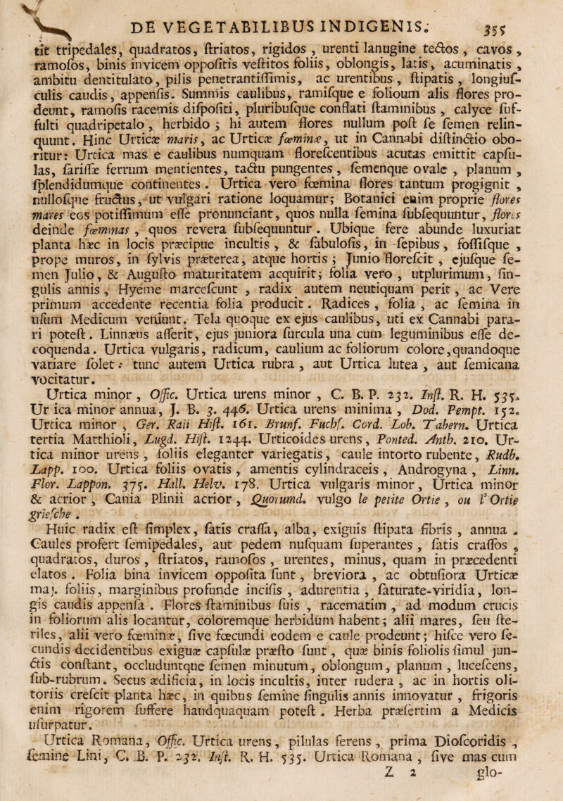 3$% tlt tripedales, quadratos, flriatos, rigidos , urenti lanugine tedos, cavos , ramolbs, binis invicem oppodtis veftitos foliis, oblongis, latis, acuminatis , ambitu dentitulato, pilis penetrantiflimis, ac urentibus, ftipatis , longiuf- culis caudis, appenfls. Summis caulibus, ramifque e folioum alis flores pro¬ deunt, ratnofis racemis difpofiti, pluribulque conflati flaminibus , calyce fuf- fulti quadripetalo, herbido ; hi autem flores nullum poft fe femen relin¬ quunt. Hinc Urtico maris, ac Urtica feminse, ut in Cannabi difHn<Aio obo¬ ritur: Unica mas e caulibus numquam florefcentibus acutas emittit capfu- las, fariflo ferrum mentientes, ta&u pungentes, femenque ovale , planum , fplendidumque continentes . Urtica vero femina flores tantum progignit , millofque frucfus, ut vulgari ratione loquamur; Botanici eiaimproprie flores mares eos potiflimum efle pronundant, quos nulla femina fubfequuntur, flans deinde feminas , quos revera fubfequuntur. Ubique fere abunde luxuriat planta hoc in locis praecipue incultis , &: fabulofts, in fepibus, foflifque , prope muros, in (ylvis proterea, atque hortis ; Junio florefcit, ejufque fe¬ men Julio, & Augufto maturitatem acquirit; folia vero , utplurimum, An¬ gulis annis , Hyeme marcefcunt , radix autem neiitiquam perit, ac Vere primum accedente recentia folia producit. Radices , folia , ac (emina in tifum Medicum veniunt. Tela quoque ex ejus caulibus, uti ex Cannabi para¬ ri poteft. Linnons aflerit, ejus juniora furcula una cum leguminibus efle de¬ coquenda. Urtica vulgaris, radicum, caulium ac foliorum colore,quandoque variare folet tunc autem Urtica rubra, aut Urtica lutea , aut femicana vocitatur. Urtica minor, Ojfic. Urtica urens minor , C. B. P. 232. Infl. R. H. $33* Urica minor annua, J. B. 3. 446. Urtica urens minima , Dod. Pempt. 152. Urtica minor , Ger. Raii Hfl. i<5r. Brunf, Fuchf, Cord. Lob* Tabem* Urtica tertia Matthioli, Lugd* Hijl. 1244. Urticoides urens, Ponted. Hntb» 210. Ur¬ tica minor urens , foliis eleganter variegatis, caule intorto rubente, Rudb. Lapp. 100. Urtica foliis ovatis , amentis cylindraceis , Androgyna , Linn. Flor. Lappon, 373. Hali. Helv. 178. Urtica vulgaris minor, Urtica minor & acrior , Cania Plinii acrior, jQuorumd* vulgo le petite Ortie , ou V Ortie griefcbe . Huic radix eft flmplex, fatis crafla, alba, exiguis ftipata Abris , annua . Caules profert femipedales, aut pedem nufquam fuperantes , fatis craflos ^ quadratos, duros , flriatos, ramofos , urentes, minus, quam in procedenti elatos . Folia bina invicem oppoflta funt, breviora , ac obtufiora Urtico maj. foliis, marginibus profunde incifis , adurentia, faturate-viridia, lon¬ gis caudis appenfa . Flores flaminibus fuis , racematim , ad modum crucis in foliorum alis locantur, coloremque herbidum habent; alii mares, feu fte- riles, alii vero femino, five fecundi eodem e caule prodeunt; hifce vero fe¬ cundis decidentibus exiguo capfulo proflo funt, quo binis foliolis famul jun- dtis conflant, occluduntque femen minutum, oblongum , planum , lucefcens, fub-rubrum. Secus odiflcia, in locis incultis, inter rudera , ac in hortis oli¬ toriis crefcit planta hoc, in quibus femine Angulis annis innovatur , frigoris enim rigorem fuffere haudquaquam poteft . Herba profertim a Medicis ufurpatur. Urtica Romana, Offic. Urtica urens, pilulas ferens, prima Diofcoridis , femine Lini., C. B. P. 252. Init. R. H. 535. Urtica Romana, Ave mas cum