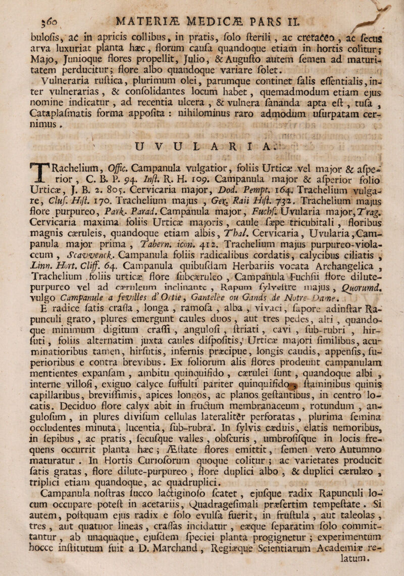 bulofis/ac in apricis collibus * in pratis, folo fterili, ac cretaceo , ac fecus arva luxuriat planta haec, florum caufa quandoque etiam in hortis colitur; Majo, Junioque flores propellit, Julio, &Augufto autem femen ad maturi¬ tatem perducitur; flore albo quandoque variare folet. Vulneraria ruftica, plurimum olei, parumque continet falis eflentialis,in¬ ter vulnerarias, & confclidantes locum habet, quemadmodum etiam ejus nomine indicatur , ad recentia ulcera , & vulnera fananda apta eft, tufa , Cataplaflnatis forma appofita : nihilominus raro admodum ufurpatam cer¬ nimus . U V U L A R I A. TRachelium, Offic. Campanula vulgatior, foliis Urticae vel major & afpe^' rior , C. B. P. 94. Infl, R* H. ro^. Campanula major & afperior folio Urtica?, J. B. 2. 80Cervicaria major, Dod. Pempt. 1 <54. Trachelium vulga¬ re, Cluf.HijL 170. Trachelium majus , Ge%. Raii Hift. 752. Trachelium majus flore purpureo, Park- Barad. Campanula major, Fuchf. Uvularia major, Trag. Cervicaria maxima foliis Urticae majoris , caule faepe tricubitali , floribus magnis caeruleis, quandoque etiam albis, Thal. Cervicaria, Uvularia,Cam¬ panula major prima , Tabem, icon. 412. Trachelium majus purpureo-viola- ceum , Scavvenck. Campanula foliis radicalibus cordatis, calycibus ciliatis , Linn. Hurt. Cliff. 64. Campanula quibufdam Herbariis vocata Archangelica , Trachelium .foliis urtica flore fubc&rulso , Campanula Fuchfii flore dii ute- purpureo vel ad caeruleum inclinante , Rapum fylveitre majus , Quorumd• vulgo Campanule a fevilles cT Ortie, Gantelee ou Gands de Notre Dame. E radice fatis crafla , longa , ramofa , alba , vivaci, fapore adinflar Ra- punculi grato, plures emergunt caules duos, aut tres pedes, alti , quando¬ que minimum digitum craflft , angulofl , ftriati, cavi , fub-rubri , hir- foti, foliis alternarim juxta caules difpofitis,' Urticae majori fimilibus, acu-* minatioribus tamen, hirfuris, infernis praecipue, longis caudis, appenfis, fu- perioribus e contra brevibus. Ex foliorum alis flores prodeunt campanulam mentientes expanfam , ajnbitu quinquifldo , caerulei funt , quandoque albi , interne villofi, exiguo calyce fuffulti pariter quinquifldof^ flaminibus quinis capillaribus, breviflimis, apices longos, ac planos geftantibus, in centro lo¬ catis. Deciduo flore calyx abit in frudum membranaceum , rotundum , an- guloflim , in plures divifum cellulas lateralitgr perforatas , plurima femina occludentes minuta, lucentia, fub-rubra. In fylvis caeduis, elatis nemoribus, in lepibus , ac pratis , fecufque valles , obfcuris , umbroflfque in locis fre¬ quens occurrit planta haec; TRflate flores emittit, femen vero Autumno maturatur . In Hortis Gmoforurn quoque colitur ; ac varietates producit fatis gratas, flore dilute-purpureo , flore duplici albo , 8c duplici casrulaeo , triplici etiam quandoque, ac quadruplici. Campanula noflras luceo ladiginofo foatet, ejufque radix Rapunculi lo¬ cum occupare poteft in acetariis, ^iiadragefimali praefertim tempeftate . Si autem, poflquam ejus radix e fblo evulfa fuerit, in fruftula , aut taleolas , tres , aut quatuor lineas , craflas incidatur , eaeque feparatim folo commit¬ tantur , ab unaquaque, ejufdem fpeciei planta progignetur; experimentum hocce inftitutum fuit a D. Marchand, Regiaeque Scientiarum Academiae re¬ latum.