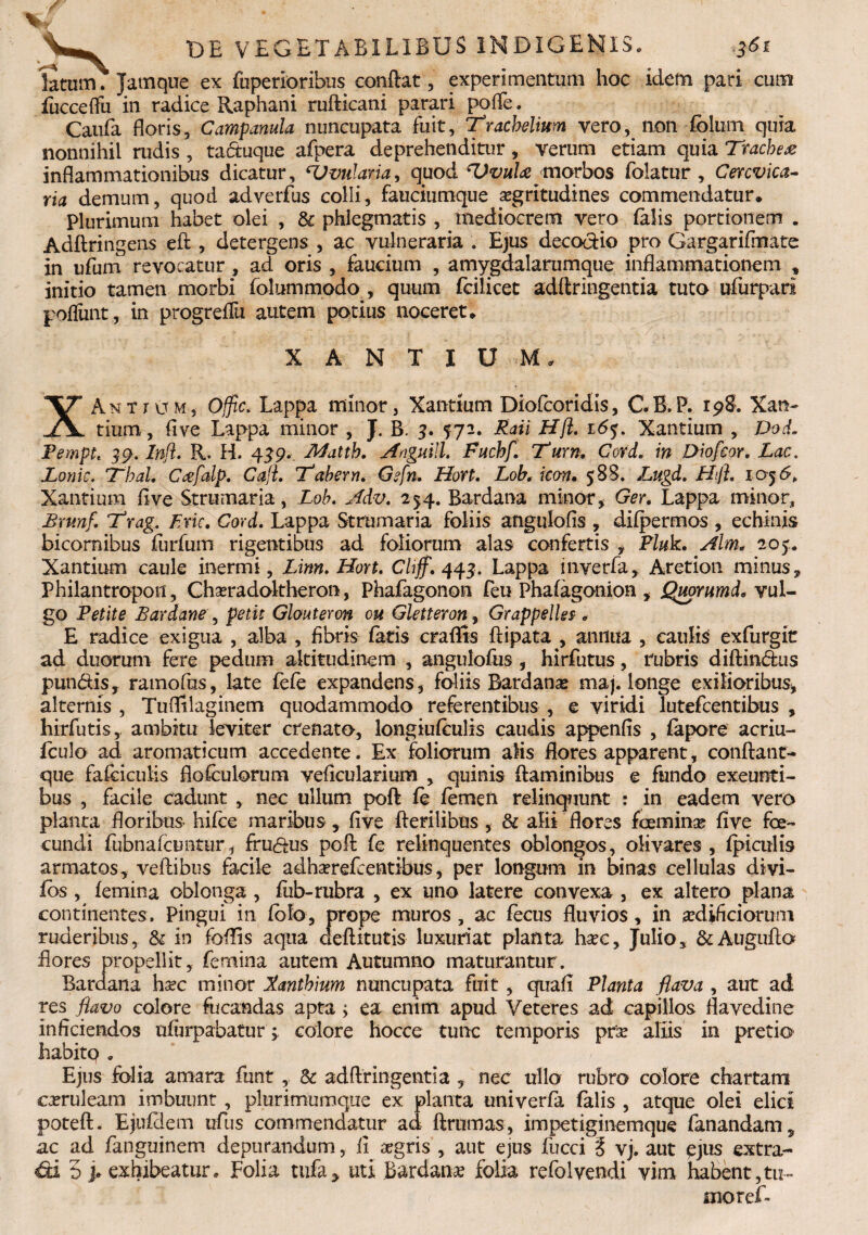 latum. Jamque ex fuperioribus conflat, experimentum hoc idem pari cum fucceffu in radice Raphani rufticani parari pofTe. Caufa floris, Campanula nuncupata fuit, Tracheitum vero, non fblum quia nonnihil rudis , tactuque afpera deprehenditur, verum etiam quia Trachea inflammationibus dicatur, vitiaria, quod T>vula morbos folatur , Cercvica- ria demum, quod adverfus colli, fauciumque aegritudines commendatur. Plurimum habet olei , & phlegmatis , mediocrem vero falis portionem . Adftringens eft, detergens , ac vulneraria . Ejus decoctio pro Gargarifmate in ufum revocatur , ad oris , faucium , amygdalarumque inflammationem , initio tamen morbi folummodo , quum fcilicet adftringentia tuto ufurpari poliunt, in progreflli autem potius noceret. X A N T I U M. XAntium, Ojfic. Lappa minor, Xantium Diofcoridis, GB.P. 198. Xan¬ tium, five Lappa minor , J. B. 3. 572. Rati Hfl. 165. Xantium , DoL Pempt, 99. Infi. R. H. 439. Afattb. AnguUl. Fuchf. Tum, Corel, in Diofcor. Lac. JLonic. Thal. Ceefalp. Caji. Tabem. Gsfn. Hort. Loh. icon. $88. Lugd. Hfl. 1056, Xantium live Str 11 maria, Loh. Adv. 254. Bardana minor, Ger. Lappa minor, Brmf. T'rag. Eric. Cord. Lappa Strumaria foliis angulofis , difpermos , echinis bicomibus fiirfum rigentibus ad foliorum alas confertis , Pluk. Alm* 205. Xantium caule inermi, Lim. Hort. CUff. 443. Lappa inverfa, Aretion minus, Philantropon, Chaeradoltheron, Phafagonon feu Phafagonion , Quorumd, vul¬ go Petite Bardam , petit Glmteron cu Gletteron, Grappelles-, E radice exigua , alba , fibris fatis craflis ftipata , annua , caulis exfurgit ad duorum fere pedum altitudinem , angulofus , hirfutus, rubris diftin&us pun&is, ramofus, late fefe expandens, foliis Bardana maj. longe exilioribus, alternis , Tuflilaginem quodammodo referentibus , e viridi lutefeentibus , hirfutis, ambitu leviter crenato, longiufculis caudis appenfis , fapore acriu- fculo ad aromaticum accedente. Ex foliarum alis flores apparent, conflant- que falciculis flofculorum veficularium , quinis flaminibus e fundo exeunti¬ bus , facile cadunt , nec ullum pofl fe femen relinquunt : in eadem vero planta floribus hifce maribus , five Herilibus , & alii flores fcemina* five fce- eundi fubnafcuntnr, fruftus pofl fe relinquentes oblongos, olivares , fpiculis armatos, vellibus facile adhserefcentibus, per longum in binas cellulas divi- fos , femina oblonga , fub-rubra , ex uno latere convexa , ex altero plana continentes. Pingui in folo, prope muros , ac fecus fluvios, in sedificiorum ruderibus, & in foflis aqua deflitutis luxuriat planta hsee, Julio, &Auguflo flores propellit, femina autem Autumno maturantur. Bardana hxc minor Ranthium nuncupata fuit , quafi Planta flava , aut ad res flavo colore fucandas apta ; ea enim apud Veteres ad capillos flavedine inficiendos ufurpabatur^ colore hocce tunc temporis pr& aliis in pretio habitq . Ejus folia amara fiunt , & adftringentia , nec ullo rubro colore chartam cxruleam imbuunt , plurimumque ex planta univerfa falis , atque olei elici poteft. Ejufciem ufus commendatur ad ftrumas, impetiginemque fanandam, ac ad fanguinem depurandum, fi aegris , aut ejus fucci i vj. aut £jus extra¬ hi 3 j. exhibeatur. Folia tufa, uti Bardana folia refolvendi vim habent,tu- moref-