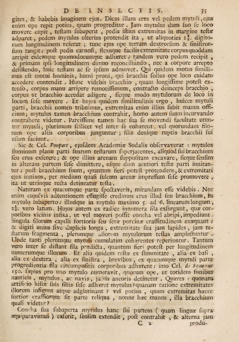 git.es> & habebis imaginem ejus. Dicas illam crus vel pedem mytuli,ejus enim ope repit potius, qnam progreditur . Jam mytulus dum fuo fe loca movere cupit , teftam fubaperit , pedis iftius extremitas in margine tefte adparet, pedem mytulus ulterius protendit ita , ut aliquoties i *. digito¬ rum longitudinem referat ; tunc ejus ope terram dextrorfum & finiftror» fum tangit; poft pedis carnofi, flexuque facilis extremitate corpus quoddam arripit eidemque quomodocumque adhaeret; tandem vero pedem recipit , & primam ipfi/longitudinem denuo reconciliando , nec a corpore arrepto defiftendo, huic teftam ac fe ipfum admovet. Qui quidem motus fimillfe nuis eft motui hominis, humi proni, qui bracchii folius ope loco cuidam accedere contendit . Hunc videbis bracchio , quam longiftime poteft ex-, tenfo, corpus manu arripere remotiffimum, contrado deinceps bracchio r corpus ut bracchio accedat adigere , ficque modo mytuloruin de loco in locum fefe movere . Et hujus quidem fimilitudinis ergo , huicce mytuli parti, bracchii nomen tribuimus, extremitas enim illius fubit manus offi¬ cium; mytulus tamen bracchitim contrahit , homo autem futim incurvando contrahere videtur . Pare i (Time tamen hac fua fe movendi facultate uttm* tnr mytuli, plurimum fcilicet vel inter fe cohaerent, vel quorundam filo¬ rum ope aliis corporibus junguntur ; filis denique ruptis bracchii fui' ufum faciunt. Sic & Cei. Poupart, ejufdem Academiae Sodalis obfervaverat : mytulos fluminum planae parti fuarum teftarum feperjacentes, aliquodfui bracchitim feu crus exferere; & ope illius arenam fuppofitam excavare, ficqUe fenftm in alteram partem fefe dimittere, ufque dum acutiori teffee parti innitan¬ tur; poft bracchium fuum, quantum fieri poteft protendere , & extremitati ejus innixos , per medium quafi fulcum arenae impreffum fefe promovere r ita ut utrinque reda detineatur tefta. Naturam ex quacumque parte fpedaveris, mirandam effe videbis . Neo enim cujufvis adtentionem eftiigiife credimus crus illud feu bracchitim, fii mytulo iubaperto; illudque in mytulo maximo y, ad 6. linearum longum ■, vero latum. Hujus autem ex radice innumera fila exfurgunt, quae cor-' poribus vicinis infixa, ut vel moveri poffit concha vel abripi,impediunt, Singula filorum capilli fortioris feu fetar porcinae craffitudinetxi exaequant > & digiti unius five duplicis longa , extremitate fua jam lapides , jam te- ftarum fragmenta , plerumque aliorum mytulortim teftas ampleduntur ^ Unde. tanti plerumque mytuli cumulatim cohasrentes reperiuntur. Tantum vero inter fe diftant fila praedida, quantum fieri poteft per longitudinem' numerumque illorum . Et alia quidem reftae ex ftimmitate , alia ex bafi , alia ex dextera , alia ex finiftra , brevibus , ex quacumque mytuli parte progredientia- fila circumpofitis corporibus adhaerent; imo Cei. de Reaumw 15°. faepius pro uno mytulo numeravit, quorum ope, ut totidem funibus nauticis , mytulus , ac navis , jadis ancoris detinetur . Qua?res : quonam artificio hifee fuis filiis fefe adhvret mytulus?quanam ratione extremitates illorum infigunt atque adglutinant ? vel potius , quum extremitas hxcce fortior craffiorque fit parte reliqua nonne ha?c manus , illa bracchium5 quafi videtur? Concha fua fubaperta mytulus hanc fui partem ( quam lingua? fupra' * paravimus ) exferit, fenftm extendit, poft contrahit , & alterna janT C- %-■ prodii-