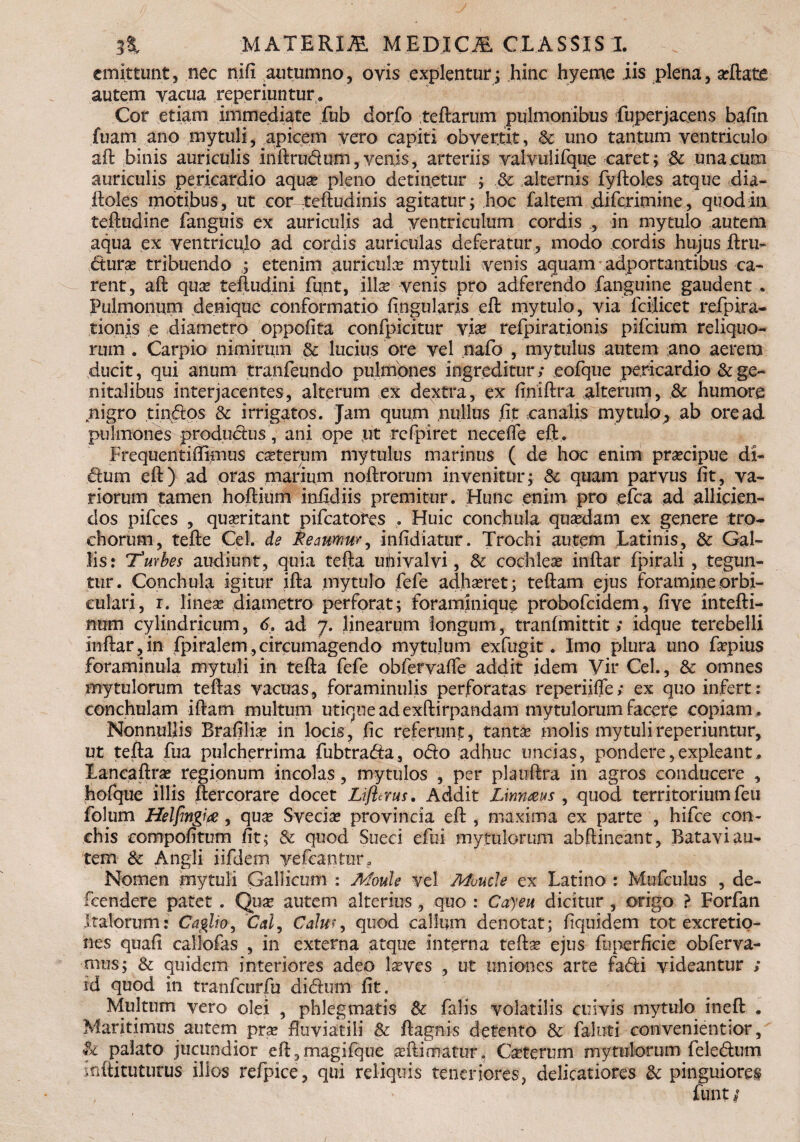 emittunt, nec nifi autumno, oyis explentur; hinc hyeme iis plena, a?ftate autem vacua reperiuntur. Cor etiam immediate fub dorfo tertarum pulmonibus fuperjacens bafin fuam ano mytuli, apicem vero capiti obvertit, Sc uno tantum ventriculo aft binis auriculis inftrudum,venis, arteriis valvulifque caret; Sc una.cum auriculis pericardio aqua? pleno detinetur ; Sc alternis fyftoles atque dia- ftoles motibus, ut cor teftudinis agitatur; hoc faltem jdifcrimine, quod in teftudine fanguis ex auriculis ad ventriculum cordis ., in mytulo autem aqua ex ventriculo ad cordis auriculas deferatur, modo cordis hujus ftru- «5tura? tribuendo ; etenim auricula? mytuli venis aquam adportantibus ca¬ rent, aft qua? teftudini funt, illa? venis pro adferendo fanguine gaudent . Pulmonum denique conformatio fingu laris eft mytulo, via lcijicet refpira- tionis e diametro oppofita confpicitur vi® refpirationis pifeium reliquo¬ rum . Carpio nimirum & lucius ore vel nafo , mytulus autem ano aerem ducit, qui anum tranfeundo pulmones ingreditur; eofque pericardio & ge¬ nitalibus interjacentes, alterum ex dextra, ex finiftra alterum, Sc humore nigro tin.dos Sc irrigatos. Jam quum nullus fit canalis mytulop ab ore ad pulmones produdus, ani ope ut refpiret necefle eft . Frequentiftimus ca?terum mytulus marinus ( de hoc enim praecipue di- sdum eft) ad oras marium noftrorum invenitur; Sc quam parvus fit, va¬ riorum tamen hoftium infidiis premitur. Hunc enim pro efca ad allicien¬ dos pifces , quiritant pifcatotcs . Huic conchula qua?dam ex genere tro¬ chorum, tefte Cei. de Feciumur^ infidiatur. Trochi autem Latinis, Sc Gal¬ lis: Turbes audiunt, quia terta uhivalvi, Sc cochlea? inftar fpirali , tegun¬ tur. Conchula igitur ifta mytulo fefe adhseret; teftam ejus foramine orbi¬ culari, r. linea? diametro perforat; foraminique probofeidem, fi ve intefti- num cylindricum, 6. ad 7. linearum longum, tranfmittit; idque terebelli inftar,in fpiralem.,circumagendo mytulum exfugit. Imo plura uno faepius foraminula mytuli in tefta fefe obfervafie addit idem Vir Cei., Sc omnes mytulorum teftas vacuas, foraminulis perforatas reperiifle; ex quo infert: conchulam iftam multum utique ad exftirpandam mytulorum facere copiam . Nonnullis Brafilia? in locis, fic referunt, tanta? molis mytuli reperiuntur, ut tefta fua pulcherrima fubtrada, odo adhuc uncias, pondere,expleant, Lancaftra? regionum incolas, mytulos , per plauftra in agros conducere , hofque illis ftercorare docet Liflerus. Addit Urinans , quod territorium feu folum Helfingia, qua? Svecia? provincia eft , maxima ex parte , hifce con¬ chis eompofitum fit; Sc quod Sueci efui mytulorum abftineant, Batavi au¬ tem & Angli iifdem yefcantur. Nomen mytuli Gallicum : Moule vel Monde ex Latino : Mufculus , de- fcendere patet . Qua? autem alterius , quo : Cayeu dicitur , origo ? Forfan Italorum: Caglio, 'Cai, Calm, quod callum denotat; fiquidem tot excretio- nes quafi callofas , in externa atque interna tefta? ejus fuperficie obferva- mus; Sc quidem interiores adeo la?ves , ut uniones arte fadi videantur ; id quod in tranfcurfu didum fit. Multum vero olei , phlegmatis Sc falis volatilis cuivis mytulo ineft . Maritimus autem pra? fluviatili Sc ftagnis detento Sc faluti convenientior, & palato jucundior eft,magifque a?ftimatur„ Carterum mytulorum feledum mftitutufus illos refpice, qui reliquis teneriores, delicatiores Sc pinguiorem funt i