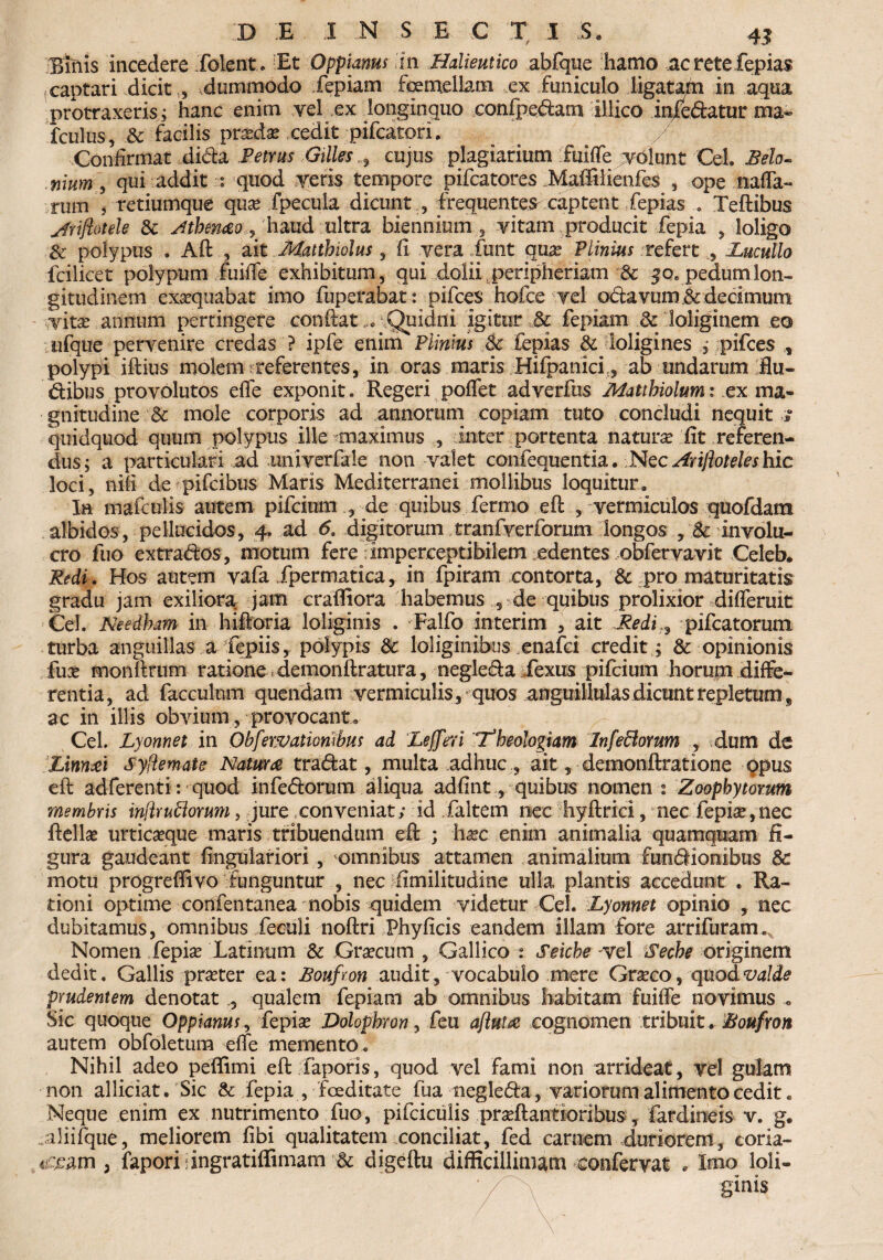 Bmis incedere folent. Et Oppianus fn Halieutico abfque hamo acretefepias (captar i dicit,, dummodo fepiam fcemeilam ex funiculo ligatam in aqua protraxeris ; hanc enim vel ex longinquo confpedam illico infedatur ma- fculus, & facilis pr^dse cedit pifcatori. /' Confirmat di&a Petrus Gilles, cujus plagiarium fuiffe .volunt Cei. Belo- nium , qui addit:: quod veris tempore pifcatores Maffilienfes , ope nana¬ rum , retiumque qu^e fpecula dicunt , frequentes captent fepias . Teftibus sfriftotele & snhen&o ? haud ultra biennium , vitam producit fepia , loligo & polypus . Aft , ait Mattbiolus, fi vera funt qu^ Plinius refert , -Lucullo fcilicet polypum fuiffe exhibitum, qui dolii peripheriam & 3Qepedumlon- gitudinem exaequabat imo fuperabat: pifces hofce vel oda vum & decimum vita: annum pertingere confiat .... Quidni igitur M fepiam & loliginem eo ufque pervenire credas ? ipfe enim Plinius Sc fepias & loligines ; pifces t polypi iftius molem referentes, in oras maris Hifpanici., ab undarum Ru¬ dibus provolutos effe exponit. Regeri poffet adverfhs Matihiolum: ex ma¬ gnitudine Sc mole corporis ad annorum copiam tuto concludi nequit / quidquod quum polypus ille maximus , inter portenta naturse fit referen¬ dus; a particulari ad univerfale non valet confequentia. Nec Hrijloteles hic loci, nili de pifeibus Maris Mediterranei mollibus loquitur. Ia mafeulis autem pifcium , de quibus ferrno efi , vermiculos quofdatn albidos, pellucidos, 4, ad 6, digitorum tranfverforum longos , Sc involu¬ cro fuo extrados, motum fere imperceptibilem edentes obfervavit Celeb. Redi. Hos autem vafa fpermatica, in fpiram contorta, & pro maturitatis gradu jam exiliora jam craffiora habemus 5 de quibus prolixior differuk Cei. Needbam in hifioria loliginis . Falfo interim , ait Redi^ pifcatorum turba anguillas a fepiis, polypis Sc loliginibus enafci credit ; & opinionis fux monfirum ratione * demonftratura, negleda fexus pifcium horum diffe¬ rentia, ad facculum quendam vermiculis, quos anguiliulas dicunt repletum, ac in illis obvium , provocant, Cei. Lyornet in Obfewatwmbus ad Lejferi theologiam Infeblorum , dum de Linnai syflemate Natum tradat, multa adhuc, ait, demonftratione qpus efi adferenti: quod infedorum aliqua adfint, quibus nomen 2 Zoopbytorum membris inflruflorum, jure conveniat; id faltem nec hyftrici, nec fepiae,nec fiellae urticseque maris tribuendum efi ; ha?c enim animalia quamquam fi¬ gura gaudeant fingulariori , omnibus attamen animalium fundionibus Sc motu progrefiivo funguntur , nec fiimilitudine ulla plantis accedunt , Ra¬ tioni optime confentanea nobis quidem videtur Cei. Ly ornet opinio , nec dubitamus, omnibus feculi noftri Phyficis eandem illam fore arrifuram.. Nomen fepia: Latinum Sc Graecum , Gallico 2 Seiche vel Seche originem dedit. Gallis praeter ea: Boufron audit, vocabulo mere Graeco, quo&val&e prudentem denotat,, qualem fepiam ab omnibus habitam fuiffe novimus , Sic quoque Oppianus, fepia: Dolopbron, feu aflum cognomen tribuit. Boufron autem obfoletum effe memento. Nihil adeo peffimi eft faporis, quod vel fami non arrideat, vel gulam non allidat. Sic & fepia , foeditate fua negleda, variorum alimento cedit. Neque enim ex nutrimento fuo, pifciciilis praffiantioribus, fardineis v. g. aliifque, meliorem fibi qualitatem conciliat, fed carnem duriorem, coria- «m , faporifngratiffimam & digeftu difficillimam confervat . Imo loli¬ ginis