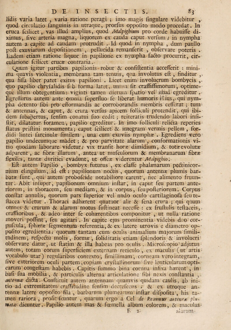 Udis varia latet ? varia ratione peragi ; imo magis lingulare videbitur quod circulatio fanguinis in utraque, prorfus oppofito modo procedat* In eruca fcilieet,, vas illud amplius , quod Afalpighium pro corde habuifle di¬ ximus, fi ve arteria magna, liquorem ex cauda caput verfum; in nympha autem a capite ad caudam protrudit Id quod in nympha , dum paullo* pofL exuviarum depolitionem j, pellucida remanferit , obfervare poteris . Eadem etiam ratione liquor in papilione ex nympha fado procurrit, cir- ■ culatione fcilieet erucae contraria c- Quum igitur partibus papilionis robur & confiftentia acceflerit : mini¬ ma quavis violentia, membrana tam tenuis, qua involutus eft , finditur 5, qua filfa liber patet exitus papilioni . Licet enim involucrum bombycis ,, quo papilio chryialidis fi b forma latet, ummi' fit craffifiimorum,optime-- que illum obtegentium ° viginti tamen dierum fpatio' vel' illud egreditur v- Egrefturus autem1 ante^ omnia fuperfiuo fe liberat, humoris ifl ius,,qui nym¬ pha detento fibi pro' dformandis ac corroborandis membris ceflerat ; tum1 & antennas, &:caput, & crura verfus apicem folliculi protendit, qui ibi¬ dem fubapertus, fenfim conatui fuo cedit ; reiteratis trudendo labori inii-* fiit, dilatatur foramen , papilio egreditur. In imo folliculi’ relida reperies ■ flatus priftini monumenta ; caput fcilieet & integram vermis pellem , for- didi lintei farcinulas fimilem , una cum exuviis nymphae . Egrediens veroJ papilio undecumque madet; 8c pro parvitate alarum1, conformationis vi¬ tio quodam laborare^ videtur/ vix tranfit horardimidium, 8c totasevolutse adparent , ac fibras illarum , antea - ut mufculorum & membranarum fibrae * flexiles, tanta? duritiei • evadunt, ut offeae viderentur Malpighio: • Efl autem Papilio , bombyx futurus , ex clafle phalamarum pedinicor- - nium elinguium, id eft : papilionum nodis quorum1 antenna plumis bar¬ batae funt,. qui autem probofeide notabiliore carent , nec alimento fruim- - ttir; Abit infuper, papilionum omnium inftar, in caput feu partem ante¬ riorem, in thoracem, feu > mediam, -& in corpus, feu pofteriorem, Corpus > conftat annulis, quorum pars fuperior vel nudo oculo cartilaginofa feu te- ftacea videtur . Thoraci adhaerent: quatuor alae & fena crura ; qui quum1 omnes & crurum & alarum motus fu ft ineat' necefle : ex fruftulis teftaceis,. crallioribus , & adeo inter fe cohaerentibus componitur , ut nulla ratione moveri poflmt, feu agitari . In capite ejus prominentia videbis duo cor-* pufcula, fphaerse fegmentum referentia, &• ex latere utrovis e 'diametro 'op-- pofito egredientia / quorum tantam cum oculis; animalium majorumfimili- tndinem y refpedu molis , formas, foliditatis etiam fplendoris &dnvolucri! obfervare datur, ut ftatim & illa habeas pro oculis . Microicopio ‘ adjutus; autem, totam eorum fuperficiem externam reticulo , ex maculis (ut artisJ vocabulo utar ) regularibus contexto ; fimi! limam , corneam vero integram,> fi ve exteriorem oculi partem, copiam cryftallinorum-fi ve lenticularum opti¬ carum eongeftam habebis . Capitis fummo bina cornua infixa haerent , in, bafiTua mbbilia , & particulis alterna articulatione fibi nexis 'conflantia ,, antenna dida; Conftituit autem: antennam quamvis quidam caulis > ab ini¬ tio ad extremitatem craflitudine fenfim decrefccns / & ex utroque an¬ tennas latere oppofito fila , barbarum plumearum ' inftar difpofita his ta-* men rariora , profieifeuntur , quarum ergo a Cei de Remmm antenna plu¬ mat fc dicuntur» Papilio autem mas & faemella al bum colorem, & maculas * . F iv alarum »