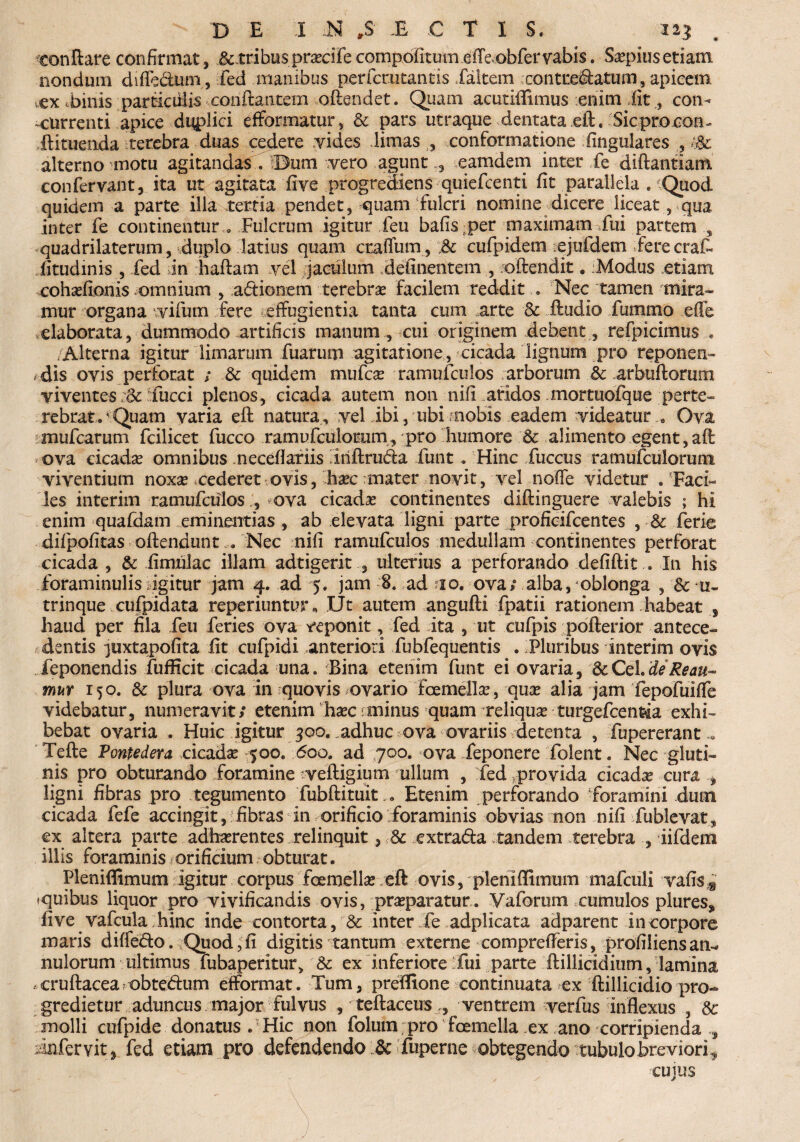 conftare confirmat, &.tribusprascife compofitum eiTeobfer vabis. Saepius etiam nondum difibdum, fed manibus perfcr.utantis faltem contre&atum, apicem ex .binis particiilis conftantern oftendet. Quam acutiflimus enim fit, con- -currenti apice duplici efformatur, & pars utraque dentata eft. Sic pro con- ftituenda terebra duas cedere vides limas , conformatione lingulares ., /.& alterno motu agitandas . Bum vero agunt 3 eamdem inter fe diftantiam confervant, ita ut agitata live progrediens quiefcenti fit parallela . Quod quidem a parte illa tertia pendet, quam fulcri nomine dicere liceat, qua inter fe continentur » Fulcrum igitur feu bafis per maximam fui partem ^ quadrilaterum, duplo latius quam craflum , & cufpidem ejufdem ferecraE fitudinis , fed ;in haftatn vel jaculum definentem , oftendit. Modus .etiam cohasfionis omnium , adionem terebra facilem reddit . Nec tamen mira¬ mur organa vifutn fere effugientia tanta cum arte & ftudio fummo effe .elaborata, dummodo artificis manum , cui originem debent, refpicimus.. /Alterna igitur limarum fuarum agitatione, cicada lignum pro reponen¬ dis ovis perforat ; & quidem mufcs ramufculos arborum 3c .arbuftorum viventes :3c Tucci plenos, cicada autem non nifi aridos mortuofque perte¬ rebrat, 'Quam varia eft natura, vel ibi, ubi nobis eadem videatur 0 Ova mufcarum fcilicet fucco ramufculorum, pro humore & alimento egent, aft ova cicadas omnibus necefiariis Iriftruda funt . Hinc fuccus ramufculorura viventium noxas .cederet ovis, haec mater novit, vel nofie videtur . Faci¬ les interim ramufculos , ova cicadas continentes diftinguere valebis ; hi enim quafdam eminentias , ab elevata ligni parte proficifcentes , Sc ferie difpofitas offendunt . Nec nifi ramufculos medullam continentes perforat cicada , & fimulac illam adtigerit , ulterius a perforando defiftit . In his foraminulis igitur jam 4. ad 5. jam 8. ad fio. ova; alba, oblonga , & u- trinque cufpidata reperiuntur, Ut autem angufti fpatii rationem habeat, haud per fila feu feries ova reponit, fed ita , ut cufpis pofterior antece¬ dentis ^uxtapofita fit cufpidi anteriori fubfequentis . Pluribus interim ovis deponendis fufficit cicada una. Bina etenim funt ei ovaria, 3cCel.de Reau~ mur 150. & plura ova in quovis ovario Fcemellas, quas alia jam fepofuifTe videbatur, numeravit; etenim hasc/minus quam reliquas turgefcen&ia exhi¬ bebat ovaria . Huic igitur 300. adhuc ova ovariis detenta , fupererant Tefte Pontedera. cicadas 500. 600. ad 700. ova feponere folent. Nec gluti¬ nis pro obturando foramine veftigium ullum , fed .provida cicada cura ligni fibras pro tegumento fubftituit.. Etenim perforando foramini dum cicada fefe accingit, fibras in orificio foraminis obvias non nifi fublevat, ex altera parte adhasrentes relinquit, 8c extra&a tandem terebra , iifdem illis foraminis orificium obturat. Pleniffimum igitur corpus foemellas eft ovis,'pleniflimum mafculi vafis8 .quibus liquor pro vivificandis ovis, prasparatur. Vaforum cumulos plures, five vafcula hinc inde contorta, & inter fe adplicata adparent in corpore maris diffedo. Quod,fi digitis tantum externe comprefferis, profiiiens an- nulorum ultimus fubaperitur, Sc ex inferiore fui parte ftillicidium, lamina ,cruftaceafObte<ftum efformat. Tum, preffione continuata ex ftillicidio pro¬ gredietur aduncus major fulvus , teftaceus ., ventrem verfus inflexus , Se molli cufpide donatus . Hic non folum pro fcemella ex ano corripienda s infer vit, fed etiam pro defendendo & fuperne obtegendo tubulo breviori, cujus