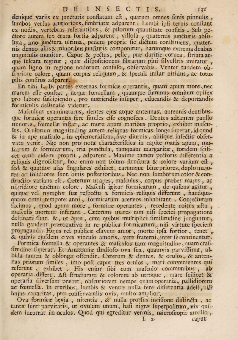 denique Variis ex junduris conflatum eft , quarum omnes fenis pinnulis y lumbos verftis acutioribus,fimbriata? adparent: Lumbi ipfi ternis conflant ex nodis, vertebras referentibus , & pilorum quantitate confitis . Sub pe¬ dore autem i ex crura fortia adparent , villofa , quaternis juncturis abfo- luta 5 imo jundura ultima 5> pedem proprie fic didum conftituens, quater¬ nis denuo aliis & minoribus junduris componitur , harumque extrema duabus unguiculis munitur.. Caput & pe cius, pelle, prae duritie cornea, ftriata at¬ que fulcata tegitur ; qua? difpofitionem Abrarum pini filveftris imitatur , quam ligno in regione nodorum confiffo, obfervabis. Venter tandem ob- fcnriore colore, quam corpus reliquum,, & fpeculi inflat nitidus,, ac totus; pilis confitus adparet.- En tibi L. IL partes externas formicae operantis, quam apum'more, nec marem efie conflat r neque fcemellam , quamque fummus omnium- opifex pro labore fufcipiendo , pro nutriendis* infuper, educandis 8c deportandis formiculis, deftinaffe videtur *. Mafculum examinaturus, dentes ejus' atque antennas, antennis dentibus- que formicae operantis fere fimiles efle cognofces . Dentes adtamen paullo' minoras, foemella? inflar, ac more apum maribus proprio, exhibet mafcu- , Ius, Oculbrum magnitudine autem reliquas formicas longe fuperat, id quod & in ape mafculo,, in ephemeridibus yfive diurnis, aliifque infedis obfer- vatu venit . Nec non pros nota- charaderiftica in capite maris apum, mu»» Icarum & formicarum/tria putidula, tamquam margaritae , totidem Icili- cett oculi: eidem proprii ,. adparent. Maxime tamen pedoris differentia a reliquis dignofcitur,, hoc enim non folum ftrudura Sc colore varium eft 3- fed & quatuor alas fingulares exhibet', earumque bina?priores, duplo majo¬ res ac folidiores funt binis poflerioribus*. Nec non lumborum color & con- ftrudio' varians eft . Ceterum utapes , mafcufus , corpus probet majus , ac mgridiore tindum colore'. Mafculi igitur formicarum , de quibus agitur 5 quique vef nympha fuae refpedu a formicis* reliquis differunt , haudqua- quam omni tempore anni, formicarum acervos inhabitant . Conjedurara facimus ,, quod apum more , formica? operantes , recedente coitus a?ftu ,, mafculis mortem inferant .. Geterum mares non nifl fpeciei propagationi deflinati funt, &, ut apes, cum quibus multiplici limilitudine junguntur,, nulla gaudent prorogativa in re publica formicarunT, nifl virtute fpetiem■_ propagandi. Hujus rei publico elavem; amor , morte ipfa fortior', tenet r & quivis ejufdem aves vinculo amoris, vere fraterni, inter fecontinentur* Formico foemella & operantes & mafculos tam magnitudine,quamcraf- fitudine fuperat . Et Anatomia? ftudiofo’ ova fua, quamvis parviftima , al¬ bida tamen: & oblonga’, offendite Coterum & dentes, & oculos,. & anten¬ nas priorum fimiles , imo poft caput tres oculos , mari convenientes qui referunt' , exhibet . His enim fibi cum oiafculo communibus , ab’ operaria, differt:. Aft ftruduram & colorem ab utroque , mare fcilicet & operaria diverfumr praebet , obfcunorem nempe quam operaria , pallidiorem ac foemella. Tn cruribus, lumbis & ventre nulla fere differentia adeft,niii hujus' capacitas, pro; confervandis ovis, multo amplior’. Ova formica?' laevia nitentia , &' nulla prorfus inciflone diftinda , ac tanto funt:parvitatis,, ut ovulum unum, bafi nigra? fuperpofltum,vix qui¬ dem incurrat unoculos. Quod qui egreditur vermis, raicrofcopii auxilio 1 2- caput-: s»