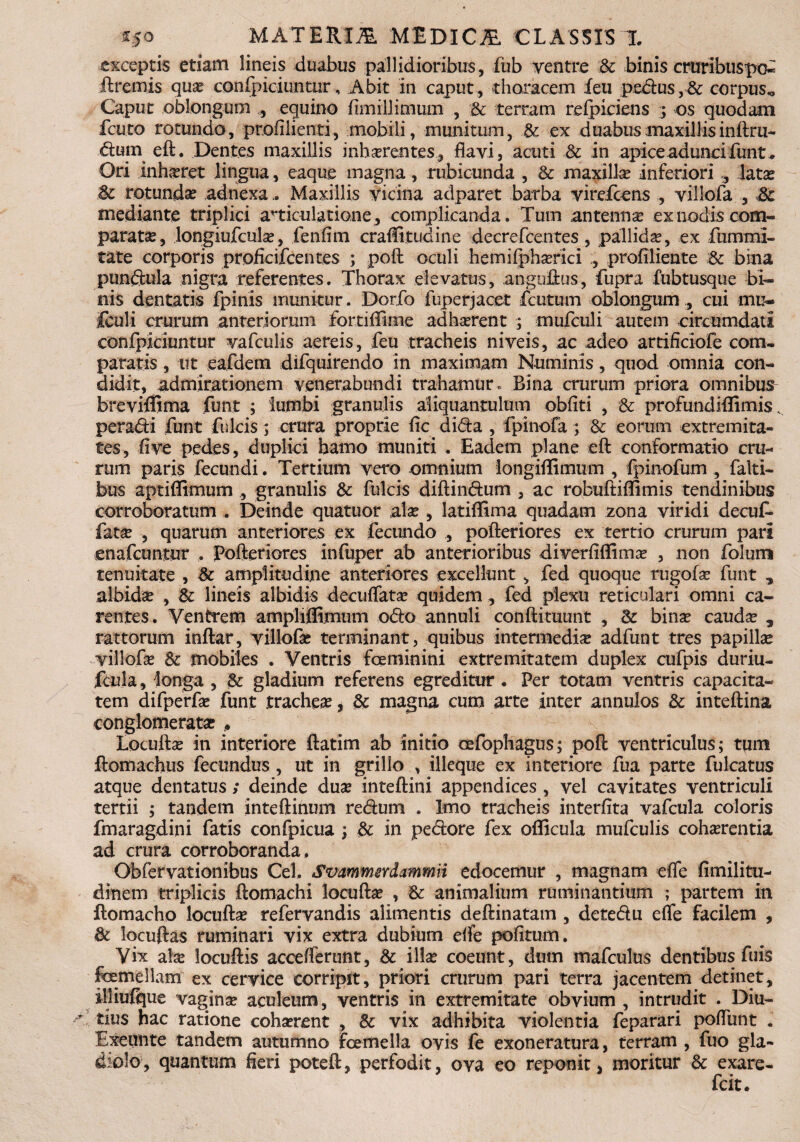 exceptis etiam lineis duabus pallidioribus, fiib ventre & binis cruribuspo^ ftremis quae confpiciuntur, Abit in caput , thoracem feu pedus, & corpus,. Caput oblongum , equino fimillimum , & terram refpiciens ; os quodam fcuto rotundo, profilienti, mobili, munitum, .& ex duabus maxillisinftru- dum eft. Dentes maxillis i nh arentes, flavi, acuti & in apice adunci funt* Ori inhseret lingua, eaque magna, rubicunda , & maxillae inferiori , lata? 8c rotunda: adnexaMaxillis vicina adparet barba vire,Icens , villofa , Sc mediante triplici articulatione, complicanda. Tum antenna: ex nodis com¬ paratae, longiufculae, Tenii m craffitudine decrefcentes , pali id se, ex fummi- tate corporis proficifcentes ; poft oculi hemilphaerici , profiHente & bina pundula nigra referentes. Thorax elevatus, anguftus, fupra fubtusque bi¬ nis dentatis fpinis munitur. Dorfo fuperjacet fcutum oblongum , cui mu- fculi crurum anteriorum fortiffime adhaerent ; mufculi autem circumdati conrpiciuntur vafculis aereis, feu tracheis niveis, ac adeo artificiofe com¬ paratis , ut eafdem difquirendo in maximam Numinis, quod omnia con¬ didit, admirationem venerabundi trahamur. Bina crurum priora omnibus breviflima funt ; lumbi granulis aliquantulum obliti , & profundiflimisv peradi funt fulcis; crura proprie fic dida , fpinofa ; & eorum extremita¬ tes, live pedes, duplici hamo muniti . Eadem plane eft conformatio cru¬ rum paris fecundi. Tertium vero omnium longiffimum , fpinofum , falti- bus aptiffimum , granulis & fulcis diftindum , ac robuftiflimis tendinibus corroboratum . Deinde quatuor alse , latiflima quadam zona viridi decuf- fatae , quarum anteriores ex fecundo , pofteriores ex tertio crurum pari enafcuntur . Pofteriores infuper ab anterioribus diverfiflimae , non folum tenuitate , & amplitudine anteriores excellunt , fed quoque rugofae funt , albidae , & lineis albidis decuffatse quidem, fed plexu reticulari omni ca¬ rentes. Ventrem ampliffimum odo annuli conftituunt , & binae caudae , rattorum inftar, villofa? terminant, quibus intermediae adfunt tres papillae yillofse & mobiles . Ventris feminini extremitatem duplex cufpis duriu- foda, longa , Sc gladium referens egreditur • Per totam ventris capacita¬ tem difperfae funt trachea:, & magna cum arte inter annulos & inteftina conglomeratae , Locuftae in interiore ftatim ab initio oefophagus; poft ventriculus; tum ftomachus fecundus, ut in grillo , illeque ex interiore fua parte fulcatus atque dentatus; deinde duae inteftini appendices , vel cavitates ventriculi tertii ; tandem inteftinum redum . Imo tracheis interlita vafcula coloris fmaragdini fatis confpicua ; & in pedore fex officula mufculis cohaerentia ad crura corroboranda, Obfervationibus Cei, Svammerdammii edocemur , magnam effe limilitu- dinem triplicis ftomachi locufta? , & animalium ruminantium ; partem in ftomacho locuftae refervandis alimentis deftinatam , detedu effe facilem , & locuftas ruminari vix extra dubium effe politum. Vix alae locuftis accefferunt, & illae coeunt, dum mafculus dentibus fuis femellam ex cervice corripit, priori crurum pari terra jacentem detinet, illiulque vaginae aculeum, ventris in extremitate obvium , intrudit . Diu¬ tius hac ratione cohaerent , & vix adhibita violentia feparari poffunt . Exeimte tandem autumno femella ovis fe exoneratura, terram , fuo gla¬ diolo, quantum fieri poteft, perfodit, ova eo reponit, moritur & exare-