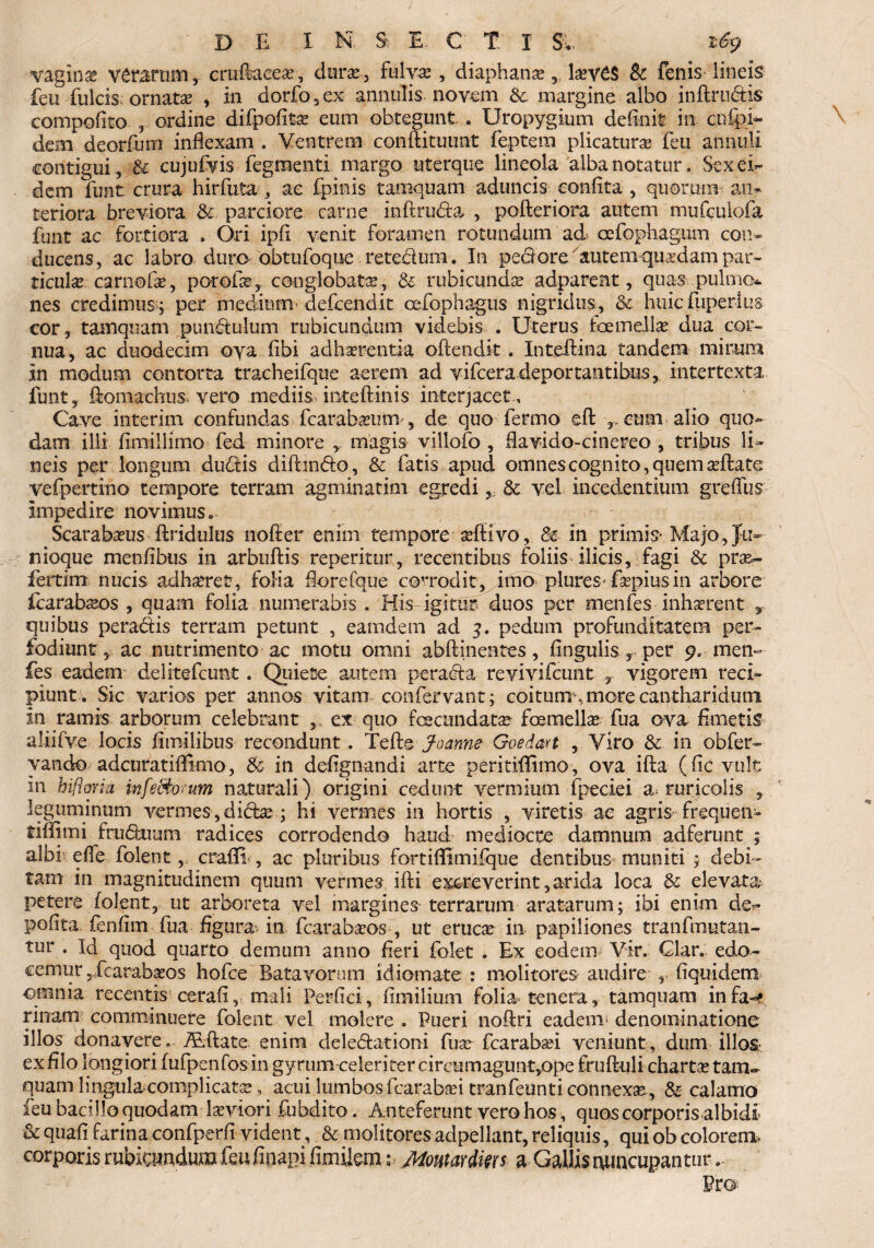 vaginae Vdranim, cruffaeea?, dura?, fulva? , diaphana?, la?v££ & fenis lineis feti fulcis: ornatas , in dorfo , ex annulis novem & margine albo inftrudtis compofito , ordine difpofita? eum obtegunt. . Uropygium delinit in cnfoi« dem deorfum inflexam . Ventrem conftituunt feptena plicatura? feti annuti contigui, U cujufvis fegraenti margo uterque lineola alba notatur. Sexei- dem finit crura hirfuta , ac fpinis tamquam aduncis eonfita , quorum- a% teriora breviora 8c. parciore carne inftrti&a , pofteriora autem mtifculofa funt ac fortiora . Ori ipfl venit foramen rotundum ad cefophagiitn con¬ ducens, ac labro duro obtufoque retectum. In pedore autemquadam par¬ ticula»- carnofas, poroile, conglobata?, & rubicunda adparent, quas.pulmo¬ nes credimus ; per medium-defcendit oefophagiis nigridus, &c huicfuperius cor, tamquam pundulum rubicundum videbis . Uterus foemella? dua cor¬ nua, ac duodecim oya fibi adherentia oftendit. Inteftina tandem mirum in modum contorta tracheifque aerem ad vifcera deportantibus, intertexta funt, ftomaehus vero mediis inteftinis interjacet.. Cave interim confundas fcarabeima, de quo fermo efl: , cum alio quo¬ dam illi fimillimo fed minore magis villofo , flavido-cinereo , tribus lig¬ neis per longum dudis diftmdo, & fatis apud omnes cognito, quem a?fhte vefpertino tempore terram agminatim egredi,, 3c vel incedentium greffus impedire novimus» Scaraba?us Aridulus noder enim tempore asftivo, in primis* Majo, Ju- nioque menfibus in arbuftis reperitur, recentibus foliis^ ilicis, fagi & prae- fertim nucis adhaeret, folia florefque corrodit, imo plures-fopiusin arbore fcarab^os , quam folia numerabis . His-igitur duos per menfes ■ inhserent r quibus peradis terram petunt , eamdem ad 3. pedum profunditatem per¬ fodiunt, ac nutrimento ac motu omni abftinentes, lingulis , per 9. men¬ fes eadem delitefcumt. Quiete autem peracta revivifcunt 7 vigorem reci¬ piunt; Sic varios per annos vitam confer van-t; coitum ., more cantharidum in ramis arborum celebrant ex quo fecundata? femella? fua ova Ametis al-iifve locis fimilibus recondunt. Tefte Joanne Gvedmt , Viro & in obfer- yando adcuratiflimo, & in defignandi arte peritiflimo, ova ifta (ficvulc in hifloriu mfeftoium naturali) origini cedunt vermium fpeciei a. ruricolis , leguminum vermes, di&a?; hi vermes in hortis , viretis ae agris* frequen- tiffimi fruduum radices corrodendo haud mediocre damnum adfertint ; albi1 efle Iolen t, crafli , ac pluribus fortiffimifque dentibus muniti ; debi¬ tam in magnitudinem quum vermes ifti excreverint,arida loca elevata petere folent, ut arboreta vel margines terrarum aratarum; ibi enim de¬ polita fenflm fua figura> in fcaraba?os , ut eruca? in papiliones tranfmutan- tur . Id quod quarto demum anno fieri folet . Ex eodem Vir. Clar. edo¬ cemur ,Xcaraba?os hofce Batavorum idiomate : molitores audire , fiquidem omnia recentis cerafi, mali Perfici, fiinilium folia tenera, tamquam infa«? rinam comminuere folent vel molere . Pueri noAri eadem* denominatione illos donavere» Alftate. enim delegationi fua? fcarabaei veniunt, dum illos, ex filo longiori fufpenfosin gyrum celeriter circumagunt,ope fruftuli charta? tam¬ quam Hngula-complicata?, acui lumbos fcarabaei tranfeunti connexa, & calamo feu bacillo quodam leviori fubdito. Anteferunt vero hos, quos corporis albidi & quafi farina confperfi vident, & molitores adpellant, reliquis, qui ob colorem* corporis rubicundum feufinapi fimilem; Momardms a Gallis nuncupantur . Pro