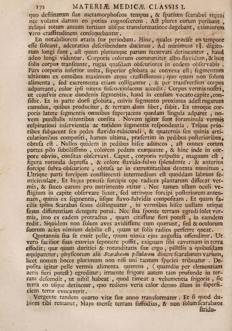 quo deflinatum fust metamorphofeos tempus , Sc fpatium fcarabsei reptai nec volatui datum eo potius cognofcerem . Aft plures eorum peribant , reliqui totum annum tertium abfque transformatione degebant, eximiorem vero craffitudinem confequebantur. En notabiliorem itatis fuse periodum. Hinc, quales prsecife eo tempore effe foleant, adcuratius defcribendum ducimus . Ad minimum i\. digito¬ rum longi funt, aft quum plerumque parum recurvati detineantur , haud adeo longi videntur. Corporis colorum communiter albo-flavidum,Scluce Tolis corpus tranfeunte, rugas quafdam obfcuriores in eodem obfervabis . Pars corporis inferior unita, fuperior globata ac convexa eft; Tegmentum ultimum ex omnibus maximum atque crafliflsmum ; quo quum non fotura alimenta , fed excrementa etiam colligantur , Sc per tranfverfum corpus adpareant, color ipfi nitens fufco-violaceus accedit. Corpus vermisnoftri, ut cujufvis erucse duodenis Tegmentis, haud in cenfum vocato capite, con- fiftit. Et in parte dorfi globata, cuivis Tegmento proximus adeft:rugarum cumulus, quibus producitur, Sc terram dum libet, fu-bit. Ex utroque cor¬ poris latere Tegmentis omnibus fuper jacens quaedam lingula adparet , no¬ vem pundulis nitentibus confita . Novem igitur Tunt foram inula vermis refpirationi infervientia ac totidem Tegmentis refpondentia . Tribus prio¬ ribus fubjacent Tex pedes flavido-rubicundi , Sc quaternis Teu quinis arti¬ culationibus compofiti, harum ultima, praefertim in pedibus pofterioribus* obtufa eft . Nullos quidem in pedibus hifce aduncos , aft omnes eorum partes pilo fubtiliflimo , colorem pedum exaequante , Sc hinc inde in cor¬ pore obvio, confitas obfervavi. Caput, corporis refpedtu , magnum eft , figura rotunda deprefla , Sc colore flavido-fulvo fplendente ; Sc anterius forcipe fulva-obfcuriore , obtufa ac in extremitatibus dentata munitum . Utrique parti forcipem conftituenti intermedium eft quoddam labrum fe- micirculare. Et hujus praeoife forcipis ope radices plantarum diflecat ver¬ mis, Sc fucco earum pro nutrimento utitur . Nec tamen ullum oculi ve- Iligium in capite obfervare licuit, fed utrinque forcipi pofterioremanten¬ nam, quinis ex Tegmentis, iifque flavo-fulvidis compofitam . Et quam fa¬ cilis ipfius Scarabaei Texus diftinguatur , in vermibus hifce nullam utique fexus differentiam detegere potui. Nec Tua fponte terram egredifoletver¬ mis, imo ex eadem protra&us , quam citiffime fieri poteft , in eamdem redit. Siquidem non folum aves avidiflime eum quaerunt, fed Sc oculorum fuorum acies nimium debilis eft, quam ut Tolis radios perferre queat. Quotannis Tua Te exuit pelle, quum nimia ejus anguftia offenditur. Ut. vero facilior Tuas exuvias feponere poflit, exiguam flbi cavernam in terra effodit; quae quum duritiei Sc rotunditatis Tuse ergo, pillulis a quibufdam aequiparetur; phylicorum alii Scarubmm pdlularem dixere fcarabseum varium, licet nomen hocce plurimum non nili uni tantum fpeciei tribuatur . De¬ polita igitur pelle vermis alimenta quaerens , ( quamdiu per clementiam aeris fieri poteft) egreditur; irruente frigore autem tam profunde in ter¬ ram defeendit, ut nihil habeat , quod timeat a vehementia frigoris , fic terra eo ufque detinetur , quo rediens veris calor denuo illum in fuperfi- ciem terrse evocaverit. Vergente tandem quarto vitae Tuse anno transformatur . Et fi qupd du¬ bium tibi remanet, Majo menfe terram fuffodias, Sc non folumfcarabseo^ , ftridu-