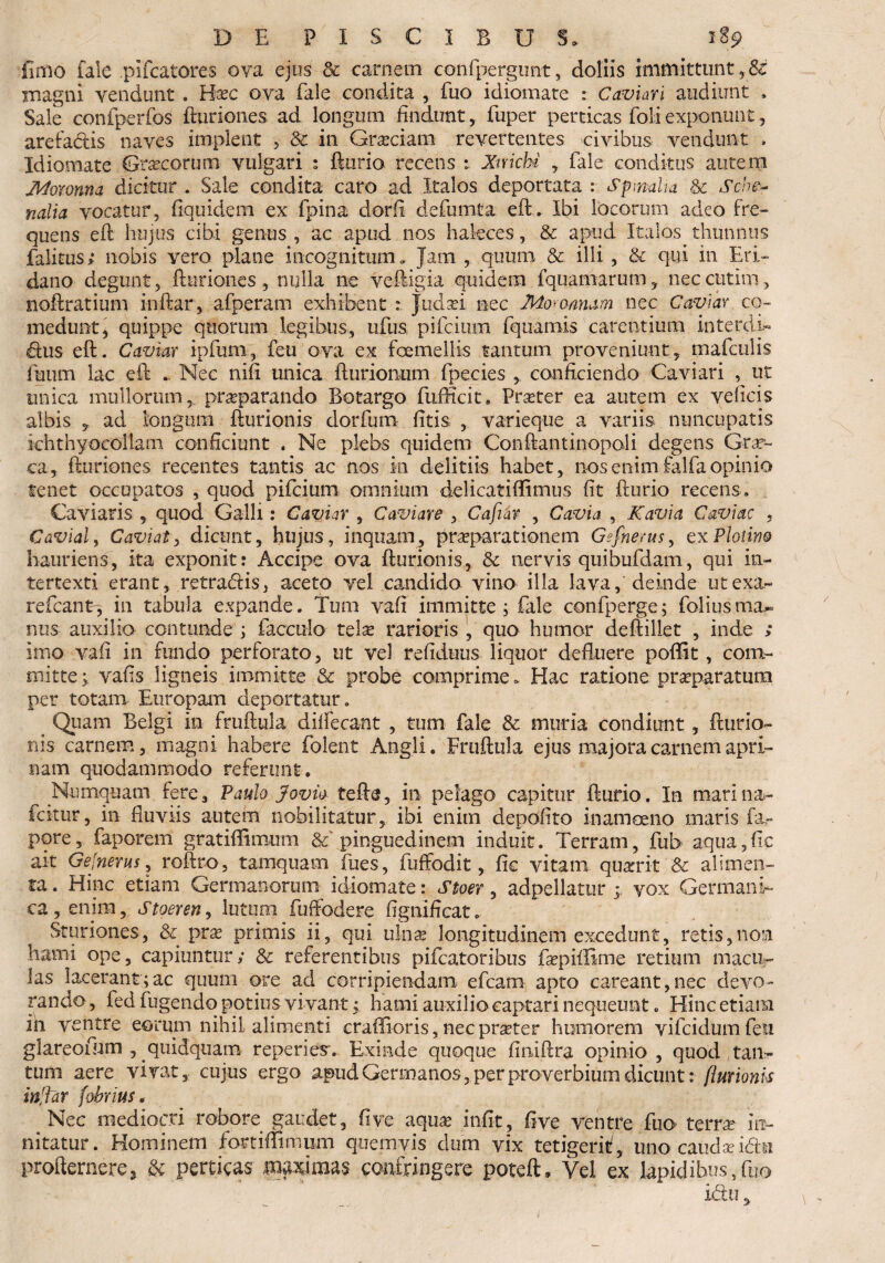 fimo fale plfcatores ova ejus & carnem confpergunt, doliis immittunt ,8£ magni vendunt . Bax ova fale condita , fuo idiomate : Cavum audiunt , Sale confperfos {turiones ad longum findunt, fuper perticas foli exponunt, arcfadis naves implent , & in Grasciam revertentes civibus, vendunt , Idiomate Graxorum vulgari * fturio recens : Xmchi , fale conditus autem Moronna dicitur . Sale condita caro ad Italos deportata : Spinalia & Scbe- nalia vocatur, fiquidem ex fpina dorfi defumta eft. Ibi locorum adeo fre¬ quens eft hujus cibi genus , ac apud nos hakces, & apud Italos thunnus falitus; nobis vero plane incognitum. Jam , quum. & illi, & qui in Eri¬ dano degunt, fturiones , nulla ne veftigia quidem fquamarum, neccutim, noftratium inftar, afperam exhibent : Judaei nec Mo*ornum nec Caviav co¬ medunt, quippe quorum legibus, ufus pifckim fquamis carentium interdi¬ ctus eft. Caviar ipfuni, feti ova ex foemellis tantum proveniunt, mafculis futim lac eft .. Nec nifi unica fturionum fpecies , conficiendo Cavi ari , ut unica mullorum, praeparando Botargo fufficit» Praeter ea autem ex ve ficis albis , ad longum fturionis dorfum fitis , varieque a variis nuncupatis khthyocollam conficiunt . Ne plebs quidem Conftantinopoli degens Grae¬ ca, fturiones recentes tantis ac nos m delitiis habet, nos enim falfa opinio tenet occupatos , quod pifcium omnium cklicatiffimus fit fturio recens» Caviaris , quod Galli: Caviar , Caviare , Cafiar , Cavia , Kavia Caviae , Cavial, Caviat, dicunt, hujus, inquam, praeparationem Gsfnerus, exPlotina hauriens, ita exponit: Accipe ova fturionis, & nervis quibufdam, qui in¬ tertexti erant, retrariis, aceto vel candido vino illa lava, deinde utexa- refeant, in tabula expande. Tum vafi immitte; fale confperge; foliu.sraa^ nus auxilia contunde ; facculo telae rarioris , quo humor deftiliet , inde ; imo vafi in fundo perforato, ut vel refiduus liquor defluere poffit, com¬ mitte; vafis ligneis immitte & probe comprime. Hac ratione .praeparatum per totam Europam deportatur. _ Quam Belgi in fruftula dilfecant , tum fale & muria condiunt , fturio- ilis carnem, magni habere folent Angli. Fruftula ejus majora carnem apri¬ nam quodammodo referunt. Numquam fere, Paulo Jovio tefte, in pelago capitur fturio. In marina- fcitur, in fluviis autem nobilitatur, ibi enim depolito inamoeno maris fa.- pqre, faporem gratiflimum pinguedinem induit. Terram, fub aqua,fic ait Gefnerus, roftro , tamquam fues, fuffodit, fk vitam quaerit & alimen¬ ta . Hinc etiam Germanorum idiomate: Stoer, adpellatur ; vox Germani¬ ca, enim, Stoeren, lutum (effodere fignificat» Sturiones, & prae primis ii, qui ulnae longitudinem excedunt, retis,non hami ope, capiuntur; & referentibus pifcatoribus EepiiBme retium macu¬ las lacerant;ac quum ore ad corripiendam efcam apto careant,nec devo¬ rando, fed lugendo potius vivant; hami auxilio captari nequeunt. Hinc etiam ih Vvcntre eorum nihil alimenti craffioris, nec praeter humorem vifcidumfeu glareouhm , qiiidquam reperies. Exinde quoque fimftra opinio , quod tan¬ tum aere vivat, cujus ergo apud Germanos, per proverbium dicunt: fturionis inftar fabrius. Nec mediocri robore gaudet, fi ve aquas infit, five ventre fuo terra? in¬ nitatur. Hominem fostiffimum quemvis dum vix tetigerit , uno caudae irin profternere, & perticas mmm$ confringere poteft, Vel ex lapidibus, fuo ictu >