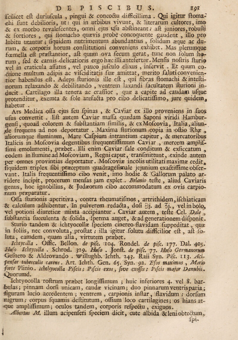 Scilicet eft duriufcula , pingui .& conco&u difficillima . Qui igitur Roma- chi funt debilioris, ut : qui in urbibus vivunt, & literarum cultores, im® ex morbo revalefcentes, omni ejus ufu abftineant; .aft juniores, robufti de fortiores , qui ftomacho quaevis probe concoquente gaudent illo pro iubitu utantur ; Equidem nutrimentum abundantius , folidum ^que ac du¬ rum, & corporis horum .conftitutioni conveniens exhibet. Mas plerumque foemella eft praeftantior, aft quum ova fecum gerat, tunc non folum ho¬ rum , fed & carnis delicatioris ergo hxc illi antefertur. Menfis noftris fturio vel in craticula affatus , vel pauco jufculo elixus , infervit .. Et quum co¬ cione multum adipis ac vifciditatis fuse amittat , merito faluti convenien- tior habendus eft. Adeps fturionis ille eft , qui fibras ftomachi &intefti- norum relaxando & debilitando , ventrem laxandi facultatem fturioni iin- ducit . Cartilago illa tenera ac craflior , quae a capite ad caudam ufque protenditur, exemta fole arefada pro cibo delicatiffimo, jure quidem a habetur . Ars Medica offa ejus feu fpinas , & CaViar ex illo proveniens in fuos ufus convertit . Eft autem Caviar maffa quadam Saponi viridi Hambur- genft, quoad colorem ,& fubftantiam iimilis, & exMofcovia, Italia,aliun~ .de frequens ad nos deportatur . Maxima fturionum copia In oftio 'Rh^e 9 aliorumque fluminum, Mare Cafpium intrantium capitur, 3c mercatoribus Italicis in Mofcovia degentibus frequentiffimum Caviar , mercem amplif- fimi emolumenti, praebet. Illi enim Caviar fale conditum Sc exficcatum 3 eodem in flumine ad Mofcoviam, Regni caput,' tranfmittunt, exinde .autem per omnes provintias deportatur. Mofcoviae incolis utilitati maximae cedit 8 Equidem triplex Ebi praeceptum quadragefimale jejunium exa&iflime obfer- vant. Italis frequentiflimo cibo venit, imo hodie & Gallorum palato ar¬ ridere incipit, procerum menfas jam explet » Belonio tefte , aliud Caviaris genus, hoc ignobilius, & Judaeorum cibo accommodatum ex ovis carpio- num praeparatur. Offa fturionis aperitiva, contra rheumatifmos , artrithidem, ifchiaticam & calculum adhibentur. In pulverem reda&a, doE gj. ad 3j., vel in bolo, vel potioni diuretica mixta accipiantur... Caviar autem, tefte Cei. Dale s fubftantia fucculenta & folida, fperma auget, & ad generationem difponit« Sturio tandem & ichtyocollae fpeciem cinereo-flavidam fuppeditat, quae in foliis, nec convoluta, proflat; illa igitur folutu difficilior eft, aft £b~ luta, eamdem, quam alia, virtutem praebet. Ichtycdla . Offic. Rellon. de pifc. m 04. Rondel. de pifc. 177. Dal. 405 e Hufo Ichtycolla . Schrod. 529. Hufo . Jonft. de pifc. 77. Hufo Germanorum Gefnero & Aldrovando . willughb. Ichth. 245. Raii Syn. Pifc. 113. Acu penfer tuberculis carens. Art. Ichth. Gen. 65. Syn. 92. Bfos maximus , Mario forte Plinio, ichtbyocolla Pifcis; Pifcis exos, five exojfis; Pifcis major Danubii * Quorumd. Ichtyocolla roftrum praebet longiffimum ; huic inferiores 4. vel 8. bar¬ bulas; pinnam dorfi unicam, caudae vicinam; duo pinnarum ventris paria; ffiguram lucio accedentem ; ventrem , carpionis inftar, flavidum ; dorfum nigrum; corpus fquamis deftitutum, odium loco cartilagines; os hians at¬ que ampliflimum; oculos tandem, corporis refpe<ftu , exiguos. Albmus M. illum acipenferi fpeciem dicit, cute albida &leniobte<ftum^ :fpb