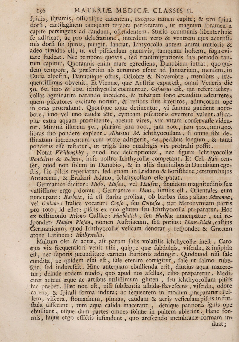 fpinis, fquamis, oflibufque carentem, excepto tamen capite; Sc pro fpina dorii, cartilaginem tamquam terebra perforatam , ut magnum foramen a capite pertingens ad caudam, ofbndentem. Sturio communis libenter huic fe adfdcat, ac pro dele&atione , interdum vero Sc ventrem ejus acutiffi- mis dorfi fui fpinis, pungit, fauciat. Ichtyocolia autem animi mitioris Sc adeo timidus eft, ut vel pifciculum quemvis, tamquam hoftem, fuga evi¬ tare ftudeat. Nec tempore quovis , fed tranfmigrationis fuse periodo tan¬ tum capitur. Quotannis enim mare egrediens, Danubium intrati quo qui¬ dem tempore, Sc pradertim ab autumno ufque ad Januarium, menfem,in Dacia alpeftri, Danubiiqiie oftiis, O&obrc Sc Novembre , menfibus , fre- quentiffimus obvenit. Et Vienna?, qua? Auftria? caputeft, omni Veneris die 50. do. imo Sc 100. ichthycolla? coemuntur. Gefnents eft, qui refert.-ichty- collas agminatim natando incedere, Sc tubarum fono exaudito adeurrere; quem pifcatores excitare norunt, & retibus fuis irretitos, aduncorum ope in oras protrahunt. Quoufque aqua detinentur, vi fumma gaudent ac ro¬ bor e, imo vel uno cauda? ictu, cymbam pifcatoris evertere valent ;aft ca¬ pite extra aquam prominente, abeunt vires, vix vitam confervalfeviden¬ tur. Minimi illorum 50., plurimi jam 100., jam 200., jam 500., i 1110400. libras fuo pondere explent. Ubertus M. ichthyocoilam , fi omne fibi de¬ fanatum incrementum cum a?tate adtigerit, 24, pedibus longum , Sc tanti ponderis efle teftatur , ut trigis imo quadrigis vix protrahi poffit. Notat FVillougbby , quod nec deferiptiones , nec figura? Ichthyocolla? 1JRondeletii Sc Belonis, huic noftro Ichthycolla? competant. Et Cei. Raii cen^ fet, quod non folum in Danubio, Sc in aliis fluminibus in Danubium ege- ftis, hic pifeis reperiatur; fed etiam in Eridano ckBorifthene /etenim hujus Antaceum, Sc Eridani Adano, Ichthycollam efle putat. - Germanice dicitur: Hufo, Hufen, vel Haufen, fiquidem magnitudinis fua? vaftiflima? ergo , domui , Germanice : Haus, fimilis eft . Orientales eum nuncupant: Barbataid eft Barba prolixa, ob barbas fuas; alias: Movonna* vel Collam : Italice vocatur: Copfo , feu Colpefce , per Metonymiam partis pro toto, id eflet: pifeis ex quo gluten feu Ichthyocolla praeparatur. Hoc ex teftimonio Belonis Gallice: Husblalivh , feu Hmblac nuncupatur , cui re- fpondet: Haufen Phfen , nomen Auftriacum, fen potius: Baus-Blafe, caftius Germanicum; quod Ichthyocolla vefleam denotat ; refpondet Sc Gra?cutn atque Latinum: Ichthyocolla. Multum olei Sc aqua?, aft parum falis volatilis ichthycolla? ineft . Caro ejus vix frequentiori venit ufui, quippe qua? fubdulcis, vifeida, Sc inflpida eft, nec faporis jucunditate carnem fturionis adtingit. Quidquod nifl fale condita, ne quidem efui eft , fale etenim corrigitur , fale ut falmo rube- fcit, fed indurefeit. Hinc antequam ebullienda erit, diutius aqua macere¬ tur; deinde eodem modo, quo apud nos afellus, cibo praeparetur. Medi¬ cina autem a?que ac artibus utiliffimum gluten , feu ichthyocoilam pifeis hic praebet. Ha?c non eft, nifl fubftantia albida-flavefeens , vifeida, odore carens, & fpirali forma induta; ac fequentem in modum prieparatur: Pel¬ lem, vifcera, ftomachum, pinnas, caudam Sc aeris veficulampifeis in fru- ftula diflecant , tum aqua calida macerant , denique parcioris ignis ope ebulliunt, ufque dum partes omnes fohita? in pultem abierint . Hanc for¬ mis, hujus ergo efti&is infundunt, quo arefeendo membrana? formam in¬ duat;