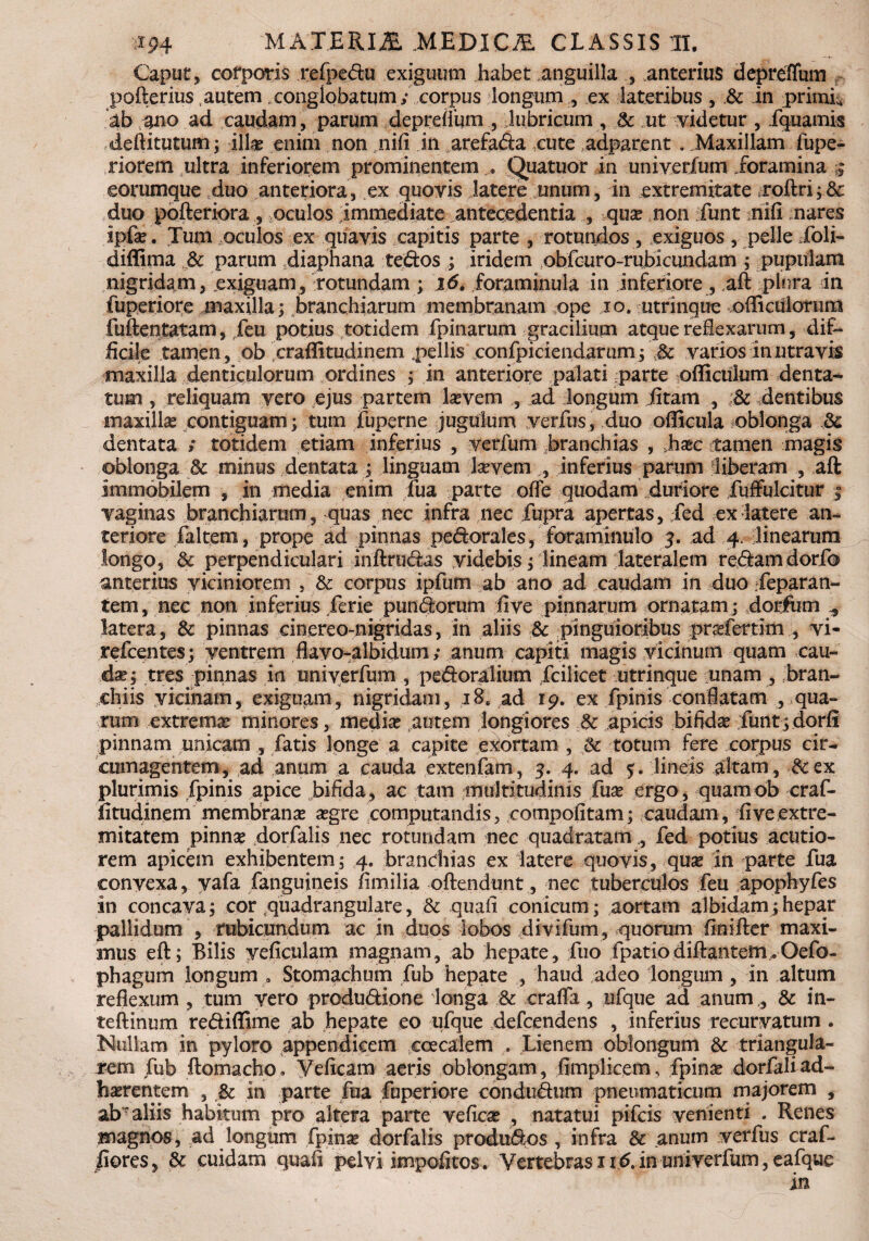 Caput, corporis refpedu exiguum habet anguilla , .anterius depreffum pofterius, autem conglobatum ; corpus longum , ex lateribus , .& in primis ab ano ad caudam, parum depreflum , lubricum , & ut videtur, fquamis deftitutum; illae enim non ,nifi in .arefada cute adparent . .Maxillam fupe- riorem ultra inferiorem prominentem . Quatuor in univerfum foramina eorumque duo anteriora, ex quovis latere unum, in extremitate xoifri;8c duo pofteriora, oculos immediate antecedentia , qua? non funt nifi nares Ipfae. Tum oculos ex quavis capitis parte , rotundos, exiguos, pelle ioli- diffima Sc parum diaphana tedos ; iridem .obfcuro-rubicundam ; pupulam nigridam, exiguam, rotundam ; 16. foraminula in inferiore, aft plura in fuperiore maxilla; branchiarum membranam ope io. utrinque officulorura fuftentatam, feu potius totidem fpinarum gracilium atque reflexarum, dif¬ ficile tamen, ob craffitudinem .pellis confpiciendarum; Sc varios in utra vis maxilla denticulorum ordines ; in anteriore palati parte officulum denta¬ tum , reliquam vero ejus partem laevem , ad longum iitam , ;& dentibus maxilla contiguam; tum Fuperne jugulum verfus, duo officula oblonga .& dentata ; totidem etiam inferius , verfum branchias , ,haec tamen magis oblonga Sc minus dentata ; linguam laevem ., inferius parum liberam , aft immobilem , in media enim fua parte offe quodam duriore fuffulcitur ; vaginas branchiarum, quas nec infra nec fupra apertas, Xed ex latere an¬ teriore faltem, prope ad pinnas perorales, foraminulo 3. ad 4. linearum longo, & perpendiculari inftrudas videbis; lineam lateralem redam dorfo anterius viciniorem , & corpus ipfum ab ano ad caudam in duo Xeparan- tem, nec non inferius ferie pundorum five pinnarum ornatam; dorfum ^ latera , & pinnas cinereo-nigridas, in aliis &: pinguioribus praefertim , vi- refcentes; ventrem flavo-albidum ; anum capiti magis vicinum quam cau¬ dae; tres pinnas in univerfum , pedoralium fcilicet utrinque unam , Bran¬ chiis vicinam, exiguam, nigridam, 18. ad 19. ex fpinis conflatam , qua¬ rum extremae minores, mediae autem longiores &: apicis bifidae funt;dorfi pinnam unicam , fatis longe a capite exortam , Jk totum fere corpus cir¬ cumagentem, ad anum a cauda extenfatn, 3. 4. ad 5:. lineis altam , &ex plurimis fpinis apice bifida, ac tam multitudinis fuae ergo , quamob craf¬ fitudinem membranae aegre computandis, compofi tam; caudam, fi ve extre¬ mitatem pinnae dorfalis nec rotundam nec quadratam,, fed potius acutio¬ rem apicem exhibentem; 4. branchias ex latere quovis, quae in parte fua convexa, vafa (anguineis fimilia offendunt, nec tuberculos feu apophyfes in concava; cor quadrangulare, & quali conicum; aortam albidam;hepar pallidum , rubicundum ac in duos lobos divifum, quorum fini fler maxi¬ mus eft; Bilis yeficulam magnam, ab hepate, fuo fpatiodiflantem.vOefo- phagum longum . Stomachum fub hepate , haud adeo longum , in altum reflexum , tum vero produdione longa & craflfa, ufque ad anum ,, & in- teftinum rediffime ab hepate eo ufque defcendens , inferius recurvatum . Nullam in pyloro appendicem ccecalem . Lienem oblongum & triangula¬ rem fub ftomacho. Veficam aeris oblongam, fimplicem, fpinae dorfali ad¬ haerentem , & in parte fua fuperiore condudum pneumaticum majorem , abr aliis habitum pro altera parte veficae , natatui pifcis venienti . Renes magnos, ad longum fpinse dorfalis produdos , infra & anum verfus craf- fiores5 & cuidam quali pelvi impolitos. Vertebras 116.in univerfum, eafque