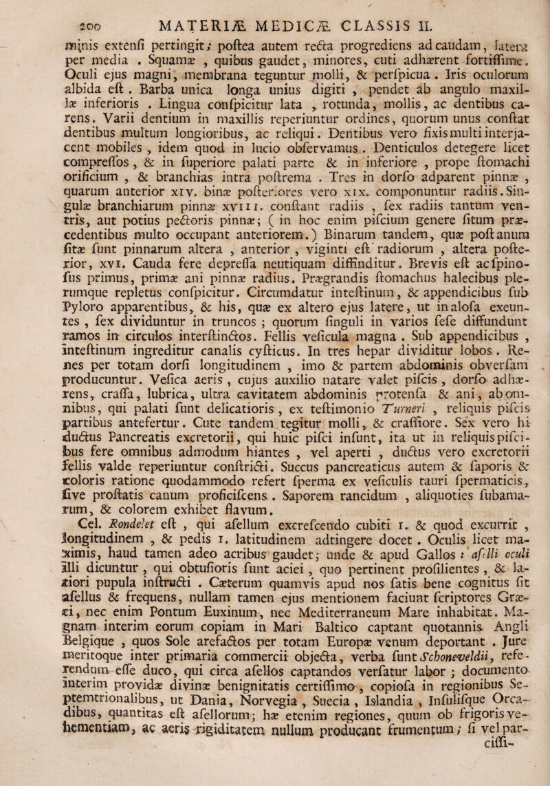 minis extenfi pertingit; poflea autem redta progrediens ad caudam, latera per media . Squama? , quibus gaudet, minoresy cuti adhaerent fortiflfime. Oculi ejus magni, membrana teguntur molli, & perfpicu-a . Iris oculorum albida efl . Barba unica longa unius digiti , pendet ab angulo maxil¬ las inferioris . Lingua confpicitur lata rotunda, mollis, ac dentibus ca¬ rens. Varii dentium in maxillis reperiuntur ordines, quorum unus conflat dentibus multum longioribus, ac reliqui . Dentibus vero fixis inulti interja¬ cent mobiles , idem quod in lucio obfervamus . Denticulos detegere licet compreffos , & in fbperiore palati parte & in inferiore , prope flomachi orificium , & branchias intra poflrema . Tres in dorfo adparent pinnae , quarum anterior xiv. binae pofteriores vero xix* componuntur radiis.Sin¬ gulae branchiarum pinnar xvm. confiant radiis , fex radiis tantum ven¬ tris, aut potius pedtoris pinnae; ( in hoc enim pifcium genere fitum pro¬ cedentibus multo occupant anteriorem.) Binarum tandem, quo poftanura fito funt pinnarum altera , anterior , viginti efl radiorum , altera pofte- rior, xyi. Cauda fere depreffa neutiquam diffinditur. Brevis efl acfpino- fus primus, primo ani pinna? radius. Praegrandis flomachus halecibus ple¬ rumque repletus confpicitur. Circumdatur inteftinur», & appendicibus fui> Pyloro apparentibus * & his, quo ex altero ejus latere, ut inalofa exeun¬ tes , fex dividuntur in truncos ; quorum finguli in varios fefe diffundunt ramos in circulos interflindlos. Fellis veficula magna . Sub appendicibus , inteflinum ingreditur canalis cyflicus. In tres hepar dividitur lobos . Re¬ nes per totam dorfi longitudinem , imo & partem abdominis obverfam producuntur. Vefica aeris , cujus auxilio natare valet pifcis , dorfo adho- rens, craffa, lubrica, ultra cavitatem abdominis protenfa & ani, ab om¬ nibus, qui palati funt delicatioris , ex teflimonio Tumeri , reliquis pifcis partibus antefertur. Cute tandem tegitur molli,, & crafiiore. Sex vero hi dudus Pancreatis excretorii, qui huic pifci infunt, ita ut in reliquis pifci- Ibus fere omnibus admodum hiantes , vel aperti , dudlus vero excretorii fellis valde reperiuntur conflridli. Succus pancreaticus autem & faporis & coloris ratione quodammodo refert fperma ex veficulis tauri fpermaticis, live proflatis canum proficifcens. Saporem rancidum , aliquoties fubama- rum, & colorem exhibet flavum, Cei. Rondelet efl , qui afelluin excrefcendo cubiti r. & quod excurrit , longitudinem , & pedis i. latitudinem adtingere docet. Oculis licet ma¬ trimis, haud tamen adeo acribus gaudet; unde & apud Gallos aftlli oculi Illi dicuntur , qui obtufioris funt aciei, quo pertinent profilientes , & la¬ tiori pupula inftrudi . Ceterum quamvis apud nos fatis bene cognitus fit afellus & frequens, nullam tamen ejus mentionem faciunt fcriptores Gra?~ ci, nec enim Pontum Euxinum, nec Mediterraneum Mare inhabitat. Ma¬ gnam interim eorum copiam in Mari Baltico captant quotannis Angli Belgique , quos Sole arefa&os per totam Europa? venum deportant . Jure meritoque inter primaria commercii objedla, verba funt Scboneveldii, refe¬ rendum effe duco, qui circa afellos captandos verfatur labor ; documento interim provida divina? benignitatis certiffimo , copiofa in regionibus Se- ptemtrionalibus, ut Dania, Norvegia , Suecia , Islandia , Infulifque Orca¬ dibus, quantitas efl afellorum; ha? etenim regiones, quum, ob frigoris ve¬ hementiam, ac aeris rigiditatem nullum producant frumentum ; fi vel par-