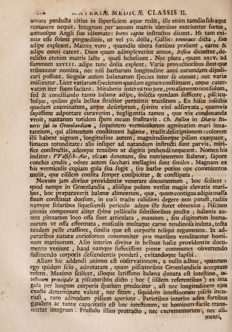 amore perduda citius in fuperficiem aquas redit, ille enim tamdiufubaqua remanere nequit. Integrum per annum matris uberibus nutriuntur foetus, armuofque Angli fuo idiornate:: brevi capite inftrudos dicunt. Hi tam exi¬ miae e fle Colent pinguedinis, ut vel 50. dolia, Gallis: tonneaux dida , fuo adipe expleant. Matres vero , quamdiu ubera foetibus praebent , carne & adipe omni carent. Duos quum adimpleverint annos, fieftia dicuntur,de- relido etenim matris lade , quafi hebefcunt* Nec plura,quam xxiv. ad fummum xxviii. adipe tunc dolia explent, Varia provedioribus funt quas tribuuntur nomina, nec nifi barbarum longitudine anni earumdem dijudi¬ cari pofliuu. Singulas autem balasnarum Ipecies inter Ce coeunt; nec varias mifcentur. Licet variarumfpederumquasdam agmen eonftituant, atque cater- vatim iter fuum faciant . Miraberis inter ea tuojure , proalimento non folum , fed & conciliando tanto balasnas adipe, infeda quasdam fufficere , pifcicu- lofque, quibus gula belluas ftridior permittit tranfitum ... Ex hifce in&dis quasdam examinatum , atque deferiptum, fpiritu vini adfervata, quamvis faspifiime adportare curaverim , negligentia tamen quas vix condonanda venit, nautarum totidem fpem meam fruftravit. Cb. Bullen In Diario Iti¬ neris fui in Groenlandiam fequentem vermiculorum agminatim mari inna¬ tantium , qui alimentum conftituunt batenas, tradit dqfcriptionem: colorem illi habent nigrum, longitudine autem, magni tudin eque pifum exaequant, limaces rotunditate; alis infuper ad natandum inftrudi funt parvis, miri¬ fice con (trudis, adeoque tenuibus ut digitis prehendi nequeant. Nomen his inditur,: FFalfifch-Aas, efcam denotans, feu nutriipentum Balasnas; fapore conchis crudis , odore autem facchari mellagini funt ii mi! es . Magnam ex his vermiculis copiam gula fua fugit , feu barbas potius ope comminutos molit, quas eifdem confita femper confpicitur& conftipata. Novum jam divinas providentias venerare documentum hoc fcilicet : quod nempe in Groehlandia , aliifque polum verfus magis elevatis mari¬ bus, hoc praeparaverit balasnx alimentum, quse, quum contigua adipis mafla fuum conftituat dorfum, in coeli tradu calidiori degere non poteft, radiis namque folaribus liquefcendi periculo adeps ille foret obnoxius . Pifcium pinnas componunt aliter fpinas pelliculis fubtilioribus jundas ; balasnis au¬ tem pinnarum loco offa funt articulata , manuum , feu digitorum huma¬ norum ut offa efformata , mufculis multaque carne tendinofa induta, teda tandem pelle crafiiore, fimilis quse eft corporis reliqui tegumento. In ad- paratibus naturas curioforum communiter pro manibus venditantur homi¬ num marinorum. Alio interim divinas in belluas hafce providentias docu¬ mento veniunt , haud namque fuffeciflent pinnas communes obvertendo fuftinendo corporis defc.endentis ponderi, evitandoque lapfui. Aliam hic addendi animus eft obfervationem, a nullo adhuc-, quantum ego quidem fcio , adnotatam , quam pifcatoribus Groenlandicis acceptam refero. Maximo fcilicet, illoqtie latiflimo balasna donata eft inteftino, *«- tefliaum principale a pifcatoribus dido ; hoc ( iifdem referentibus} ex ima gula per longum corporis fpatium producitur , aft nec longitudinem ejus exade determinare valent , nec fitum , fiquidem inteftinorum pifcis incu- riofi , raro admodum pifcem aperiunt . Parietibus interim adeo fortibus gaudens ac tantas capacitatis eft hoc inteftintim, ut hominem facile trans¬ mittat integrum . Fruftulo illius protrado , nec excrementorum , nec ali- menti,