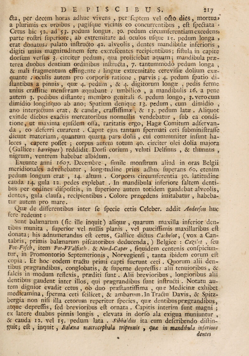 da, p£r decem horas adhuc vivens , per feptem vel odo die$, mortua^ a plurimis ex urbibus , pagifque vicinis eo concurrentibus , eft fpedata • Cetus hic 52. ad 53. pedum longus, 50. pedum circumferentiam excedenss parte roftri fuperiore, ab extremitate ad oculos ufque i*. pedum longa 9 erat donatus,* palato inftru&o 42. alveolis , dentes mandibula? inferioris 5 digiti unius magnitudinem fere excrefcentes recipientibus; fiftula in capite dorfum verfus 3. circiter pedum, qua proliciebat aquam; mandibula prae¬ terea duobus dentium ordinibus inftru&a, 7. tantummodo pedum longa , & mali fragmentum effingente ; linguas extremitate cerevifiae dolium exae- quante > oculis autem pro corporis ratione , parvis ; 4. pedum fpatio di- ftantibus a pinnis , quae 4. pedum , & 4. digitorum longae , pedis ferme unius craffitie menfbram aequabant ; umbilico , a mandibulis 16. a pene autem 3. pedibus diftante; membro genitali 6. pedum longo, 3. vero cum dimidio longinquo ab ano; Spatium denique 13. pedum , cum dimidio , ano interje&im erat, & caudae, craffiffimae, & 13. pedum latae. Aliquot exinde diebus exa&is mercatoribus nonnullis vendebatur , fub ea condi¬ tione, ut maxima ejufdem offa, raritatis ergo, Hagae Comitum adfervan- da , eo deferri curarent . Caput ejus tantam fpermati ceti fubminiftraffe dicunt materiam, quantum quarta pars dolii , cui communiter infunt ha- leces , capere poffet ; corpus autem totum 40. circiter olei dolia majora (Gallice: barriques) reddidit Dorfi corium, veluti Delfinus , 3c thunnus , nigrum, ventrem habebat albidum. Exeunte anni 1607. Decembre , fimile monftrum aliud in oras Belgii meridionales advehebatur , longitudine prius adhuc fuperans 6o. etenim pedum longum erat , 14. altum . Corporis circumferentia 30. latitudine cauda 14. gula 12, pedes explebat . In mandibula inferiore faltem denti¬ bus per ordines difpofitis, in fuperiore autem totidem gaudebat alveolis, dentes, gula claufa, recipientibus. Colore praecedens imitabatur, habeba¬ tur autem pro mare. Qua? de differentibus inter fe fpecie cetis Celeber, addit Anderfon huc fere redeunt : Sunt balaenarum (fic ille inquit) aliquae, quarum maxilla inferior den¬ tibus munita , fuperior vel nullis planis , vel pauciffimis maxillaribus eft donata; his adnumerandus eft cetus, Gallice di&us Cacbelot, (vox a Can¬ tabris, primis balaenarum pifcatoribus deducenda, ) Belgice : Ca^ilct , feu Pot-Fifcb, item Pot-FValfisch. & Nord-Caper 9 fiquidem centenis confpiciun- tiir, in Promontorio Septemtrionis , Norvegienfi , tanta ibidem eorum eft copia . Et hoc eodem tradoi primi capti fuerunt ceti . Quorum alii den¬ tibus praegrandibus, conglobatis, & fuperne depreffis; alii tenuioribus, & falcis in modum reflexis, praediti funt . Alii brevioribus, longioribus alii dentibus gaudent inter illos, qui praegrandibus funt inftrufii . Notatu au¬ tem dignior evadit cetus, ob duo praeftantiffima , que Medicina; exhibet medicamina, fperma ceti fcilicet, & ambarum.InTradu Davis, & Spi-tz- bergia non nifi illa cetorum reperitisr fpecies, que dentibus praegrandibus s atque depreffis, fed brevioribus eft ornata . Capitis interim funt magni ; ex latere duabus pinnis longis , elevata in dorfo ala exigua muniuntur , & cauda 12. vel 15. pedum lata . Sibbaldus ita eum defcribendo diftin- guit; eft 5 inquit, BaUna rnacrocepbala tripennis , qm in mandibula inferiore dentes \