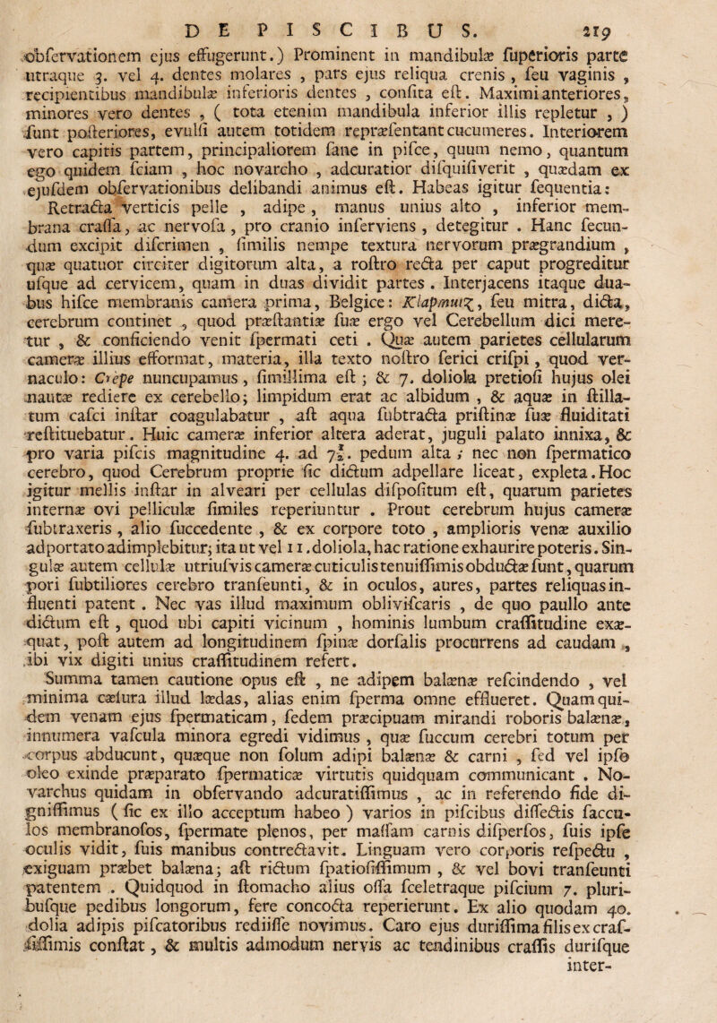 dbfervationem ejus effugerunt.) Prominent in mandibula? fuperioris paret utraque 3. yel 4. dentes molares , pars ejus reliqua crenis , feu vaginis , recipientibus mandibul* inferioris dentes , confita eft. Maximi anteriores 5 minores vero dentes , ( tota etenim mandibula inferior illis repletur , ) Xunt pofteriores, evulfi autem totidem repraefentantcucumeres. Interiorem vero capitis partem, principaliorem fane in pifce, quum nemo, quantum ego quidem fciam , hoc novarcho , adeuratior difquifiverit , quaedam ex ejufdem obfervationibus delibandi animus eft. Habeas igitur fequentia: Retraria verticis pelle , adipe , manus unius alto , inferior mem¬ brana craffa, ac nervofa, pro cranio inferviens , detegitur . Hanc fecun¬ dum excipit diferimen 5 fimilis nempe textura nervorum praegrandium , qua? quatuor circiter digitorum alta, a roftro reria per caput progreditur ufque ad cervicem, quam in duas dividit partes . Interjacens itaque dua¬ bus hifce membranis camera prima, Belgice: Klapmut%y feu mitra, dida, cerebrum continet 5 quod pnrftantia? fua? ergo vel Cerebellum dici mere¬ tur , & conficiendo venit fpermati ceti . Quas autem parietes cellularum camera illius efforraat, materia, illa texto noftro ferici crifpi, quod, ver¬ naculo: Cvepe nuncupamus, fimillima eft ; & 7, doliola pretiofi hujus olei nauta: rediere ex cerebello; limpidum erat ac albidum , & aqua? in ftilla- tum cafci inftar coagulabatur , aft aqua fubtraria priftinae fuse fluiditati reftituebatur. Huic camerae inferior altera aderat, juguli palato innixa, 6c pro varia pifeis magnitudine 4. ad 7-*. pedum alta,* nec non fpermatico cerebro, quod Cerebrum proprie fic dirium adpellare liceat, expleta.Hoc igitur mellis inftar in alveari per cellulas difpofitum eft, quarum parietes interna? ovi pelliculae fimiles reperiuntur . Prout cerebrum hujus camera? fubtraxeris , alio fuccedente , & ex corpore toto , amplioris venae auxilio ad portato adimplebitur; ita ut vel 11 .doliola, hac ratione exhaurire poteris. Sin¬ gulae autem cellulae utriufvis camera? cuticulis tenuiflimisobdudaefunt, quarum pori fubtiliores cerebro tranfeunti, & in oculos, aures, partes reliquas in¬ fluenti patent . Nec vas illud maximum oblivifearis , de quo paullo ante dirium eft , quod ubi capiti vicinum , hominis lumbum craflitudine exa?- quat, poft autem ad longitudinem fpina? dorfaiis procurrens ad caudam , ibi vix digiti unius craftitudinem refert. Summa tamen cautione opus eft , ne adipem balaena? refeindendo , vel minima caeiura illud laedas, alias enim fperma omne efflueret. Quam qui¬ dem venam ejus fpermaticam, fedem praecipuam mirandi roboris balaena?, innumera vafcula minora egredi vidimus , quae fuccum cerebri totum per corpus abducunt, quaeque non folutn adipi balaena? & carni , fed vel ipfe oleo exinde praeparato fpermatica? virtutis quidquam communicant . Na¬ varchus quidam in obfervando adeuratiflimus , ac in referendo fide di- gniflimus ( fic ex illo acceptum habeo ) varios in pifeibus differiis faccu- los membranofos, fpermate plenos, per maffam carnis difperfos, fuis ipfe oculis vidit, fuis manibus contredavit* Linguam vero corporis refperiu , exiguam praebet balaena; aft ririum fpatiofiflimum , & vel bovi tranfeunti patentem ... Quidquod in ftomacho alius offa fceletraque pifeium 7. pluri- bufque pedibus longorum, fere concoria reperierunt. Ex alio quodam 40. dolia adipis pifcatoribus rediiffe novimus . Caro ejus duriflima filis ex craf- ififfimis conftat, & multis admodum nervis ac tendinibus craffis durifque inter-