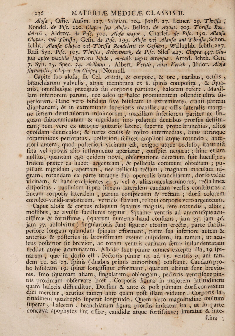 Alofa , Offic. Aufon. 127. Salvian. 204, Jonft, 27. Lemer. 29. Thviffa , Rondel. de Pifc. 220. Clupea [eu Alofa, Bellon. de Aquat. 309. Tbrijfa Ron- deletii , Aldroy. d? Pi/c. 500. major , Charlet. d? Pz/c. 150. Alaufa Clupea, vel Tbtijfa, Gefin. d^ Pifc, 199. /f/o/ii Alaufa aut TbrijJa,Schon. Ichht. Alaufa Clupea vel 'Thriffa Rondeletii & Gefneri, willughb. Ichth.227. Raii Syn. Pi/c. 105. Thriffa, Scbvvenck.. de Pifc. Silef 447. Clupea 447. Clu* pea apice maxilla fuperloris bifido , maculis nigris utrmque . Arted. Ichth. Gen. 7. Syn. 15. Spec. 54. Arifiotus . Albert. Feritb , alias Fencb , Ifidor. yf/o/is fluviatilis; Clupea jeu Chipea. NonnulL Capite fuo alofa, fic Cei. Attedi, & corpore, & ore , naribus, oculis , branchiarum valvulis, atque membrana ex 8.'fpinis compotita , & fqua- mis, ornnibufque praecipuis fui corporis partibus, halecem refert . Maxil¬ lam inferiorem parum, nec adeo ut halec prominentem offendit ultra fu- periorem. Hanc vero bifidam five bifulcam in extremitate; cranii partem diaphanam; in extremitate fuperioris maxillae, ac offis lateralis margi¬ ne feriem denticulorum mininiorum , maxillam inferiorem pariter ac lin¬ guam fubacuminatam & nigridam imo palatum dentibus prorfus deftltu- tam; tum vero ex utroque gutturis latere, fuperne prope branchias, alios quofdam denticulos; Sc nares oculis & roftro intermedias, binis utrinque foraminibus perforatas , pofteriori fcilicet ampliori atque rotundo , ante¬ riori autem, quod pofteriori vicinum eft, exiguo atque occlufo, itauuiift feta vel quovis alio inftrumento aperiatur , confpici nequeat; hinc etiam nullius, quantum ego quidem novi, obfervatione detedum fuit hucufque. Iridem praeter ea habet argenteam , & pellicula communi obtedeam ; pu¬ pillam nigridam , apertam , nec pellicula tedram ; magnam maculam ni¬ gram , rotundam ex parte utraque fub operculis branchiarum, dorfo valde vicinam, & hanc excipientes 4. 5. vel 6. alias maculas minores, reda linea difpofitas , paullulurn fupra lineam lateralem caudam verfus conftitutas lineam corporis lateralem , parum confpicuam 8r redeam ; dorfi colorem coeruleo-viridi-argenteum, verticis flavum ? reliqui corporis vero argenteum. Caput alofte & corpus reliquum fquamis magnis, fere rotundis , albis , mollibus, ac avulfu facillimis tegitur. Squama ventris ad anumufqueacu- tiffimae & fortiffimae , (quarum numerus haud conflans , jam 35. jam 36. jam 37. abfolvitur) fingularioris funt figura; etenim eredeae, parte fuafu- periore longam quamdam fpinam efformant, parte fua inferiore autem & anterius & pofterius in breviffimam exeunt cufpidem, ita tamen, ut acu¬ leus pofterior fit brevior, ac totam ventris carinam, ferrae inftardentatam reddat atque acuminatam. Albida funt pinna: omnes excepta illa, 19.fpi~ narum , quae in dorfo eft . Pedoris pinnae 14. ad 15. ventris 9. ani tan¬ dem 22. ad 23. fpinis (duabus primis minoribus) conflant. Caudam pro¬ be bifulcam 19. fpinam longiffimae efformant , quarum ultimae funt brevio¬ res. Imo fquamam aliam, lingularem, oblongam, pedoris ventrifquepin¬ nis proximam obfervare licet . Corporis figura in majorem latitudinem quam halecis diffunditur. Dorfum & ante & pofl pinnam dorfi convexum ffici meretur , acutius tamen ante quam pofl illam videtur . Corporis la¬ titudinem quadruplo fuperat longitudo. Quem vero magnitudine multum fuperat, halecem , branchiarum figura prorfus imitatur ita , ut in parte concava apophyfes fint offect, candidae atque fortifsimae; imitatur dt inte-* ftina 'j