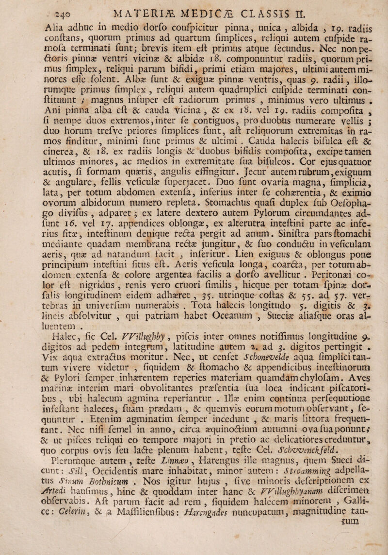 Alia adhuc in medio dorfo confpicitur pinna, unica, albida , 19. radiis conflans, quorum primus ad quartum fimplices, reliqui autem cufpide ra- mofa terminati funt; brevis item eft primus atque fecundus. Nec non pe¬ ctoris pinna? ventri vicina? & albida iB. componuntur radiis, quorum pri¬ mus fimplex, reliqui parum bifidi, primi etiam majores, ultimi autem mi¬ nores effe folent. Albas funt & exiguas pinna? ventris, quas 9. radii, illo— rumque primus fimplex , reliqui autem quadruplici cufpide terminati con- flituunt ; magnus infuper eft radiorum primus , mininius vero ultimus . Ani pinna alba eft & cauda vicina , 8c ex 18. vel 19. radiis compotita s fi nempe duos extremos,inter fe contiguos, pro duobus numerare vellis ; duo horum trefve priores fimplices funt, aft reliquorum extremitas in ra¬ mos finditur, minimi funt primus & ultimi . Cauda halecis bifulca eft Sc cinerea, & iB. ex radiis longis &: duobus bifidis compofita, excipe tamen ultimos minores, ac medios in extremitate fua bifulcos. Cor ejusquatuor acutis, fi formam quiris, angulis effingitur. Jecur autem rubrum, exiguum & angulare, fellis veficula? fuperjacet. Duo funt ovaria magna, fimplicia, lata, per totum abdomen extenfa, inferius inter fe coha?rentia, & eximio ovorum albidorum numero repleta. Stomachus quafi duplex fub Oefopha- go clivifus , adparet; ex latere dextero autem Pylorum circumdantes ad¬ imit 1<5. vel 17. appendices oblonga?, ex alterutra inteftini parte ac infe^ rius fita?, inteftinum denique redla pergit ad anum. Siniftra parsftomachi mediante quadam membrana re£ta? jungitur, & fuo condu&u inveficulam aeris, qua? ad natandum facit , inferitur. Lien exiguus & oblongus pone principium inteftini (itus eft. Aeris veficula longa, coanfta, per totum ab¬ domen extenfa & colore argentea facilis a dorfo avellitur . Peritonaei co¬ lor eft nigridus , renis vero cruori fimilis , hicque per totam fpina? dor- falis longitudinem eidem adhaeret, 35. utrinque-coftas <k 55. ad 57. ver¬ tebras in univerfum numerabis . Tota halecis longitudo 5.. digitis & 4. lineis abfolvitur , qui patriam habet Oceanum , Sueciae aliafque oras al¬ luentem . Halec, fic Cei. FFillughby , pifeis inter omnes notiffimus longitudine 9« digitos ad pedem integrum, latitudine autem 2. ad 3. digitos pertingit . Yix aqua extra&us moritur. Nec, ut cenfet Schonevelde aqua fimplicitan¬ tum vivere videtur , fiquidem & ftomacho & appendicibus inteftinorum Sc Pylori femper,inhaerentem reperies materiam quamdam chylofam. Aves marinae interim mari obvolitantes prodentia fua loca indicant pifcatori- bus , ubi halecum agmina reperiantur . Illae enim continua perfequutioae infeftant haleces, fuam praedam , & quemvis eorum motum obfervant, fe- quuntur . Etenim agminatim femper incedunt , & maris littora frequen¬ tant. Nec nifi femel in anno, circa a?quino£lium autumni ova fua ponunt ; & ut pifces reliqui eo tempore majori in pretio ac delicatiores creduntur * quo corpus ovis feu la&e plenum habent, tefte Cd. Schvvenckfeld. Plerumque autem , tefte Linmo , Harengus ille magnus, quem Sueci di¬ cunt: Sili, Occidentis mare inhabitat, minor'autem: Suoamming adpel la¬ tus Shum Botbnicum . Nos igitur hujus , fi ve minoris defcriptiqnem ex jtfYtedi haufimus, hinc & quoddam inter hanc & FFillughby an am diferimen obfervabis. Aft parum facit ad rem, fiquidem haleeem minorem , Galli¬ ce: Cei er in, & a Mamlienfibus: Harcngades nuncupatum, magnitudine tan¬ tum