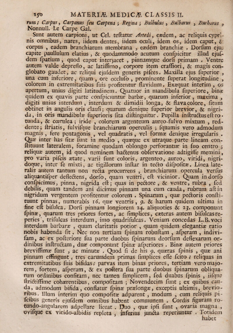 tum; Carpus y Carpanus feu Carpena ; Regina ; Bulbulus , Bulbams , Burbarus , NonnuIL Le Carpe GaL Sunt autem carpioni, ut CeL teftatur Artedi? ea?dem, ac reliquis cyprL nis omnibus, nares, iidem dentes, iidem oculi, idem os, idem caput, i corpus , eadem branchiarum membrana , eaedem branchiae , Dorfum ejui capite paullulum elatius , Sc quodammodo acutum confpicitur illud ejuf- dem fpatium , quod caput interjacet , pinnamque dor (i primam . Ventre autem valde depreflo, ac latiffimo, corpore item crafliori, & magis con¬ globato gaudet, ac reliqui ejufdem generis pifces. Maxilla ejus fuperior , una cum inferiore, quam , ore occlufo , prominente fuperat longitudine , colorem in extremitatibus fuis profitentur flavidum * Exaequat interim , os apertum, unius digiti latitudinem. Quatuor m mandibula fuperiore, binae quidem ex quavis parte confpiciuntur barbae, quarum inferior, maxima , digiti unius interdum, interdum Sc dimidii longa, & flava colore, fituin obtinet in angulis oris claufl; quarum denique fuperior brevior, Sc nigri- da, in oris mandibula? fuperioris fita diftinguitur. Pupilla inflrucTusefcro* tunda, & coerulea ; iride , colorem argenteum aureo-fulvo mixtum , red¬ dente; flriatis, fulvifque branchiarum operculis ; fquamis vero admodum magnis , fere pentagonis , vel quadratis , vel formae denique irregularis . Qnae inter has fitae funt in medio , quasque ex utraque parte lineam con- ftituunt lateralem, foramine quodam oblongo perforantur in fuo centro ; reliquae autem, id quod neminem ha<5enus obfervatione adtigiffe memini, pro varia pifcis astate, varii funt coloris, argenteo, aureo, viridi, nigri- doque, inter fe mixti, ac tigillorum inflar in tedo difpofitae. Linea late¬ ralis autem tantum non reda procurrens , branchiarum opercula verfus aliquantifper defledens, dorfo, quam ventri, efl: vicinior. Quam indorfo confpicimus, pinna, nigrida efl; quas in pedore , Sc ventre, rubra , fed debilis, quam tandem ani dicimus pinnam una cum cauda, rubrum ad in nigridum vergentem profitentur colorem . Spinarum , quas pedoris confti- tuunt pinnas, numerabis r<L quas ventris, Sc harum quidem ultima in fine efl bifulca. Dorfi pinnam longiorem 24. aliquoties Sc 2$. componunt fpinas, quarum tres priores fortes, ac fimplices, ceteras autem bifulcasre- peries’, trifulcas interdum, imo quadrifulcas. Veniam concedas L.B.voci interdum barbaras , quum claritatis potior , quam quidem elegantia ratio nobis habenda fit. Nec non tertiani fpinam robufiram , afperam , indivi- fam, ac ex pofteriore lua parte duobus fpinarum deorfum deflexarum or¬ dinibus inftrudam 5 duas componunt fpinas afperiores . Binae autem priores breviflimas funt , ac minutae . Quod fi de his 9. quaeras fpinis , quae ani pinnam effingunt, tres earumdem primas fimplices effe fcito ; reliquas in extremitatibus fuis bifidas; parvas item binas priores, tertiani vero majo¬ rem, fortem, afperam, Sc ex poftera fua parte duobus fpinarum obliqua¬ rum ordinibus confitam, nec tamen fimplicem, fed duabus fpinis , iifque ftridifltme cohaerentibus, compofitam ; Novendecim funt ; ex quibus cau¬ da, admodum bifida, conflatur fpina praelongae, exceptis ultimis, brevio¬ ribus. Illum interim qua compofitae adparent , modum , cum reliquis pi- fcibus generis ejufdem omnibus habent commilitem . Cordis figuram ro- tundo-angularem adpeflare liceat e Duo , quae ipfi funt , ovaria magna , ovifque ex virido-albidis repleta , inferius jun&a reperiuntur . Totidem habet