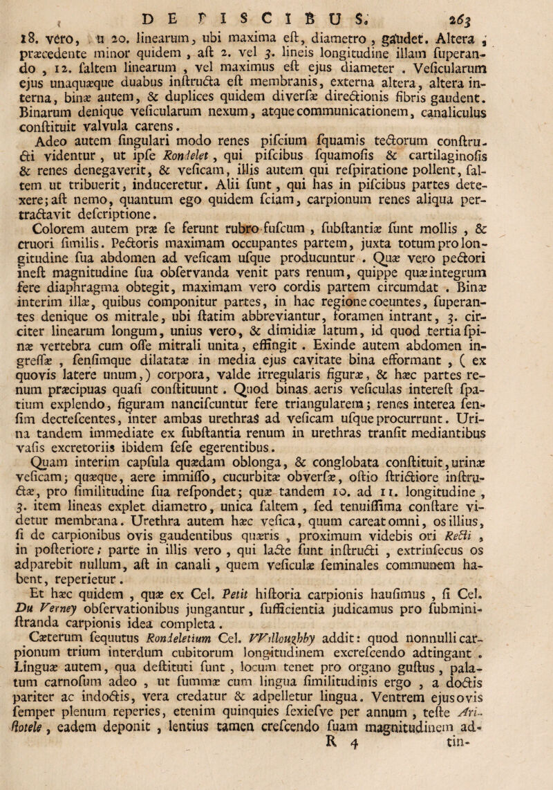 x8. vero, u 20. linearum, ubi maxima eft, diametro , gatidet. Altera , procedente minor quidem , aft 2. vel 3. lineis longitudine illam fuperan- do , 12. faltem linearum , vel maximus eft ejus diameter . Veficularum ejus unaquoque duabus inftruda eft membranis, externa altera, altera in¬ terna, bino autem, Sc duplices quidem diverfo diredionis fibris gaudent. Binarum denique veficularum nexum, atque communicationem, canaliculus conftituit valvula carens. Adeo autem lingulari modo renes pifcium fquamis tedorum conftru- di videntur , ut ipfe Rondelet, qui pifcibus fquamofis Sc cartilaginofis Sc renes denegaverit, Sc veficam, illis autem qui refpiratione pollent, fal¬ tem ut tribuerit, induceretur. Alii funt, qui has in pifcibus partes dete¬ xere; aft nemo, quantum ego quidem fciam, carpionum renes aliqua per- tradavit defcriptione. Colorem autem pro fe ferunt rubro fufcum , fubftantio funt mollis , Sc cruori fimilis. Pedoris maximam occupantes partem, juxta totum pro lon¬ gitudine fua abdomen ad veficam ufque producuntur . Qlio ve.ro pedori ineft magnitudine fua obfervanda venit pars renum, quippe quo integrum fere diaphragma obtegit, maximam vero cordis partem circumdat . Bino interim illo, quibus componitur partes, in hac regione coeuntes, fuperan- tes denique os mitrale, ubi ftatim abbreviantur, foramen intrant, 3. cir¬ citer linearum longum, unius vero, Sc dimidio latum, id quod tertia fpi- no vertebra cum ofle mitrali unita, effingit. Exinde autem abdomen in- greflo , fenfimque dilatato in media ejus cavitate bina efformant , ( ex quovis latere unum,) corpora, valde irregularis figuro, Sc hoc partes re¬ num procipuas quafi conftituunt. Quod binas aeris veficulas intereft fpa- tiurn explendo, figuram nancifcuntur fere triangularem; renes interea fen- fim decrefcentes, inter ambas urethras ad veficam ufque procurrunt. Uri¬ na tandem immediate ex fubftantia renum in urethras tranfit mediantibus vafis excretoriis ibidem fefe egerentibus. Quam interim capfula quodam oblonga, Sc conglobata conftituit,urino veficam; quoque, aere immiflo, cucurbito obverfo, oftio ftridiore inftru- do, pro fimilitudine fua refpondet; quo tandem 10. ad 11. longitudine , 3. item lineas explet diametro, unica faltem, fed tenuiffima conftare vi¬ detur membrana. Urethra autem hoc vefica, quum careatomni, os illius, fi de carpionibus ovis gaudentibus quoris , proximum videbis ori Refti , in pofteriore; parte in illis vero , qui lade funt inftrudi , extrinfecus os adparebit nullum, aft in canali, quem veficulo feminales communem ha¬ bent, reperietur. Et hoc quidem , quo ex Cei. Petit hiftoria carpionis haufimus , fi CeL Du Vemey obfervationibus jungantur, fuificientia judicamus pro fubmini- ftranda carpionis idea completa. Coterum fequutus Rondeletium Ceh VFiHouzhby addit: quod nonnulli car¬ pionum trium interdum cubitorum longitudinem excrefcendo adtingant . Linguo autem, qua deftituti funt , locum tenet pro organo guftus , pala¬ tum carnofum adeo , ut furnmo cum lingua fimilitudinis ergo , a dodis pariter ac indodis, vera credatur Sc adpelletur lingua. Ventrem ejus ovis femper plenum reperies, etenim quinquies fexiefve per annum , tefte Aru (iotele, eadem deponit , lentius tamen crefcendo fuam magnitudinem ad« K 4 tin-