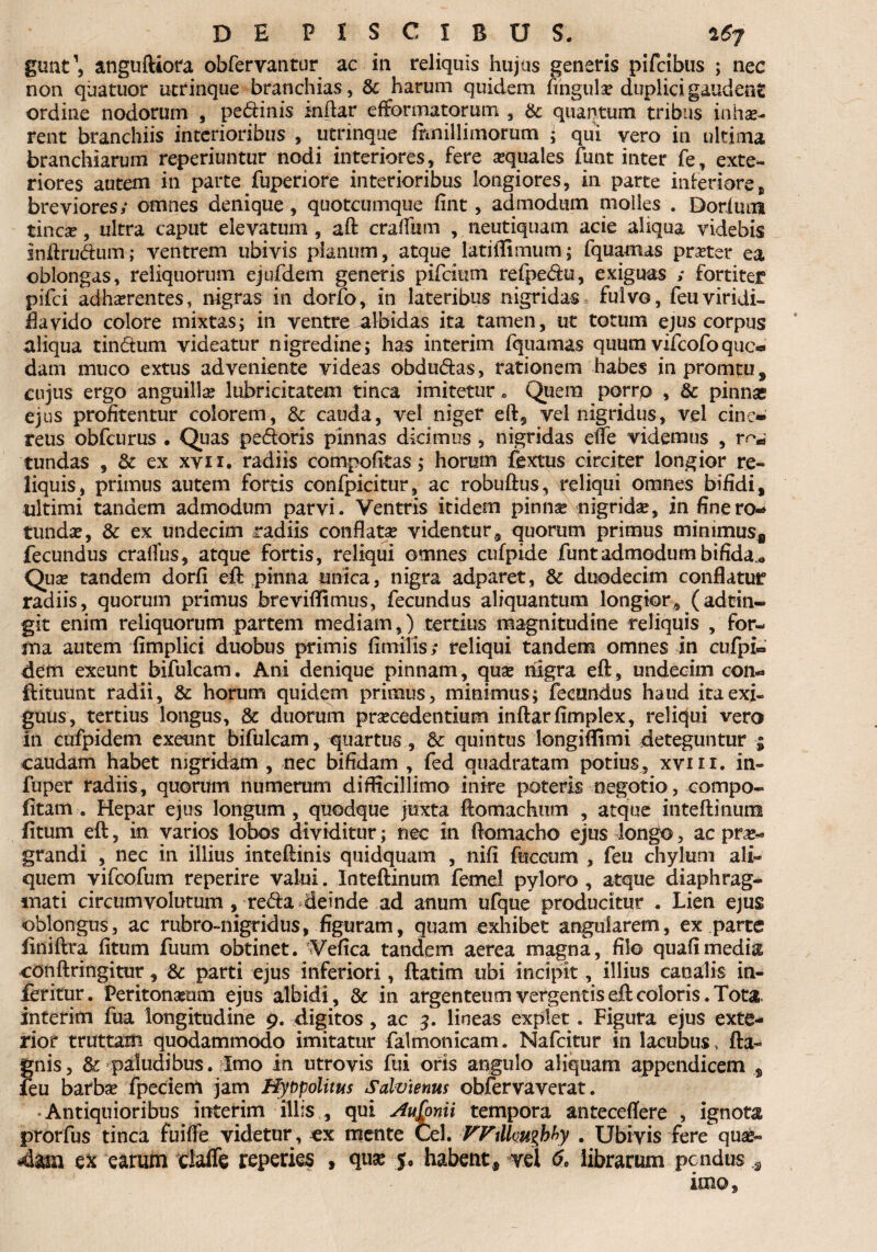 gm\t\ anguftiora obfervantur ac ia reliquis hujus generis pifcibus ; nec non quatuor ucrinque branchias, & harum quidem fingulo duplici gaudent ordine nodorum , pedinis indar efformatorum , & quantum tribus inhae¬ rent branchiis interioribus , utrinque fivnillimorum ; qui vero in ultima branchiarum reperiuntur nodi interiores, fere oquales funt inter fe, exte¬ riores autem in parte fuperiore interioribus longiores, in parte interiore, breviores; omnes denique, quotcumque fint, admodum niolles . Dorium tinca?, ultra caput elevatum, aft cradii m , neutiquam acie aliqua videbis inftrudum; ventrem ubivis planum, atque lati ili mu m; fquamas proter ea oblongas, reliquorum ejufdem generis pifcium refpedu, exiguas ; fortiter pifci adhorentes, nigras in dorfo, in lateribus nigridas fulvo, feuviridi- flavido colore mixtas; in ventre albidas ita tamen, ut totum ejus corpus aliqua tindum videatur nigredine; has interim fquamas quum vilcofoquc* dam muco extus adveniente videas obdudas, rationem habes inpromtu, cujus ergo anguilla lubricitatem tinca imitetur . Quem porro , & pinnas ejus profitentur colorem, & cauda, vel niger eft, vel nigridus, vel cine¬ reus obfcurus • Quas pedoris pinnas dicimus , nigridas eife videmus , r^ tundas , & ex xvu. radiis compofttas; horum fextus circiter longior re¬ liquis, primus autem fortis confpicitur, ac robuftus, reliqui omnes bifidi, ultimi tandem admodum parvi. Ventris itidem pinna? nigrido, in fine ro¬ tunda?, & ex undecim radiis conflata videntur, quorum primus minimus* fecundus cralfus, atque fortis, reliqui omnes cufpide funt admodum bifida,, Qua? tandem dorfi eft pinna unica, nigra adparet, & duodecim conflatur radiis, quorum primus breviflimus, fecundus aliquantum longior, (adtin- git enim reliquorum partem mediam,) tertius magnitudine reliquis , for¬ ma autem fimplici duobus primis fi mitis; reliqui tandem omnes in cufpi« dem exeunt bifulcam. Ani denique pinnam, qua? nigra eft, undecim con- ftituunt radii, & horum quidem primus, minimus; fecundus haud ira exi- guus, tertius longus, & duorum procedentium inftarfimplex, reliqui vero in cufpidem exeunt bifulcam, quartus, & quintus longiflimi deteguntur ; caudam habet nigrkfem , nec bifidam , fed quadratam potius, xviii. in- fuper radiis, quorum numerum difficillimo inire poteris negotio, compo- litam . Hepar ejus longum , quodque juxta ftomachum , atque inteftinum litum eft, in varios lobos dividitur; nec in ftomacho ejus longo, ac pro- grandi , nec in illius inteftinis quidquam , nili fuccum , feu chylum ali¬ quem vifcofum reperire valui. Inteftinum femel pyloro , atque diaphrag¬ mati circumvolutum , reda dleinde ad anum ufque producitur . Lien ejus oblongus, ac rubro-nigridus, figuram, quam exhibet angularem, ex parte liniftra litum fuum obtinet. Vefica tandem aerea magna, filo quafimedia conftringitur, & parti ejus inferiori, ftatitn ubi incipit, illius canalis in- ieritur. Peritonaeum ejus albidi, & in argenteum vergentis eft coloris. Tota interim fua longitudine 9. digitos, ac 5. lineas explet. Figura ejus exte¬ rior truttam quodammodo imitatur falmonicam. Nafcitur in lacubus, fta- gnis, & paludibus. Imo in utro vis fui oris angulo aliquam appendicem , feu barbo fpeciem jam Nybpolitus Salvienus obfervaverat. Antiquioribus interim illis , qui Ausonii tempora antecellere , ignota prorfus tinca fuilfe videtur, ex mente Cei. Willvugbby . Ubivis fere quo- 4am ex earum elafle reperies , quo 5, habent, vel 6, librarum pcndus 3 imo.