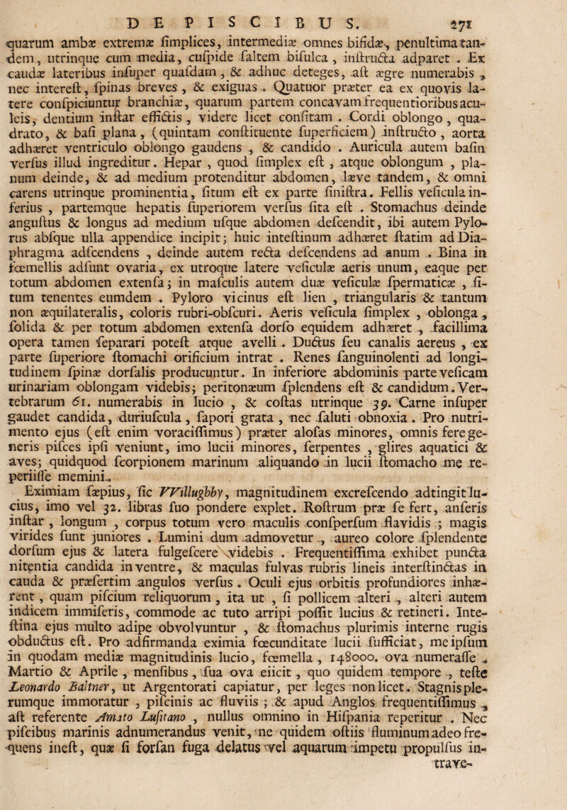 quarum ambae extremae fimplices, intermedias omnes bifida, penultimatatl- dem, utrinque cum inedia, cufpide faltem bifulca , iriftrudta adparet .. Ex caudae lateribus iniuper quafdam , 5c adhuc deteges, .aft asgre numerabis nec .intereft, fpinas breves , & exiguas , Quatuor pmer ea ex quovis la¬ tere confpiciuntup branchis, quarum partem concavamfrequentioribusacu¬ leis, dentium indar efRdtis ., videre licet confitam . Cordi oblongo, qua¬ drato, & bafi plana, (quintam conftituente fuperficiem) inftrufto , aorta adh^ret ventriculo oblongo gaudens ., & candido . Auricula autem balm verfus illud ingreditur. Hepar , quod Iimplex eft , atque oblongum , pla¬ num deinde, & ad medium protenditur abdomen, laeve tandem, & omni carens utrinque prominentia, litum eft ex parte finiftra. Fellis veliculain¬ ferius , partemque hepatis fuperiorem verfus lita eft .. Stomachus deinde anguftus & longus ad medium ufque abdomen defcendit, ibi autem Pylo¬ rus abfque ulla appendice incipit; huic inteftmum adhaeret ftatim ad Dia¬ phragma adfcendens , deinde autem redta defandens ad anum » Bina in fcemellis adfunt ovaria, ex utroque latere veficulae aeris unum, eaque per totum abdomen extenfa ; in mafculis autem duas veficulae fpermaticae , .li¬ tum tenentes eumdem * Pyloro vicinus eft lien , triangularis dc tantum non aequilateralis, coloris rubri-obfcuri. Aeris veticula Iimplex , oblonga ^ folida & per totum abdomen extenfa dorfo equidem adhasret 3 facillima opera tamen feparari poteft atque avelli . Dudtus feu canalis aereus , ex parte fuperiore ftomachi orificium intrat . Renes fanguinolenti ad longi¬ tudinem fpinae dorfalis producuntur . In inferiore abdominis parte velicam urinariam oblongam videbis; peritoneum fplendens eft dc candidum. Ver¬ tebrarum 61. numerabis in lucio , dc coftas utrinque 39. Carne infuper gaudet candida, duriufcula, fapori grata , nec Faluti obnoxia. Pro nutri¬ mento ejus (eft enim voraciflimus) praeter alofas minores, omnis fere ge¬ neris pifces ipli veniunt, imo lucii minores, ferpentes , glires aquatici 8c aves; quidquod fcorpionem marinum aliquando in lucii ftomacho me re- periifle memini.. Eximiam faepius, fic FFillugbhy, magnitudinem excrefcendo adtingit lu¬ cius, imo vel 32. libras fuo pondere explet. Roftrum prae fefert, anferis inftar , longum , corpus totum vero maculis confperfum Ravidis ; magis virides funt juniores . Lumini dum admovetur,, aureo colore fplendente dorfum ejus dc latera fulgefcere videbis . Frequentiflima exhibet pun<fta nitentia candida in ventre, & maculas fulvas rubris lineis interftindias in cauda dc praefertim angulos verfus . Oculi ejus orbitis profundiores inhae¬ rent , quam pifeium reliquorum , ita ut , li pollicem alteri, alteri autem indicem immiferis, commode ac tuto arripi pofltt lucius & retineri. lnte- ftina ejus multo adipe obvolvuntur , dc ftomachus plurimis interne rugis obdudtus eft. Pro adfirmanda eximia facunditate lucii fufficiat, meipfum In quodam mediae magnitudinis lucio, famella , 148000. ova numeralfe Martio dc Aprile , menfibus, ifua ova eiicit, quo quidem tempore , tefte Leonardo £altner, ut Argentorati capiatur, per leges non licet. Stagnis ple¬ rumque immoratur , pifeinis ac fluviis ; & apud Anglos frequentiffimus ^ aft referente Amato Lufuano , nullus omnino in Hifpania reperitur . Nec pifeibus marinis adnumerandus venit, ne quidem oftiis fluminum adeo fre¬ quens ineft, quae fi forfan fuga delatus vel aquarum impetu propulfus in- trave-