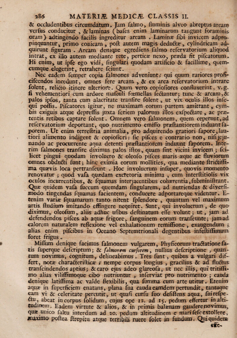 & occludentibus: circumdatum* Jam fahno, fluminis alveo abreptus aream verfus conducitur , & laminas ( bafes enim laminarum tangunt foraminis oram) adtingendo facilis ingreditur arcam * Laminas fibi invicem adpro- pinquantur, primo conicam , poft autem magis deduda, cylindricam ad- quirunt flguram Arcam denique egrediens falmo refervatorium aliquod intrat, ex illo, autem mediante rete, pertica* nexa, prada fit pifcatorum* Hi enim* ut ipfe ego vidi. Angulari quodam artificio & facillime, quem¬ cumque elegerint, retrahere fciunt Nec eadem femper copia falmones adveniunto qui quum rariores proff- eifcendos incedunt, omnes fere arcam , & ex arca refervatorium intrare folent, relido itinere ulteriore. Quum vero copiofiores confluxerint ? v.g« fi vehementiori cum ardore mafbuli fcemellas; fedantur^ tunc & arcam,& palos ipfos, tanta cum alacritate tranfire folent, ut vix oculis illos infe- qui poflis. Pifcatores igitur, ne maximam eorum partem amittant, cym¬ bis exiguis atque depreflis juxta feriem palorum illos exfpedare , ac pra¬ tentis retibus captare folent. Omnem vero falmonem, quem ceperunt,ad refervatorium deportant, quo nutrimento emiflo praftantiorem induant fa~ porem. Ut enim terreflria animalia, pro adquirendo gratiori faporc,lau¬ tiori alimento indigent & copiofiori: fic pifces e contrario non, nifijeju¬ nando ac procurrente aqua detenti praffantiorem induunt faporetn. Inte- rim, falmones tranfire diximus palos iftos, quam fint vicini invicem ; fci- licet pingui quodam involucro & oleofo pifces maris seque ac fluviorum omnes obdudi funthinc eximia eorum mollities, qua mediante ftridifTE ma quavis loca pertranfeunt ... Hoc involucrum infuper, quovis momento renovatur ; quod vafa quadam excretoria minima , cum interftitiolis vix ©culos incurrentibus, & fquamas; interjacentibus coharentia, fubminiftrant. Qua: quidem vafa fuccum; quemdam Angularem, ad nutriendas & diyerfi- modo tingendas fquamas facientem, conducere adportareque videntur . E- tenim varia fquamarum tanto nitent fplendore , quantum vel maximum artis ftudium imitando effingere nequiret. Sunt, qui involucrum , de quo diximus, oleofum, aliis adhuc ufibus deftinatum efle volunt; ut, jam ad defendendos pifces ab aqua frigore , fanguinem eorum tranfeunte; jam ad calorem naturalem reflexione vel exhalationum remiffione, exaugendum alias enim pifcibus in Oceano Septemtrionali degentibus infeftiffimum foret frigus.. Mifliim denique facimus falmonem vulgarem , Phyficorum tradatione fa¬ tis fuperque defcriptum; & falmonem curforem, nullius defcriptione , quan¬ tum novimus, cognitum, delineabimus . Tres funt, quibus a vulgari dif¬ fert, nota charaderiftica ; nempe corpus longius , gracilius & ad fludus tranfcindendos aptius ; & caro ejus adeo glareofa, ut nec ilii^, qui tritifli- mo alias viliffimoque cibo nutriuntur , inferviat pro nutrimento ; cauda denique ktiflima ac valde flexibilis, qua fumtna cum arte utitur. Etenim aqua in fuperficiem enatans, plana fua cauda eamdem pertundit , tantaque eam vi & celeritate percutit, ut quafi curfu fua defiffens aqua, fuirefpe- du,; abeat in corpus folidum, cujus ope 12. ad 15. pedum effertur in alti¬ tudinem. Eadem virtute & alios, & in primis balanam gauderenovimus, qua unico faltu interdum ad 20. pedum altitudinem e marifefeextollere, maximo poftea ftrepitu atque terribili ruere folet in fundum » Qui quidem