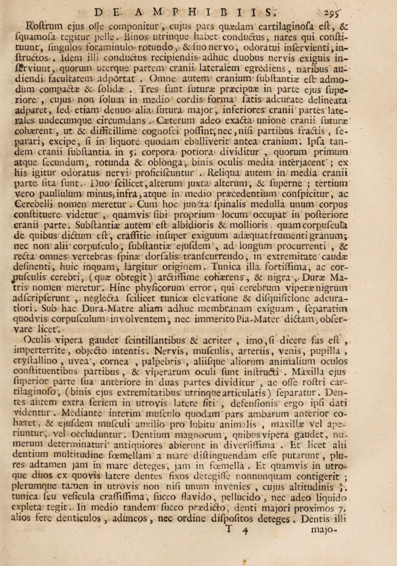 d e; a m p h i b i i s; Rbftrum ejus ode componitur , cujus pars quadam cartilaginofa efl:, & fquamofa tegitur 'pelle* Binos> utrinqpe habet conductus, nares qui confti- tuunr, fingulos foraminulo.? rotundo & iuo nervo; odoratui infervienti, in- ftrudosIdem illi conductus recipiendis adhuc duobus nervis exiguis in- f?ryiunt, quorum uterque partem5 cranii lateralem egrediens, naribus au-e dieiidh facultatem adportat . Omne autem cranium fubftantise effi admo¬ dum compadr & folidx . Tres funt futurte prsecipuse in parte ejus fupe- riore;, cujus non folum in medio-cordis? forma1 fatis adeurate delineata* adparet, fed etiam de nuo alia? futura major, inferiores; cranii partes late¬ rales: undecumque- circumdans ^ Cauterum adea exabhu unione cranii futurae’ cohaerent, ut: & difficillime cogaofci poffinti nec 5 nifi partibus fra&is ■, fe- pararij excipe, ii in liquore quodam ebulliverit- antea craniunu Ipfa tan¬ dem cranii fubftantia in 51 corpora potiora dividitur , quorum primum atque fecundum , rotunda & oblonga , binis/oculis media interjacent’; ex his igitur odoratus nervi1 proficiftuntur'. - Reliqua autem in media cranii parte- lita funto» Duo fcilicet,alterum juxta? alterum , &■ fuperne ; tertium' Vero pauliulum minus, infra, atque in medio procedentium confprcitur, ac Cerebelli nomen meretur Cum hoc juncta fpinalis medulla- unum corpus conftituere videtur , quamvis libi proprium locum occupat in pofteriore cranii parte . Subftantias autem effi albidioris & mollioris quam corpufcula de quibus^ didum efi: , craffitie infuper exiguum adsequat frumenti granum; nec non alii' corpufculo; fubftantiar ejufdem , ad longiim procurrenti , 8c reda omnes vertebras fpina5 dorfalis tranfcurrendo, in extremitate' cauda* delinenti, huic inquam-, largitur originem. Tunica illa fortiffima, ac cor- j)ufculis cerebri, (qua? obtegit) ardiffime cofcrens, & nigra y Durar Ma¬ tris- nomen meretur. Hinc phyficotum error, qui cerebrum viperO nigrum adfcripferunt , negleda fcilicet'tunicae elevatione & difquificione adeura- dori . Sub hac Dura-Matre aliam adhuc membranam exiguam , feparatim quod vis; corpufculum involventem, nec immerito Pia-Mater didam, obfer» vare licet4; Oculis vipera gaudet fcintillantibus & acriter , imo,fi dicere fas efi: , imperterrite, objedo intentis. Nervis, mufeulis, arteriis, venis, pupilla , cryftalkno , uveay cornea , palpebris , aliifque aliorum animalium oculos eonft i tuentibus partibus, & viperarum oculi funt inlfrudi . Maxilla ejus fuperior parte fua- anteriore in duas partes dividitur , ac ode roftri car- tilaginofo, (binis ejus extremitatibus; utrinqiiearticulatis) feparatur. Den¬ tes alitem extra feriem in utrovis latere fiti , defenfionis ergo; ipfi dati Videntur . Mediante interim mufculo quodam pars ambarum anterior co¬ haeret, & ejufdem mufculi auxilio pro lubitu animalis , maxillae vel ape¬ riuntur ■;, vel occluduntur . Dentium magnorum\ quibus vipera gaudet , nu¬ merum determinaturi* antiquiores abierunt in1 diverfiffima , Et licet alii dentium multitudine fcemellam a mare diftinguendam eife putarunt , plu- res adtarneii jam in mare deteges , jam in foeinella , Et quamvis in utro¬ que duos ex quovis latere dentes fixos detegiffe nonnunquam contigerit ; plerumque tamen in utrovis non nifi unum invenies , cujus altitudinis tunica feu veficula craffiffima , fucco flavido , pellucido, nec adeo liquido expleta tegit . Ih medio tandem fucco prsedidto, denti majori proximos 7. alios fere denticulos , aduncos, nec ordine difpofitos deteges. Dentis ilii T 4 ltiajo-